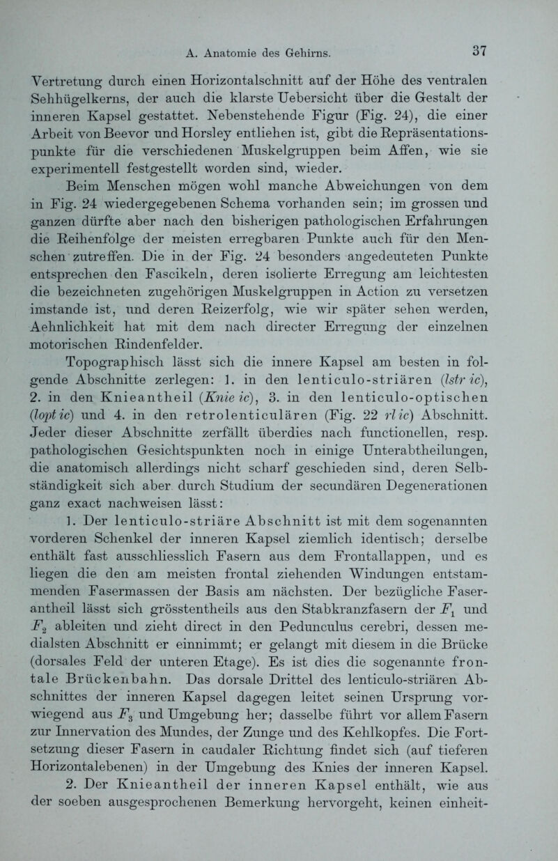 Vertretung durch einen Horizontalschnitt auf der Höhe des ventralen Sehhügelkerns, der auch die klarste Uebersicht über die Gestalt der inneren Kapsel gestattet. Nebenstehende Figur (Fig. 24), die einer Arbeit von Beevor und Horsley entliehen ist, gibt die Repräsentations- punkte für die verschiedenen Muskelgruppen beim Affen, wie sie experimentell festgestellt worden sind, wieder. Beim Menschen mögen wohl manche Abweichungen von dem in Fig. 24 wiedergegebenen Schema vorhanden sein; im grossen und ganzen dürfte aber nach den bisherigen pathologischen Erfahrungen die Reihenfolge der meisten erregbaren Punkte auch für den Men- schen zutreffen. Die in der Fig. 24 besonders angedeuteten Punkte entsprechen den Fascikeln, deren isolierte Erregung am leichtesten die bezeichneten zugehörigen Muskelgruppen in Action zu versetzen imstande ist, und deren Reizerfolg, wie wir später sehen werden, Aehnlichkeit hat mit dem nach directer Erregung der einzelnen motorischen Rindenfelder. Topographisch lässt sich die innere Kapsel am besten in fol- gende Abschnitte zerlegen: 1. in den lenticulo-striären (Istr ic), 2. in den Knieantheil (Knieic), 3. in den lenticulo-optischen (iloptic) und 4. in den retrolenticulären (Fig. 22 rlic) Abschnitt. Jeder dieser Abschnitte zerfällt überdies nach functioneilen, resp. pathologischen Gesichtspunkten noch in einige Unterabtheilungen, die anatomisch allerdings nicht scharf geschieden sind, deren Selb- ständigkeit sich aber durch Studium der secundären Degenerationen ganz exact nachweisen lässt: 1. Der lenticulo-striäre Abschnitt ist mit dem sogenannten vorderen Schenkel der inneren Kapsel ziemlich identisch; derselbe enthält fast ausschliesslich Fasern aus dem Frontallappen, und es liegen die den am meisten frontal ziehenden Windungen entstam- menden Fasermassen der Basis am nächsten. Der bezügliche Faser- antheil lässt sich grösstentheils aus den Stabkranzfasern der F1 und F2 ableiten und zieht direct in den Pedunculus cerebri, dessen me- dialsten Abschnitt er einnimmt; er gelangt mit diesem in die Brücke (dorsales Feld der unteren Etage). Es ist dies die sogenannte fron- tale Brückenbahn. Das dorsale Drittel des lenticulo-striären Ab- schnittes der inneren Kapsel dagegen leitet seinen Ursprung vor- wiegend aus F3 und Umgebung her; dasselbe führt vor allem Fasern zur Innervation des Mundes, der Zunge und des Kehlkopfes. Die Fort- setzung dieser Fasern in caudaler Richtung findet sich (auf tieferen Horizontalebenen) in der Umgebung des Knies der inneren Kapsel. 2. Der Knieantheil der inneren Kapsel enthält, wie aus der soeben ausgesprochenen Bemerkung hervorgeht, keinen einheit-
