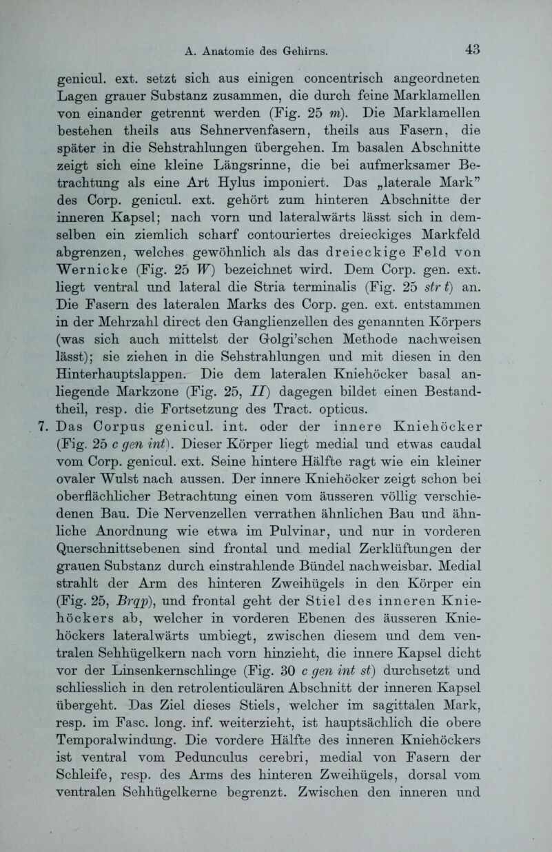 genicul. ext. setzt sich aus einigen concentrisch angeordneten Lagen grauer Substanz zusammen, die durch feine Marklamellen von einander getrennt werden (Fig. 25 m). Die Marklamellen bestehen theils aus Sehnervenfasern, theils aus Fasern, die später in die Sehstrahlungen übergehen. Im basalen Abschnitte zeigt sich eine kleine Längsrinne, die bei aufmerksamer Be- trachtung als eine Art Hylus imponiert. Das „laterale Mark” des Corp. genicul. ext. gehört zum hinteren Abschnitte der inneren Kapsel; nach vorn und lateralwärts lässt sich in dem- selben ein ziemlich scharf contouriertes dreieckiges Markfeld abgrenzen, welches gewöhnlich als das dreieckige Feld von Wernicke (Fig. 25 W) bezeichnet wird. Dem Corp. gen. ext. liegt ventral und lateral die Stria terminalis (Fig. 25 str t) an. Die Fasern des lateralen Marks des Corp. gen. ext. entstammen in der Mehrzahl direct den Granglienzellen des genannten Körpers (was sich auch mittelst der Golgi’schen Methode nachweisen lässt); sie ziehen in die Sehstrahlungen und mit diesen in den Hinterhauptslappen. Die dem lateralen Kniehöcker basal an- liegende Markzone (Fig. 25, II) dagegen bildet einen Bestand- teil, resp. die Fortsetzung des Tract. opticus. 7. Das Corpus genicul. int. oder der innere Kniehöcker (Fig. 25 c gen int). Dieser Körper liegt medial und etwas caudal vom Corp. genicul. ext. Seine hintere Hälfte ragt wie ein kleiner ovaler Wulst nach aussen. Der innere Kniehöcker zeigt schon bei oberflächlicher Betrachtung einen vom äusseren völlig verschie- denen Bau. Die Nervenzellen verrathen ähnlichen Bau und ähn- liche Anordnung wie etwa im Pulvinar, und nur in vorderen Querschnittsebenen sind frontal und medial Zerklüftungen der grauen Substanz durch einstrahlende Bündel nachweisbar. Medial strahlt der Arm des hinteren Zweihügels in den Körper ein (Fig. 25, Brqp), und frontal geht der Stiel des inneren Knie- höckers ab, welcher in vorderen Ebenen des äusseren Knie- höckers lateralwärts umbiegt, zwischen diesem und dem ven- tralen Sehhügelkern nach vorn hinzieht, die innere Kapsel dicht vor der Linsenkernschlinge (Fig. 30 c gen int st) durchsetzt und schliesslich in den retrolenticulären Abschnitt der inneren Kapsel übergeht. Das Ziel dieses Stiels, welcher im sagittalen Mark, resp. im Fase. long. inf. weiterzieht, ist hauptsächlich die obere Temporalwindung. Die vordere Hälfte des inneren Kniehöckers ist ventral vom Pedunculus cerebri, medial von Fasern der Schleife, resp. des Arms des hinteren Zweihügels, dorsal vom ventralen Sehhügelkerne begrenzt. Zwischen den inneren und