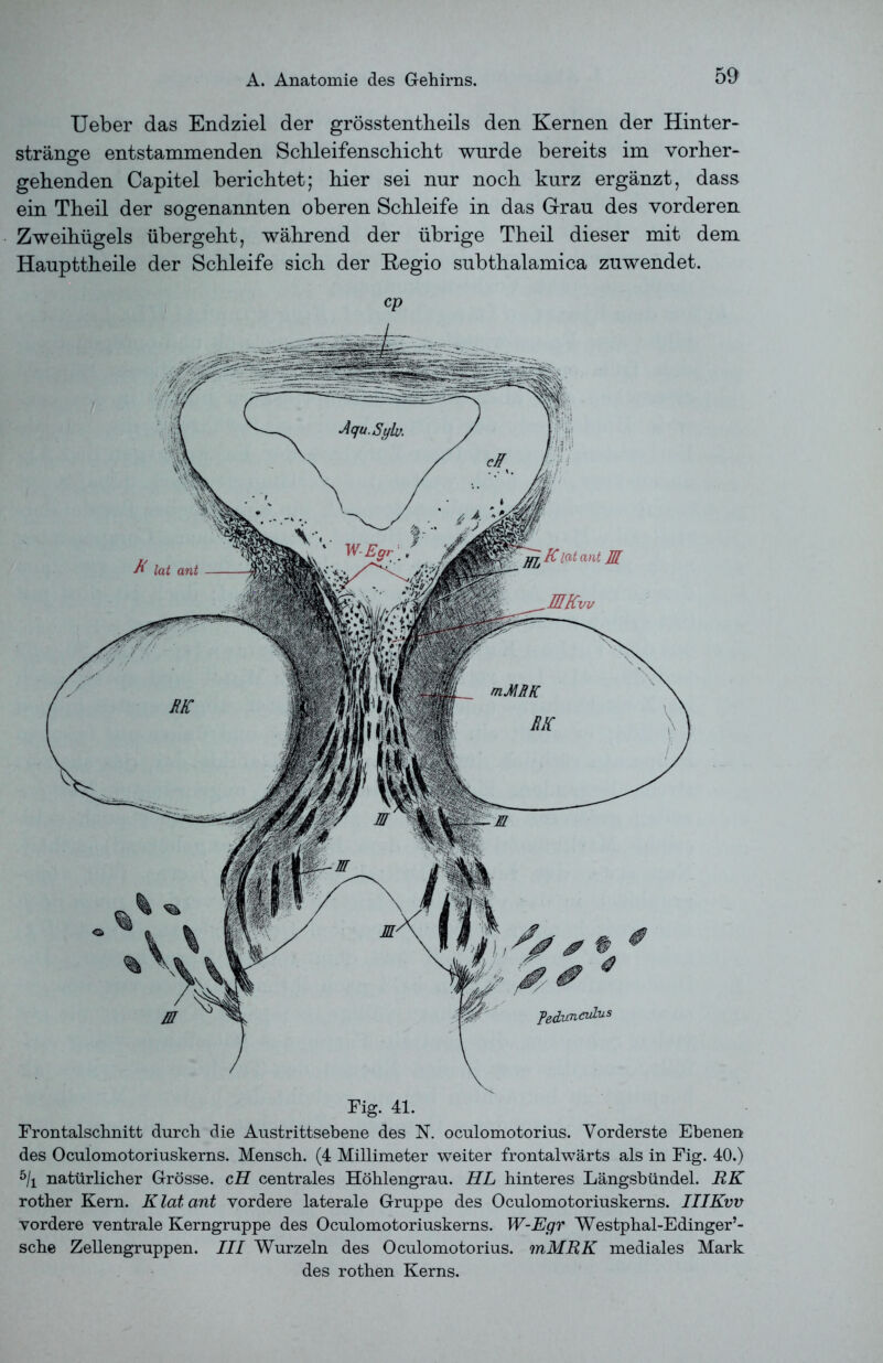 Ueber das Endziel der grösstentbeils den Kernen der Hinter- stränge entstammenden Schleifenschicbt wurde bereits im vorher- gehenden Capitel berichtet; hier sei nur noch kurz ergänzt, dass ein Theil der sogenannten oberen Schleife in das Grrau des vorderen Zweihügels übergeht, während der übrige Theil dieser mit dem Haupttheile der Schleife sich der Regio subthalamica zuwendet. cp Frontalschnitt durch die Austrittsebene des N. oculomotorius. Vorderste Ebenen des Oculomotoriuskerns. Mensch. (4 Millimeter weiter frontalwärts als in Fig. 40.) 5/i natürlicher Grösse. cH centrales Höhlengrau. HL hinteres Längsbündel. RK rother Kern. Klatcmt vordere laterale Gruppe des Oculomotoriuskerns. IIIKvv vordere ventrale Kerngruppe des Oculomotoriuskerns. W-Egr Westphal-Edinger’- sche Zellengruppen. III Wurzeln des Oculomotorius. mMRK mediales Mark des rothen Kerns.
