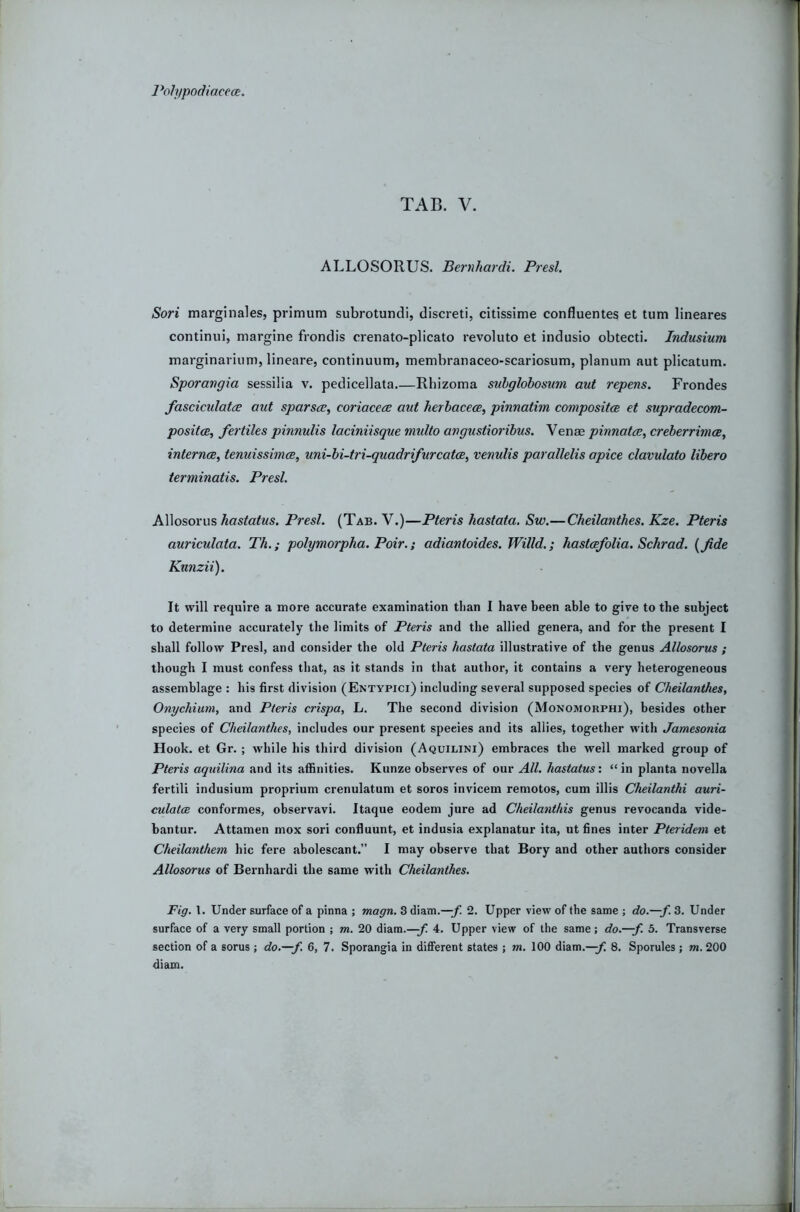 TAB. V. ALLOSORUS. Bernhardi. Presl. Sori marginales, primum subrotundi, discreti, citissime confluentes et turn lineares continui, margine frondis crenato-plicato revoluto et indusio obtecti. Indusium marginariurn, lineare, continuum, membranaceo-scariosum, planum aut plicatum. Sporavgia sessilia v. pedicellata.—Rhizoma suhglobosum aut repens. Frondes fasciculatce aut sparsce, coriacece aut herhacece, pinnatim compositce et supradecom- positce, fertiles pinnulis laciniisque midto angiistioribus. Venas pinnata;, creberrimce, internee, tenuissimee, uni-bi-tri-quadrifurcatce, venulis parallelis apice clavulato libero terminatis. Presl. Allosorus AostofMS. Presl. (Tab. V.)—Pteris hastata. Sw.—Cheilanthes. Kze. Pteris auriculata. Th.; polymorpha. Pair.; adiantoides. Willd.; hastoefolia. Schrad. {fide Knnzii). It will require a more accurate examination tlian I have been able to give to the subject to determine accurately the limits of Pteris and the allied genera, and for the present I shall follow Presl, and consider the old Pteris hastata illustrative of the genus Allosorus ; though I must confess that, as it stands in tliat author, it contains a very heterogeneous assemblage : his first division (Entypici) including several supposed species of Cheilanthes, Onychium, and Pteris crispa, L. The second division (Monomorphi), besides other species of Cheilanthes, includes our present species and its allies, together with Jamesonia Hook, et Gr. ; while his third division (Aquilini) embraces the well marked group of Pteris aquilina and its affinities. Kunze observes of our All. liastatus'. “in planta novella fertili indusium proprium crenulatum et soros invicem remotos, cum illis Cheilanthi auri- culatcB conformes, observavi. Itaque eodem jure ad Cheilanthis genus revocanda vide- bantur. Attamen mox sori confluunt, et indusia explanatur ita, ut fines inter Pteridem et Cheilanthem hie fere abolescant.” I may observe that Bory and other authors consider Allosorus of Bernhardi the same with Cheilanthes. Fig. 1. Under surface of a pinna ; magn. 3 diam.—/. 2. Upper view of the same ; do.—f. 3. Under surface of a very small portion ; m. 20 diam.—^ 4. Upper view of the same; do.—f. 5. Transverse section of a sorus ; do.—f. 6, 7. Sporangia in diflferent states ; m. 100 diam.—;/; 8. Sporules ; m. 200 diam.