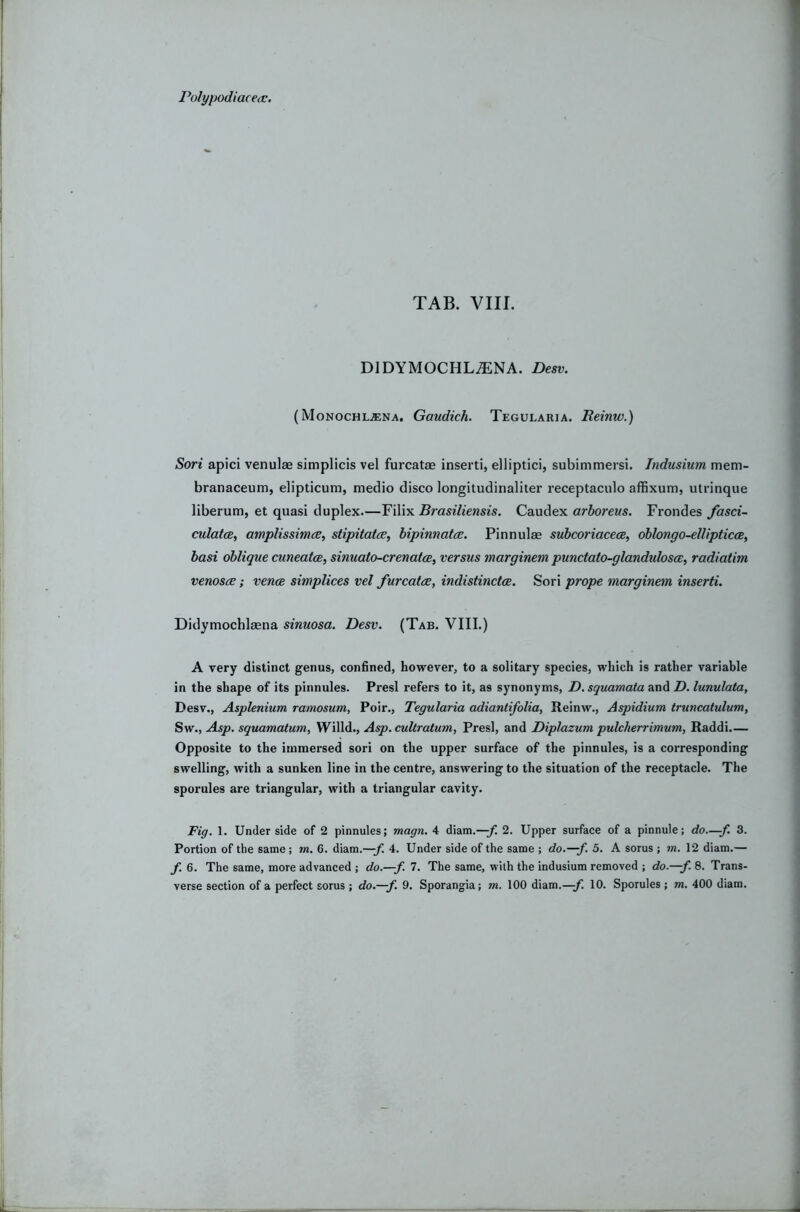 Polypodiacea;. TAB. VIII. DIDYM0CHLA:NA. Dbsv. (Monochl^na. Gaudich. Tegularia. Reinw.) Sori apici venulae simplicis vel furcatae insert!, elliptic!, subimmersi. Jndusium mem- branaceum, elipticum, medio disco longitudinaliter receptaculo affixum, utrinque liberum, et quasi duplex.—Filix Brasiliensis. Caudex arhoreus. Frondes fasci- culatcB, amplissimce, stipitatce, bipinnatce. Pinnulae suhcoriaceoe, oblongo-elUpticcB, basi oblique cuneatce, sinuato-crenatce, versus marginem punctato-glandulosce^ radiatim venoscE; vence simplices vel furcatce, indistinctce. Sori prope marginem inserti. Didymochlaena sinuosa. Desv. (Tab. VIII.) A very distinct genus, confined, however, to a solitary species, which is rather variable in the shape of its pinnules. Presl refers to it, as synonyms, D.squamata and D. lunulata, Desv., Asplenium ramosum, Poir., Tegularia adiantifolia, Reinw., Aspidium truncatulum, Sw., Asp. squamatum, Willd., Asp. cultratum, Presl, and Diplazum pulcherrimum, Raddi.— Opposite to the immersed sori on the upper surface of the pinnules, is a corresponding swelling, with a sunken line in the centre, answering to the situation of the receptacle. The sporules are triangular, with a triangular cavity. Fig. 1. Under side of 2 pinnules; magn. 4 diam.—2. Upper surface of a pinnule; do—-f. 3. Portion of the same ; m. 6. diam.—4. Under side of the same ; do.—f. 5. A sorus ; m. 12 diam.— f. 6. The same, more advanced ; do.—f. 7. The same, with the indusium removed ; do.—f. 8. Trans-