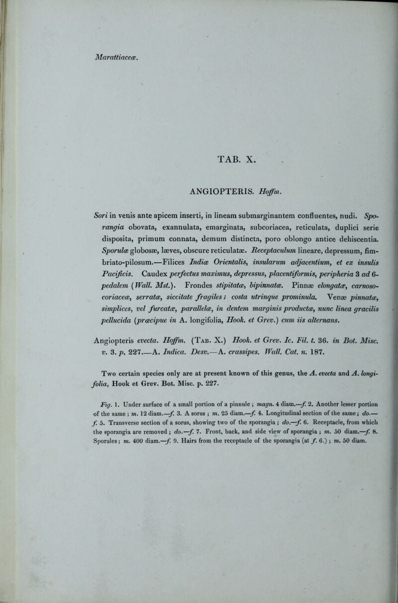 MarattiacecE. TAB. X. ANGIOPTERIS. Hoffm. Sori in venis ante apicem inserti, in lineam submarginantem confluentes, nudi. Spct- rangia obovata, exannulata, emarginata, subcoriacea, reticulata, duplici serie disposita, primum connata, demum distincta, poro oblongo antice dehiscentia. SporulcB globosae, laeves, obscure reticulatse. Receptaculum lineare, depressum, fim- briato-pilosum.—Filices Indies Orientalis, insularum adjacentium, et ex insulis Pacijicis. Caudex perfectus maximus, depressus, placentiformis, peripheria 3 ad 6- pedalem [Wall. Mst.). Frondes stipitatcB, bipinnatce. Pinnae elongatee, carnoso- coriacece, serratee, siccitate fragiles; costa utrinque prominula. Venae pinnatce, simplices, vel furcatee, parallelce, in dentem marginis productoe, nunc linea gracilis pellucida [prcecipue in A. longifolia, Hook, et Grev.) cum Us alternans. Angiopteris evecta. Hoffm. (Tab. X.) Hook, et Grev. Ic. Fil. t. 36. in Bot. Misc. V. 3. p. 227.—A. Indica. Desv.—A. crassipes. Wall. Cat. n. 187. Two certain species only are at present known of this genus, the A. evecta and A. longi- folia, Hook et Grev. Bot. Misc. p. 227. Fig. 1. Under surface of a small portion of a pinnule ; magn. 4 diam.—2. Another lesser portion of the same ; m. 12 diam.—3. A sorus ; m. 25 diam.—^ 4. Longitudinal section of the same; do.— f. 5. Transverse section of a sorus, showing two of the sporangia ; do.—f. 6. Receptacle, from which the sporangia are removed ; do.—f. 7. Front, back, and side view of sporangia ; m. 50 diam.—^ 8.