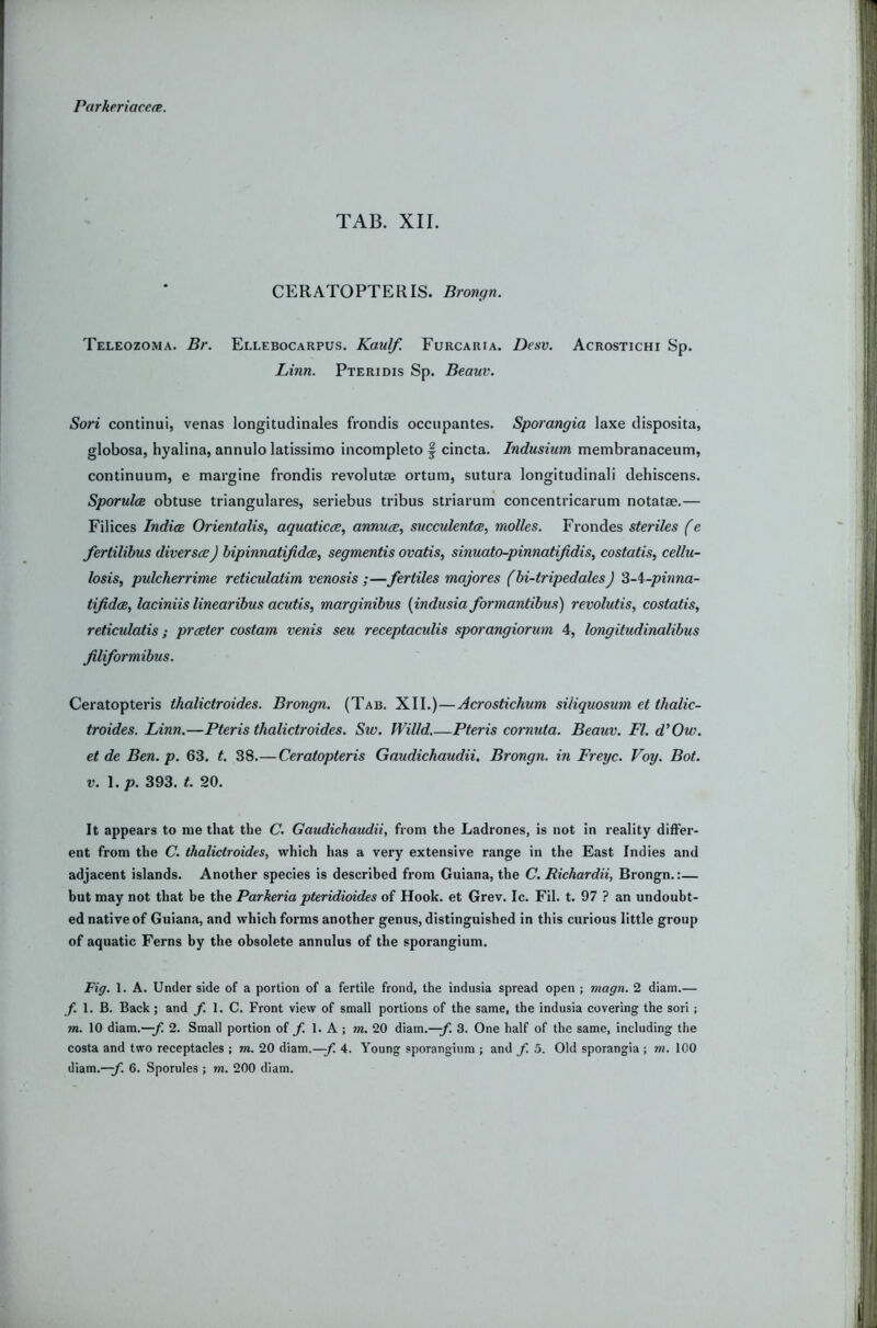 Parkeriacete. TAB. XII. CERATOPTERIS. Brongn. Teleozoma. Br. Ellebocarpus. Kaulf. Furcaria. Desv. Acrostichi Sp. Linn. Pteridis Sp. Beauv. Sori continui, venas longitudinales frondis occupantes. Sporangia laxe disposita, globosa, hyalina, annulo latissimo incomplete | cincta. Indusium membranaceum, continuum, e margine frondis revolutoe ortum, sutura longitudinal! dehiscens. SporuloB obtuse triangulares, seriebus tribus striarum concentricarum notatae.— Filices Indim Orientalis, aquaticce, annuce, succulentoe, molles. Frondes steriles (e fertilihus diversceJ bipinnatifidee, segmentis ovatis, sinuato-pinnatifidis, costatis, cellu- losis, pulcherrime reticulatim venosis ;—fertiles majores (bi-tripedales) Z-i-pinna- tiJidcB, laciniis linearibus acutis, marginibus {indusia formantibm) revolutis, costatis, reticulatis; preeter costam venis sen receptaculis sporangiorum 4, longitudinalibus Jiliformibus. Ceratopteris thalictroides. Brongn. (Tab. XII.)—Acrostichum siliquosum et tlialic- troides. Linn.—Pteris thalictroides. Sw. Willd.—Pteris cornuta. Beauv. FI. d'Ow. et de Ben. p. 63. t. 38.—Ceratopteris Gaudichaudii. Brongn. in Freyc. Voy. Bot. V. \.p. 393. t. 20. It appears to me that the C. Gaudichaudii, from the Ladrones, is not in reality differ- ent from the C. thalictroides, which has a very extensive range in the East Indies and adjacent islands. Another species is described from Guiana, the C. Richardii, Brongn.:— but may not that be the Parkeria pteridioides of Hook, et Grev. Ic. Fil. t. 97 ? an undoubt- ed native of Guiana, and which forms another genus, distinguished in this curious little group of aquatic Ferns by the obsolete annulus of the sporangium. Fig. 1. A. Under side of a portion of a fertile frond, the indusia spread open ; magn. 2 diam.— f. 1. B. Back; and /. 1. C. Front view of small portions of the same, the indusia covering the sori ; m. 10 diam.—y; 2. Small portion of f. 1. A ; m. 20 diam.—y. 3. One half of the same, including the costa and two receptacles ; m. 20 diam.—y. 4. Young sporangium ; and f. 5. Old sporangia ; m. 100