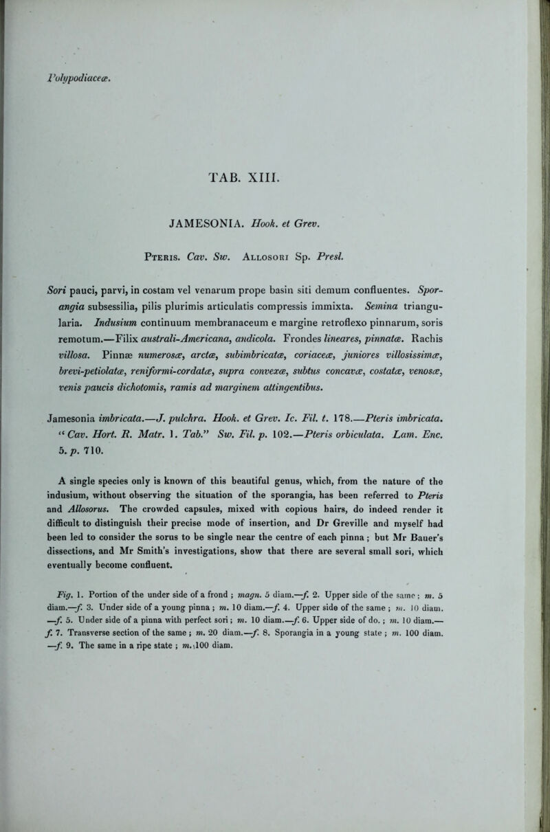 TAB. XIII. JAMESONIA. Hook, et Grev. Pteris. Cav. Sw. Allosori Sp. Presl. Sori pauci, parvi, in costam vel venarum prope basin siti demum confluentes. Spor- angia subsessilia, pilis plurimis articulatis compressis immixta. Semina triangu- iaria. Indmium continuum membranaceum e margine retroflexo pinnarum, soris remotum.—Filix australi-Americana, andicola. Fi-ondes lineares^ pinnatce. Rachis villosa. Pinnae numeros^e, arctoe^ suhimbricatoe^ coriacece^ juniores villosissimce, hrevi-petiolatcE, reniformi-cordatce, supra convexce, subtus concaves, costatce, vervosae, venis paucis dichotomis, ramis ad marginem atlingentibus. Jamesonia imbricata.—J. pulchra. Hook, et Grev. Ic. Fil. t. 178 Pteris imbricata. Cav. Hort. R. Matr. 1. Tab.” Sw. Fil. p. 102.—Pteris orbiculata. Lam. Enc. 5.JO. 710. A single species only is known of this beautiful genus, which, from the nature of the indusium, without observing the situation of the sporangia, has been referred to Pteris and Alhsorus. The crowded capsules, mixed with copious hairs, do indeed render it difficult to distinguish their precise mode of insertion, and Dr Greville and myself had been led to consider the sorus to be single near the centre of each pinna; but Mr Bauer’s dissections, and Mr Smith’s investigations, show that there are several small sori, which eventually become confluent. Fig. 1. Portion of the under side of a frond ; magn. 5 diara.—^ 2. Upper side of the same ; m. 5 diam.—J: 3. Under side of a young pinna ; m. 10 diam.—4. Upper side of the same ; ?n. 10 diam, —f. 5. Under side of a pinna with perfect sori; m. 10 diam -/• 6- Upper side of do.; m. 10 diam.— f. 1. Transverse section of the same ; m. 20 diam.—;/’. 8. Sporangia in a young state ; m. 100 diam.