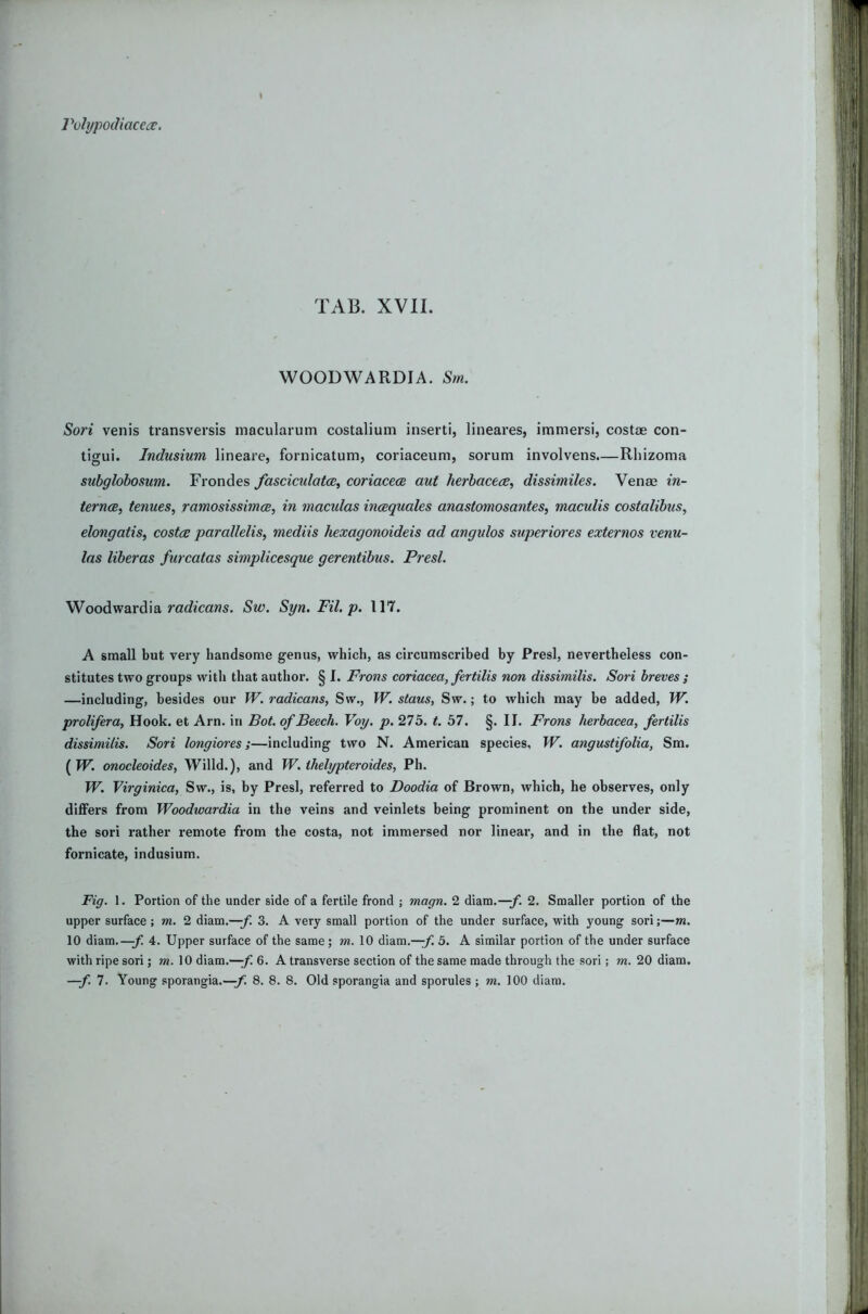 VvlypoiUacea. TAB. XVII. WOODWARDIA. Srn. Sori venis transversis macularum costalium insert!, lineares, immersi, costae con- tigui. Indusium lineare, fornicatum, coriaceum, sorum involvens.—Rhizoma subglobosum. Frondes fasciculatcB, coriacece aut herbacece, dissimiles. Venae in- ternee, tenues, ramosissimee, in maculas mcequales anastomosantes, maculis costalibus, elongatis, costce parallelis, mediis hexagonoideis ad angulos superiores externos venu- las liberas furcatas simplicesque gerentibus. Presl. Woodwardia ra<i^caws. Sw. Syn. Fit. p. 117. A small but very handsome genus, which, as circumscribed by Presl, nevertheless con- stitutes two groups with that author. § I. Frons coriacea, fertilis non dissimilis. Sori breves ; —including, besides our W. radicans, Sw., W. staus, Sw.; to which may be added, W. prolifera, Hook, et Arn. in Bot. of Beech. Voy. p. 275. t. 57. §. II. Frons herbacea, fertilis dissimilis. Sori longiores;—including two N. American species, W. angustifolia, Sm. (IF. onocleoides, Willd.), and W. thelypteroides, Ph. IF. Virginica, Sw., is, by Presl, referred to Doodia of Brown, which, he observes, only differs from Woodwardia in the veins and veinlets being prominent on the under side, the sori rather remote from the costa, not immersed nor linear, and in the flat, not fornicate, indusium. Fig. 1. Portion of the under side of a fertile frond ; magn. 2 diam.—2. Smaller portion of the upper surface ; m. 2 diam.—3. A very small portion of the under surface, with young sori;—m. 10 diam.—f. 4. Upper surface of the same; m.. 10 diam.—5. A similar portion of the under surface with ripe sori; m. 10 diam.—f. 6. A transverse section of the same made through the sori; m. 20 diam.