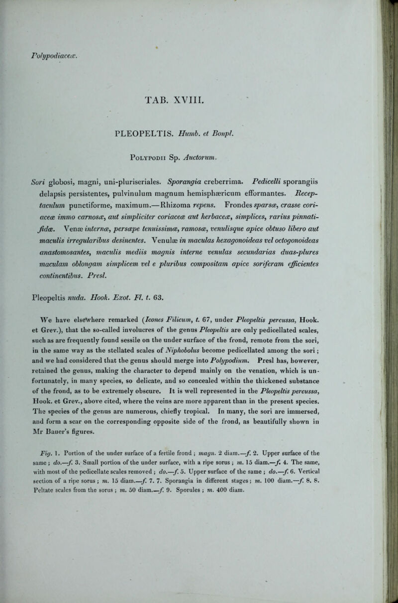 rohjpodiacecc. TAB. XVIII. PLEOPELTIS. Humb. et Bonpl. PoLYPODii Sp. Auctonmi. Sori globosi, magni, uni-pluriseriales. Sporangia creberrima. Pedicelli sporangiis delapsis persistentes, pulvinulum magnum hemisphaericum efformantes. Recep- tacidum punctiforme, maximum.—Rhizoma re/?e«s. Frondes cras«e con- ace(z immo carnosce^ aut simpliciter coriacece aut herbacece, simplices, rarius pinnati- fid(B. Venae interncBy perscepe lenuissinue, ramoscB, venulisque apice obtuso libero aut maculis irregularibus desinentes. Venulae in maculas hexagonoideas vel octogonoideas anastomosantes, macidis mediis magnis interne venulas secundarias duas-plures maculam oblongam simplicem vel e pluribus compositam apice soriferam efficientes continentibus. Presl. Pleopeltis mida. Hook. Exot. FI. t. 63. We have elsewhere remarked {^Icones Filicum, t. 67, under Pleopeltis percussa, Hook, et Grev.), that the so-called involucres of the genus Pleopeltis are only pedicellated scales, such as are frequently found sessile on the under surface of the frond, remote from the sori, in the same way as the stellated scales of Niphobolus become pedicellated among the sori; and we had considered that the genus should merge into Polypodium. Presl has, however, retained the genus, making the character to depend mainly on the venation, which is un - fortunately, in many species, so delicate, and so concealed within the thickened substance of the frond, as to be extremely obscure. It is well represented in the Pleopeltis percussa, Hook, et Grev., above cited, where the veins are more apparent than in the present species. Tlie species of the genus are numerous, chiefly tropical. In many, the sori are immersed, and form a scar on the corresponding opposite side of the frond, as beautifully shown in Mr Bauer’s figures. Fig. 1. Portion of the under surface of a fertile frond ; magn. 2 diara.—2. Upper surface of the same ; do.—f. 3. Small portion of the under surface, with a ripe sorus ; 7«. 15 diam.—^ 4. The same, with most of the pedicellate scales removed ; do.—f. 5. Upper surface of the same ; do.—f. 6. Vertical section of a ripe sorus ; m. 15 diam f. 7. 7. Sporangia in different stages; rn. 100 diam.—8. 8.