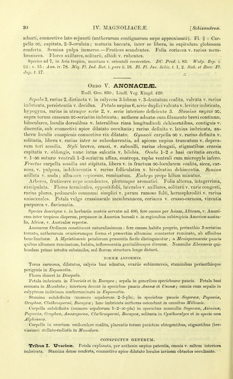 adnati, connectivo lato scjuncti (antlierarum contiguai-uni ssepe approximati). Fl. $ : Car- pella QO, capitata, 2-3-ovulata; maturia baccata, inter se libera, in capitulum globosum conferta. Semiua pulpa immersa.—Frutices scandentes. Folia coriacea v. rarius mem- branacea. Flores a.xillares, solitarii, albidi v. rubentes. Species ad 7, in Asia tropica, niontaiia v. orieutali crescentes. BC. Prod. i. 83. Walp. Rep. i. 92: v. 15 : Ann. iv. 78. il/ig. Fl. Ind. Bat. i.pars ii. 18. £1. FL Jav. Schiz. t. 1, 2. Sieh. et Zucc. FI. Jap. t. 17. Oedo V. ANONACE-ffi. Endl. Gen. 830; Lindl. Veg. Kingd. 420. Sepala 3, rarius 2, distincta v. in calycem 3-lobum v. 3-dentatum coallta, valvata v. rai'ius inibricata, persistentia v. decidua. Petala Sfcpius 6, scrie duplici valvata v. leviter imbricata, bypog3'na, rarius in utraque serie 2, v. serie interiore deficicnte 3. Stamina ssepius co, supra torum crassum oo-seriatim imbricata; antherae adnatte cum filamento brevi contiuua), biloculares, loculis dorsalibus v. laterabbus rlma longitudinidi deliiscentibua, contiguis v. discretis, sub connectivi apice dilatato occultatis; rarius definita v. laxius imbricata, an- theraj loculis couspicuis connectivo vix dilatato. Gyncecii carpella oo v. rarius definita v. solitaria, libera v. rarius inter se subcohserentia, ad apicem sajpius truncatum v. dejires- sum tori sessilia. Sft/li breves, crassi, v. subnulb, rarius elongati, stigmatibus crassis capitatis v. oblougis, iiunc intus sulcatis v. bilobis. Ovida 1-2 e basi cavitatis erecta, V. l-oo suturae ventrali 1-2-seriatim affixa, anatropa, rapbe ventrali cum microj)yle iufero. Fructu.s carpella sessilia aut stipitata, libera v. in fructum oo-locidarem coalita, sicca, car- nosa, V. pulposa, indeliiscentia v. rarius folliculatim v. bivalvatim clebiscentia. Semina arillata v. nuda ; albunien co])iosum, rumiuatum. Emhryo prope hilum minutus. Arbores, fruticesve ssepe scandentes, plerumque aromatici. Foiia alterna, integerrima, exslipulata. Flores terminales, oppositifolii, laterales v. axillares, solitarii v. varie congesti, rarius plures, pedunculo communi simplici v. parum ramoso fulti, hermaphroditi v. rarius unisexuales. Petala vulgo crassiuscule membrauacea, coriacea v. crasso-carnosa, virentia purpurea v. flavicantia. Speeies descriptse v. in berbariis nostris servatse ad 400, fere omnes per Asiam, Africam, v. Ameri- cam iiiter tropicos disperste, perpaucee in America boreali v. in regionibus subtropicis Americoe austra- Us, AfricEe, v. Austmliae repertse. AnonaceEB Ordinem constituunt naturalissimimi : fere omnes babitu proprio, perianthio 3-seriatim ternato, antberarum ovariorumque forma et prsesertim albtimine constanter ruminato, ab affinibus bene bmitatae. h. Myristicaceis petalorum prsesentia facile distinguuntur ; a, Menispei-maceis paucis quibus albimien ruminatmn, babitu, mflorcscentia gcuitabbusque cliversse. Nonnullse Ehenaceis qxu- busdam primo intuitu subsimiles, sed florum structura longe distant. FOEJI^ ABKOEMES. Torus carnosus, dilatatus, calycis basi adnatus, ovariis subimmersis, staminibus periantliioque perigynis in Euponiatia. Flores dimeri in Disepalo. Petala imbricata in Uvarieis et in Bocat/ea ; sepala in generibus speciebusve paucis. Petala basi connata in Ilexaloho ; interiora desunt in speciebus paucia Anonce et UnoncB; omnia cimi sepalis in calyptrp.m indivisam confernmiinata in Eupomatia. Stamina subdefinita (numero sepalorum 2-5-pla), in speciebus paucis Sagercece, Popoioice, OropihecE, Clathrospermi, BoeagecB; laxe imbricata antheras ostendunt in omnibus Miliuseis. Carpella subdefinita (numero sepalorum 1-2-co-pla) in specicbus nonnullis SagercBce, Asimince, PopoivicE, OrophecB, AnaxagorecB, Clathrospermi, BoeagecB, sohtaria iu Cyathocalyce et m specie luia AlphonsecB. Carpella iu ovarium imiloculare coahta, placentis totum parietcm obtegentibus, stigmatibus (bre- vissuue) stoUato-radiatis in Monodora. CONSPECTXJS GENEECM. Tribus I. Uvariese. Petala explanata, per anthesin ssepius patentia, omnia v. saltem interiora imbricata. Stamina dense conferta, coimectivo apice dilatato loculos invicem obtectoa occultante.