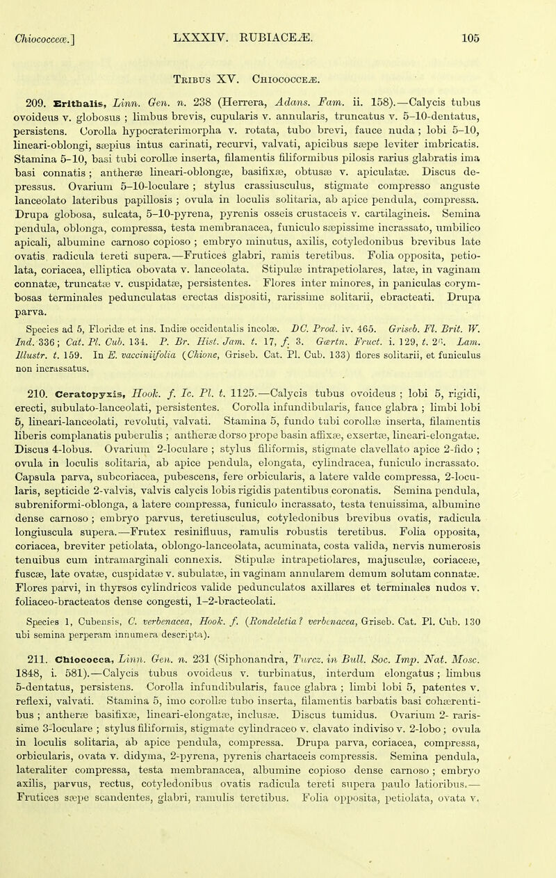 TrIBUS XV. CHIOCOCCEiE. 209. Erltbalis, Linn. Gen. n. 238 (Herrera, Adans. Fam. ii. 158).—Calycis tubus ovoideiis v. globosus ; limbus brevis, cupiilaris v. annularis, truncatus v. 5-10-dentatus, persistons. Corolla hypocraterimorpha v. rotata, tubo brevi, fauce nuda ; lobi 5-10, lineari-oblongi, sseijius intus carinati, recurvi, valvati, apicibus ssepe leviter imbricatis. Stamina 5-10, basi tubi corollse inserta, filamentis filiformibus pilosis rarius glabratis ima basi connatis ; antherse lineari-oblongJB, basifixse, obtusee v. apiculatse. Discus de- pressus. Ovarium 5-10-loculare ; stylus crassiusculus, stigmate compresso anguste lanceolato lateribus papillosis ; ovula in loculis solitaria, ab apice pendula, compressa. Drupa globosa, sulcata, 5-10-pyrena, pyrenis osseis crustaceis v. cartilagineis. Semina pendula, oblonga, compressa, testa membranacea, funiculo sa^pissime incrassato, iimbilico apicali, albumine carnoso copioso ; embryo minutus, axilis, cotyledonibus brevibus late ovatis radicula tereti supera.—Frutices glabri, ramis teretibus. Folia opposita, petio- lata, coriacea, elliptica obovata v. lanceolata. Stipulse intrapetiolares, latje, in vaginam connatte, truncatas v. cuspidatse, persistentes. Flores inter minores, in paniculas corym- bosas terminales pedunculatas erectas dispositi, rarissime solitarii, ebracteati. Drupa parva. Species ad 5, Floridee et ins. Iiidise occideiitalis incolse. BC. Prod. iv. 465. Griscb. Fl. Brit. W. /nd. 336; Cat. Pl. Cub. \M. P. Br. Hist. Jam. t. 17,/. 3. Gairtn. Fruct. i. 129, i!. 2'!. Lavi. lllustr. t. 159. In E. vacciniifoUa (^Chione, Griseb. C;it. Pl. Cub. 133) flores solitarii, et funiculus non incrassatus. 210. Ceratopyxis, LLooh. f. Lc. Pl. t. 1125.—Calycis tubus ovoideus ; lobi 5, rigidi, erecti, subulato-Ianceolati, persistentes. Corolla infundibularis, fauce glabra ; limbi lobi 5, lineari-lanceolati, revoluti, valvati. Stamina 5, fundo tubi corollaj inserta, filamentis liberis complanatis puberulis ; antherae dorso prope basin afExse, exsertaj, lineari-elongatte. Discus 4-lobus. Ovarium 2-IocuIare ; stylus filiformis, stigmate clavellato apice 2-fido ; ovula in loculis solitaria, ab apice pendula, elongata, cylindracea, funiculo incrassato. Capsula parva, subcoriacea, pubescens, fere orbicularis, a latere valde compressa, 2-Iocu- laris, septicide 2-valvis, valvis calycis lobis rigidis patentibus coronatis. Semina pendula, subreniformi-oblonga, a latere compressa, funiculo incrassato, testa tenuissima, albumine dense carnoso ; embryo parvus, teretiusculus, cotyledonibus brevibus ovatis, radicula longiuscula supera.—Frutex resinifluus, ramulis robustis teretibus. FoHa ojjposita, coriacea, breviter petiolata, oblongo-Ianceolata, acuminata, costa valida, nervis numerosis tenuibus cum intramarginali connexis. Stipulse intrapetiolares, majuscuke, coriacete, fuscse, late ovatfe, cuspidatte v. subulatae, in vaginani annularem demum solutam connata;. Flores parvi, in thyrsos cylindricos valide pedunculatos axillares et termiiiales nudos v. foliaceo-bracteatos dense congesti, 1-2-bracteoIati. Species 1, Cubensis, C. verbenacea, Hook. f. {Eondelctial fericwacca, Griseb. Cat. Pl. Cub. 130 ubi semina perperam innumera descripta). 211. Chiococca, Linn. Goi. n. 231 (Siphonandra, Tnrcz. in Bull. Soc. Lmp. Nat. Mosc. 1848, i. 581).—Calycis tul^us ovoideus v. turbinatus, interdum elongatus; limbus 5-dentatus, persistens. CoroIIa infundibularis, fauce glabra ; limbi lobi 5, patentes v. reflexi, valvati. Stamina 5, imo corollae tubo inserta, filamentis barbatis basi cohserenti- bus ; antherse basifixse, lineari-elongatse, inclusse. Discus tumidus. Ovarium 2- raris- sime 3-IocuIare ; stylus filiformis, stigmate cylindraceo v. clavato indiviso v. 2-lobo ; ovula in loculis solitaria, ab apice pendula, compressa. Drupa parva, coriacea, compressa, orbicularis, ovata v. didyma, 2-pyrena, pyrenis chartaceis compressis. Semina pendula, lateraliter compressa, testa membranacea, albumine copioso dense carnoso; embryo axilis, parvus, rectus, cotyledonibus ovatis radicula tereti sujriera iiaulo latioribus.— Frutices ssepe scandentes, giabri, ramiTlis teretibus. Folia opposita, petiolata, ovata v.