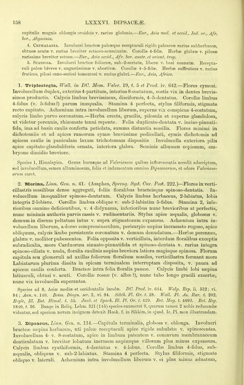 capitulis magnis ohlongis ovoidcis v. rarius globosis.—Eur,, Asia mcd. et occid., Ind. or., Afr. bor., Abyssinia. 4. CEPHA.LARIA. Involucri bractea paleseque receptaculi rigide paleaceae rarius subherbacese, obtusae acutae v. rarius breviter setaceo-acuminatse. Corolla; 4-fidfe. Herbae glabrse v. pilosae rarissime breviter setosaj.—Eur., Asia occid., Afr. bor. ausir. ct orient. trop. 5. ScABiosA. Involucri bracteae foliaceae, sub-2-seriat8e, liberae v. basi connatae. Recepta- culi paleae breves v. angustissimae v. abortivae. Corollee 4-5-fid8e. Herbse suifrutices v. rarius frutices, pilosi cano-sericei tomentosi v. rarius glabri.—Eur., Asia, Africa. 1. Triplostegla, Wall. in DC. Mem. Valer. 19, t. 5 et Prod. iv. 642.—Flores cymosi. Involucelhim duplex, exterius 4-partitum, interius 8-costatum, costis vix in dentes brevis- simos productis. Calycis limbus brevissimus, disciformis, 4-5-dentatus. Corollas linibus 4-fidus (v. 5-fidus?) parum inrequalis. Stamina 4 perfecta, stylus filiformis, stigmate recto capitato. Achfenium intra involucellum liberum, superne vix conspicue 4-costatum, calycis limbo parvo coronatum.—Herba erecta, gracilis, pilosula et supeme glandulosa, ut videtur perennis, rhizomate tenui repente. Folia duplicato-dentata v. inciso-pinnati- fida, ima ad basin caulis conferta petiolata, siimma distantia sessilia. Flores minimi in dichotomiis et ad apices ramorum cymse brevissime pedicellati, cymis dichotomis ad apicem caulis in paniculam laxam trichotomam dispositis Involucella exteriora piHs apice capitato-glanduliferis omata, interiora glabra. Seminis albumen copiosum, em- bryone dimidio breviore. Species 1, Himalayica. Genus hucusque ad Valeriancas quibus inflorescentia accedit adscriptum, sed involucellum, semen albuminosum, folia et indumentum omnino Bipsacearum, et odore Valeriane- arum caret. 2. IWorina, iwm. Gen. n. 41. (Asaphes, Spreng. Syst. Cnr. Post. 222.)—Flores in verti- ciLlastris sessilibus dense aggregati, foliis floraUbus bracteisque spinoso-dentatis. Jn- volucellum inffiqualiter spinoso-dentatum. Calycis limbus herbaceus, 2-labiatus, lobis integris 2-lobisve. Corollas limbus oblique v. sub-2-labiatim 5-fidus. Stamina 2, infe- rioribus omnino deficientibus, v. 4 didynama, inferioribus nunc brevioribus at perfectis, nunc minimis antheris parvis cassis v. rudimentariis. Stylus apice aequaUs, globosus v. demum in discum peltatum intus v. supra stigmatosum expansus. Achsenium intra in- volucellum liberum, a dorso compressiuscuhim, pericarpio stepius incrassato rugoso, apice obHquum, calycis limbo persistente coronatum v. demum denudatum.—Herbas perennes, glabrjB V. moUiter pubescentes. Folia opposita v. verticiUata, interdum floraUbus exceptis subradicaUa, more Carduomm sinuato-pinnatifida et spinoso-dentata v. rarius integra spinoso-cUiata v. nuda, floraUa cauUnis sfepius breviora latiora magisque spinosa. Florum capitula seu glomeruU ad axiUas foUorum floraUum sessUes, verticillastra formant more Labiatarum plurima dissita in spicam terminalem inteiTuptam disposita, v. pauca ad apicem caulis conferta. Bracteaj intra foUa floralia paucte. Calycis Umbi lobi saepius latiuscuU, obtusi v. acuti. CoroUse rosefe (v. albse ?), nunc tubo longo graciU exsertse, nunc vix involuceUa superantes. Species ad 8, Asiae mediae et occidentalis incolae. BC. Prod. iv. 644. Walp. Rep. ii. 532; vi. 84 ; Ann. v. 140. Boiss. Biagn. ser. 2, vi. 94. Sibth. Fl. Gr. t. 28. Wall. Pl. As. Rar. t. 202. Eoyle, lU. Bot. Himal. t. 65. Jaub. et Spach. III. Pl. Or. t. 429. Bot. Mag. t. 4092. Bot. Reg. 1840, t. 36. Bunge in Eeliq. Lelim. 321 (146) species enumerat 9, quarum tamen 2 nobis reducendffi videntur, sed speeiem novam insignem detexit Hook. f. in Sikkira, in ejusd. Ic. Pl. mox illustrandam. 3. Bipsacus, Linn. Gen. n. 114.—Capitula terminaUa, globosa v. oblonga. Involucri bracteae ssepius herbacese, uti palese receptacuU aj)ice rigide subulatse v. spinescentes. InvoluceUum 4- v. 8-costatum, apice in Umbum patentem v. concavum membranaceum denticulatum v. breviter lobatum inermem saspiusque viUosum plus minus expansum. Calycis Umbus cyathiformis, 4-dentatus v. 4-lobus. CoroUse Umbus 4-fidus, sub- asquaUs, obliquus v. sub-2-la,biatus. Stamina 4 perfecta. Stykis fiUformis, stigmate
