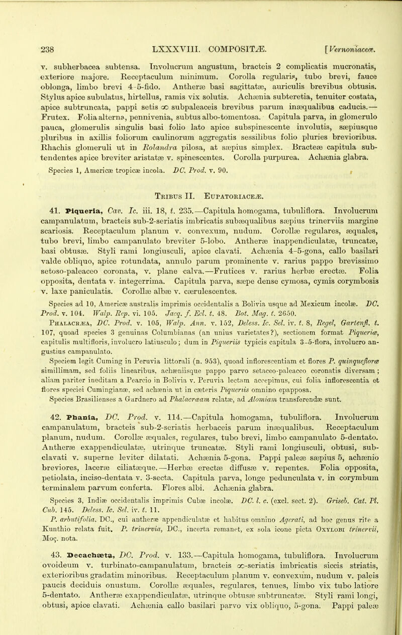 V. subherbacea subtensa. Tnvolucrum angustum, bracteis 2 complicatis mucronatis, cxteriore majore. Receptaculum minimum. Corolla regulari?, tubo brevi, fauce oblonga, limbo brevi 4-5-fido. Antheroa basi sagittatye, auriculis brevibus obtusis. Stylus apice subulatus, hirtellus, ramis vix solutis. Achfenia subteretia, tenuiter costata, apice subtruncata, pappi setis cao subpaleaceis brevibus parum inajqualibus caducis.— Frutex. Foliaalterno, pennivenia, subtus albo-tomentosa. Capitula parva, in glomerulo pauca, glomerulis singulis basi foUo lato apice subspinescente involutis, ssepiusque pluribus in axiUis foliorum cauUnorum aggregatis sessiUbus foUo pluries brevioribus. Rhachis glomeruU ut in Eolandra pUosa, at stepius siraplex. Bractese capitula sub- tendentes apice breviter aristatse v. spinescentes. CoroUa purpurea. Achsenia glabra. Species 1, Americae tropicai incola. DC. Prod. v. 90. t TrIBUS II. EUPATORIACE^. 41. Piqueria, Cav. Ic. iii. 18, t. 235.—Capitula homogama, tubuUflora. InvoUicrum campanulatum, bracteis sub-2-seriatis imbricatis subtequaUbus Siiepius trinerviis margine scariosis. Receptaculum planum v. convexum, nudum. CoroUfe regulares, fequales, tubo brevi, Umbo campanulato breviter 5-lobo. Antherse inappendiculatse, truncatfe, basi obtusse. StyU rami longiuscuU, apice clavati. Achsenia 4-5-gona, caUo basilari valde obUquo, apice rotundata, annulo parum prominente v. rarius pappo brevissimo setoso-paleaceo coronata, v. plane calva.—Frutices v. rarius herbte erectre. Folia opposita, dentata v. integerrima. Capitula parva, srepe dense cymosa, cymis corymbosis V. laxe paniculatis. CoroUse albae v. cijerulescentes. Species ad 10, Americse austraUs imprimis oceidentaUs a Bolivia usque ad Mexicum incolae. DC. Prod. V. 104. JValp. Rep. vi. 105. Jacq. f. Ecl. t. 48. Bot. Mag. t. 2650. PHALACRiEA, DC. Pvod. V. 105, Wa/p. Ann. v. 152, Deless. Ic. Sel. iv. t. 8, Regel, Gartenfl.. t. 107, quoad species 3 genuinas Columbianas (an unius varietates ?), sectionem format Piqueria, capitulis multifloris, involucro latiusculo; dum in Piqiieriis typicis capitula 3-5-flora, involucro an- gustius campanulato. Speciem legit Cuming in Peruvia Uttorali (n. 953), quoad inflorescentiam et flores P. quinqueflorrs simillimam, sed foUis Unearibus, acliaeniisquo pappo parvo setaceo-paleaceo coronatis diversam ; aliam pariter ineditam a Pearcio in Bolivia v. Peruvia lectam accepimus, cui folia inflorescentia et flores speciei Cumingianse, sed achfenia ut in caeteris Piqiicriis omnino epapposa. Species BrasiUenses a G-ardnoro ad Pkalacrtsam relatse, ad Alomiam transferendse sunt. 42. Ptaania, DG. Prod. v. 114.—Capitula homogama, tubtdiflora. Involucrum campanulatum, bracteis sub-2-seriatis herbaceis parum inaequalibus. Receptaculum planum, nudum. CoroUre sequales, regulares, tubo brevi, limbo campanulato 5-deritato. Aiitheree exappendiculatse. utrinque truncatse. Styli rami longiusculi, obtusi, sub- clavati v. superne leviter dilatati. Achsenia 5-gona. Pappi paleje saepius 5, achsenio breviores, lacerte ciliatasqiie.—Herbae erectse difFusse v. repentes. Folia opposita, petiolata, inciso-dentata v. 3-secta. Capitula pai'va, longe pedunculata v. in corymbum terminalem parvum conferta. Flores albi. Achaenia glabra. Species 3, Indiae occidentalis imprimis Cubae incolse. DC. l. c. (excl. sect. 2). Griseh. Cat. Pl. Cuh. 145. DeJess. Ic. Sel. iv. t. U. P. arhiitifolia. DC, cui antherse appendiculatfe et habitus omnino Agrrati, ad lioe genus rite a Kunthio relata fuit. P. trincrvia, DC, incerta remanet, ex sola icone picta Oxylobi irincrvii, M09. nota. 43. Decactaseta, DC. Prod. v. 133.—Capitula homogama, tubuliflora. Involucrum ovoideum v. turbinato-canipanulatum, bracteis co-seriatis imbricatis siccis striatis, exterioribus gradatim minoribus. Receptaculum planum v. convexum, nudum v. paleis paucis deciduis onustum. CoroIIae fequales, regulares, tenues, limbo vix tubo latiore 5-dentato. Antherse exappendiculatre, utrinque obtusfe subtruncatre. Styli rami longi, obtusi, apice clavati. Achtenia callo basilari parvo vix obliquo, 5-gona. Pappi palete