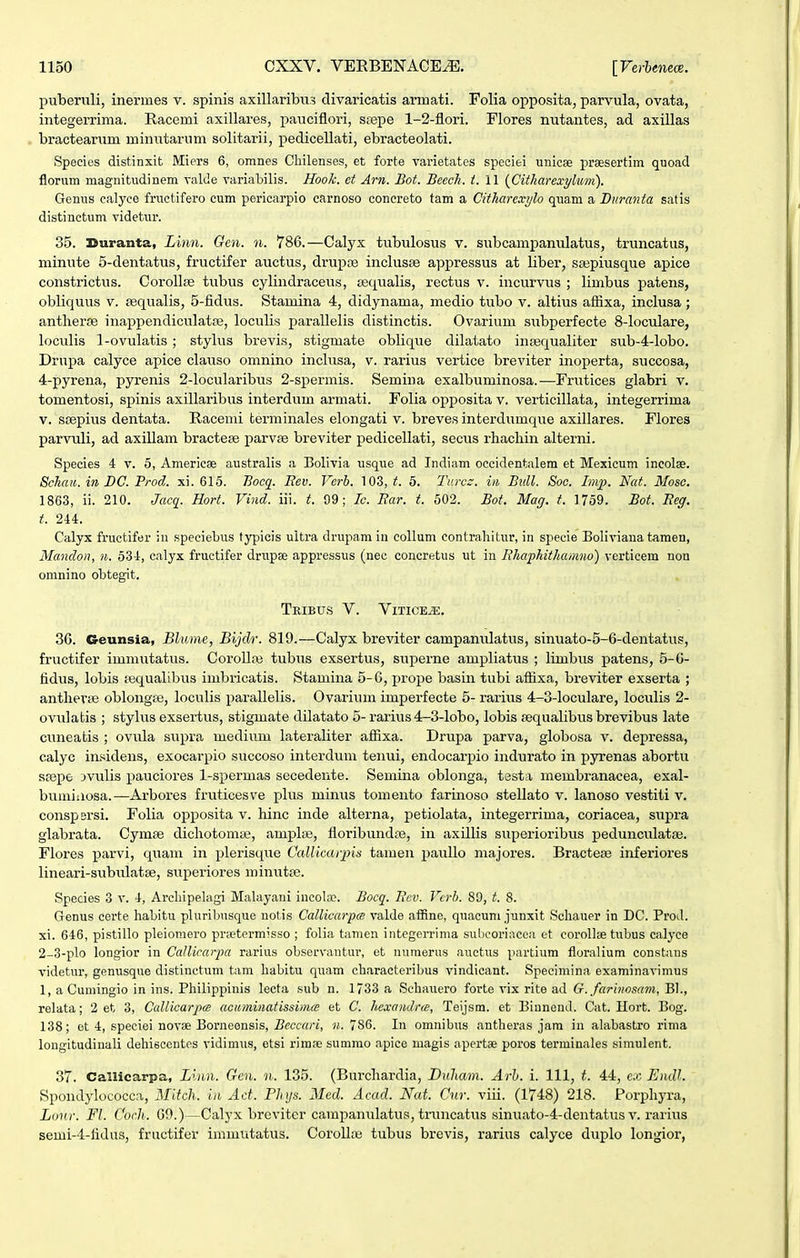 puberuli, inermes v. spinis axillaribus divaricatis armati. Folia opposita, parvula, ovata, integerrima. Racemi axillares, pauciflori, ssepe 1-2-flori. Flores nutantes, ad axillas bractearum minntarum solitarii, pedicellati, ebracteolati. Species distinxit Miers 6, omnes Chilenses, et forte varietates speciei unicse praesertim quoad florum magnitudinem valde variabilis. Hoo/c. et Arn. Bot. Beech. t. W {Citharcxylum). Geniis calyee fructifero cum pericarpio carnoso conereto tam a Citharexylo quam a Buranta satis distinctum videtur. 35. Suranta, Linn. Gen. n. 786.—Calyx tubulosus v. subcampamilatus, truncatus, minute 5-dentatus, fructifer auctus, drupje inclusse appressus at liber, srepiusque apice constrictus. CoroUse tubus cylindraceus, sequalis, rectus v. incurvus ; limbus patens, obliquus v. sequalis, 5-fidus. Stamina 4, didynama, medio tubo v. altius aflaxa, inclusa; antlieroe inappendiculatoe, loculis parallelis distinctis. Ovarium siibperfecte 8-loculare, loculis 1-ovulatis ; stylus brevis, stigmate oblique dilatato inosqualiter sub-4-lobo. Drupa calyce apice clauso omnino inclusa, v. rarius vertice breviter inoperta, succosa, 4-pyrena, pyrenis 2-locularibus 2-spermis. Semina exalbuminosa.—Frutices glabri v. tomentosi, spinis axillaiibus interdum armati. Folia opposita v. verticillata, integerrima V. soepius dentata. Racemi terminales elongati v. breves interdumque axillares. Flores parvuli, ad axillam bractese parvae breviter pedicellati, secvis rliacliin alterni. Species 4 v. 5, Americse australis a Bolivia usque ad Indiam occidentalem et Mexieum incolse. Schatt. in BC. Prod. xi. 615. Bocq. Eev. Verb. 103, 5. Turcz. iii Bull. Soc. Imp. Nat. Mosc. 1863, ii. 210. Jacg^. Hort. Vind. iii. t. 99; Ic. Bar. t. 502. Bot. Mag. t. 1759. Bot. Eeg. t. 244. Calyx fructifer in speeiebus fypicis ultra drupam iu collum contrahitur, in specle Boliviana tamen, Mandon, n. 534, calyx fructifer drupee appressus (nec concretus ut in Bhaphithamno) verticem nou omnino obtegit, TeIBUS V. VlTICEiE. 36. Geunsia, Blume, Bijdr. 819.—Calyx breviter campanulatus, sinuato-5-6-dentatus, fructifer immutatus. Corollaj tubus exsertus, superne ampliatus ; limbus patens, 5-6- fidus, lobis asqualibus imbricatis. Stamina 5-6, prope basin tubi aflixa, breviter exserta ; antbevse oblongse, loculis parallelis. Ovarium imperfecte 5- rarius 4-3-IocuIare, loculis 2- ovulatis ; stylus exsertus, stigmate dilatato 5- rarius 4-3-lobo, lobis asqualibus brevibus late cuneatis ; ovula supra medium lateraliter afiixa. Drupa parva, globosa v. depressa, calyc insidens, exocarpio succoso interdum tenui, endocarpio indurato in pyrenas abortu saepe jvulis pauciores 1-spermas secedente. Seuiina oblonga, testa membranacea, exal- bumiiiosa.—Arbores fruticesve plus minus tomento farinoso stellato v. lanoso vestiti v. conspsrsi. Folia opposita v. hinc inde alterna, petiolata, integerrima, coriacea, supra glabrata. Cymse dichotomje, amplse, floribundfe, in axillis superioribus pedunculatse. Flores parvi, quam in plerisque Callicarpis tamen paullo majores. Bractese inferiores lineari-sxibulatse, superiores minutse. Species 3 v. 4, Archipelagi Mahiyani incol;i?. Bocq. Bev. Vcrb. 89, t. 8. Genus ccrte habitu pluribnsque notis CallicarpcB valde affine, quacum junxit Scliauer in DC. Prod. xi. 646, pistillo pleiomero prietermisso ; folia tamen integerrima sul)corincca et corollse tubus calyce 2-3-plo longior in Callicarpa rarius observantur, et numerus auctus partiura floralium constans videtur, genusque distinctum tam habitu quam characteribus vindicant. Specimina examinavimus 1, a Cumingio in ins. Philippinis lecta sub n. 1733 a Schauero forte vix rite ad G. farinosam, Bl., relata; 2 et 3, Callicarp<s acuminatissimeB et C. hexandra, Teijsm. et Binnend. Cat. Hort. Bog. 138; et 4, speciei novee Borneensis, Beccari, n. 786. In omnibus antheras jara in alabastro rima longitudinali dehiseentes vidimus, etsi rirasesumrao apice magis apertse poros terminales simulent. 37. CaUicarpa, Linn. Gen. n. 135. (Burchardia, Duham. Arh. i. 111, t. 44, ex Endl. Spondylococca, Mitch. in Ad. Phys. Med. Acad. Nat. Cur. viii. (1748) 218. Porphyra, Lonr. Fl. Corh. 60.)—Calyx breviter campanulatus, truncatus sinuato-4-dentatus v. rarius semi-4-lidus, fructifer immutatus. CoroII;i3 tubus brevis, rarius calyce duplo longior,