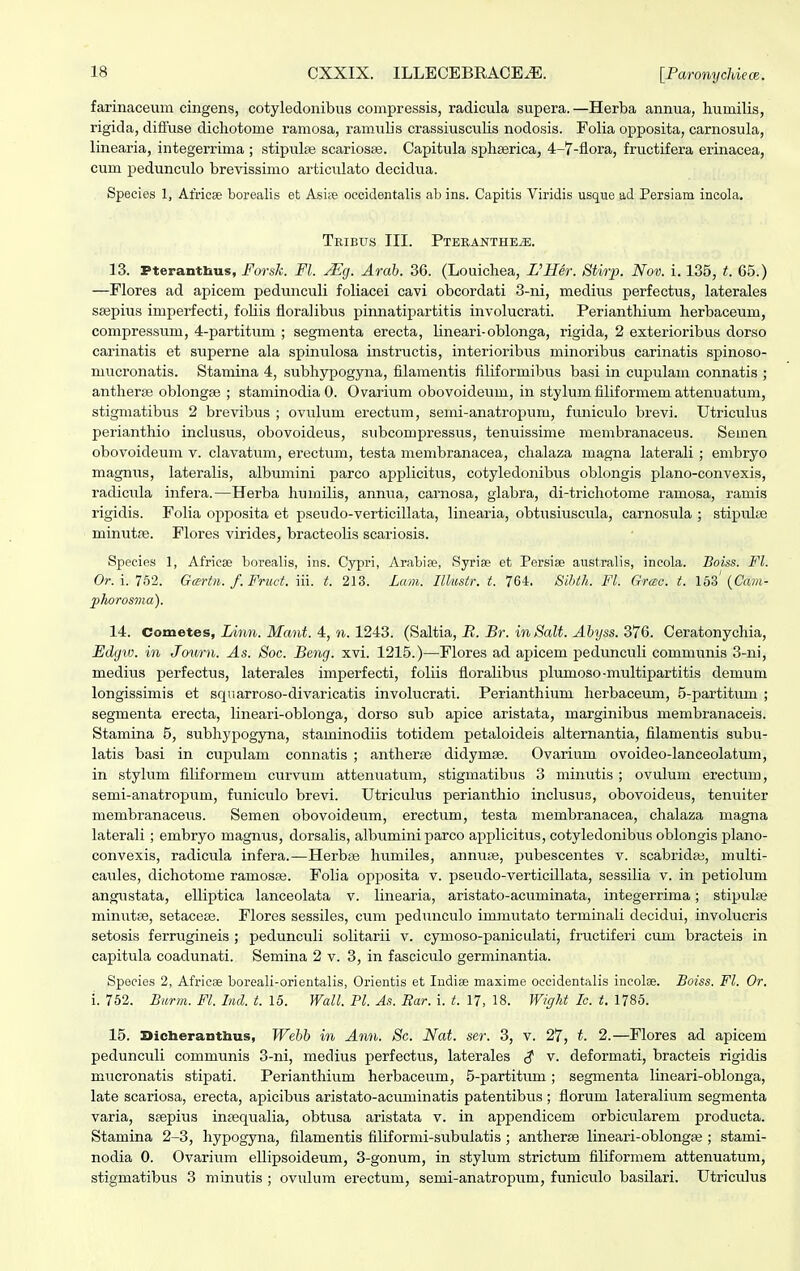 farinaceum cingens, cotyledonibus compressis, radicula supera. —Herba annua, humilis, rigida, diffuse dichotome ramosa, ramulis crassiusculis nodosis. Folia opposita, carnosula, linearia, integerrima ; stipulse scariosse. Capitula sphserica, 4-7-flora, fructifera erinacea, cum pedunculo brevissimo articixlato decidua. Species 1, Africae borealis et Asiee occidentalis ab ins. Capitis Viridis usque ad Persiam incola. Tribtjs III. PTERANTHE.E. 13. Pteranthus, Forsk. Fl. Jlcj. Arab. 36. (Louichea, VllSr. Stirp. Nov. i. 135, t. 65.) —Flores ad apicem pedunculi foliacei cavi obcordati 3-ni, medius perfectus, laterales ssepius imperfecti, fohis fioralibus pinnatipartitis involucrati. Perianthium herbaceum, compressum, 4-partitum ; segmenta erecta, lineari-oblonga, rigida, 2 exterioribus dorso carinatis et superne ala spinulosa instructis, interioribus minoribus carinatis spinoso- mucronatis. Stamina 4, subhypogyna, filamentis filiformibus basi in cupulam connatis ; antherse oblongse ; staminodiaO. Ovarium obovoideum, in stylumfiliformemattemiatum, stigmatibus 2 brevibus ; ovulum erectum, semi-anatropum, funiculo brevi. Utriculus perianthio inclusus, obovoideus, snbcompressus, tenuissime membranaceus. Semen obovoideum v. clavatum, erectum, testa membranacea, chalaza magna laterali ; embryo magnus, lateralis, albumini parco applicitus, cotyledonibus oblongis plano-convexis, radicula infera.—Herba huinilis, annua, carnosa, glabra, di-trichotome ramosa, ramis rigidis. Folia opposita et pseudo-verticillata, linearia, obtusiuscula, carnosula ; stipulse rninutse. Flores virides, bracteolis scariosis. Species 1, Africse borealis, ins. Cypri, Arabise, Syrise et Persise australis, incola. Boiss. Fl. Or. i. 752. Gartn. f.Fruct. iii. t. 213. Lam. Illustr. t. 764. Sihth. Fl. Grac. t. 153' (Cam- phorosma). 14. Cometes, Linn. Mant. 4, n. 1243. (Saltia, B. Br. in Salt. Abyss. 376. Ceratonychia, Edyiv. in Jowrn. As. Soc. Beng. xvi. 1215.)—Flores ad apicem pedunculi communis 3-ni, medius perfectus, laterales imperfecti, foliis floralibus plumoso-multipartitis clemum longissimis et squarroso-divaricatis involucrati. Perianthium herbaceum, 5-partitum ; segmenta erecta, lineari-oblonga, dorso sub apice aristata, marginibus membranaceis. Stamina 5, subhypogyna, staminodiis totidem petaloideis alternantia, filamentis subu- latis basi in cupulani connatis ; antherse didymse. Ovarium ovoideo-lanceolatum, in stylum filiformem curvum attenuatum, stigmatibus 3 minutis; ovulum erectum, semi-anatropum, funiculo brevi. Utriculus perianthio inclusus, obovoideus, tenuiter membranaceus. Semen obovoideum, erectum, testa membranacea, chalaza magna laterali; embryo magnus, dorsalis, albumini parco applicitus, cotyledonibus oblongis plano- convexis, radicula infera.—Herbse humiles, annuse, pubescentes v. scabridse, multi- caules, dichotome ramosse. Folia opposita v. pseudo-verticillata, sessilia v. in petiolum angustata, elliptica lanceolata v. linearia, aristato-acuminata, integerrima; stipulse min^itse, setacese. Flores sessiles, cum pedunculo imjnutato terminali decidui, involucris setosis ferrugineis ; peclunculi solitarii v. cymoso-paniculati, fructiferi cum bracteis in capitula coadunati. Semina 2 v. 3, in fasciculo germinantia. Species 2, Africas boreali-orientalis, Orientis et Indise maxime oceidentalis incolse. Boiss. Fl. Or. i. 752. Burm. Fl. Ind. t. 15. Wall. Pl. As. Ear. i. t. 17, 18. Wight Ic. t. 1785. 15. Dicheranthus, Webb in Ann. Sc. Nat. ser. 3, v. 27, t. 2.—Flores ad apicem pedunculi communis 3-ni, medius perfectus, laterales $ v. deformati, bracteis rigidis mucronatis stipati. Perianthium herbaceum, 5-partitum; segmenta lineari-oblonga, late scariosa, erecta, apicibus aristato-acuminatis patentibus ; fiorum lateralium segmenta varia, saspius insequalia, obtusa aristata v. in appendicem orbicularem producta. Stamina 2-3, hypogyna, filamentis filiformi-subuiatis; antherse lineari-oblongse ; stami- nodia 0. Ovarium ellipsoideum, 3-gonum, in stylum strictum filiformem attenuatum, stigmatibus 3 minutis ; ovulum erectum, semi-anatropxtm, funiculo basilari. Utriculus