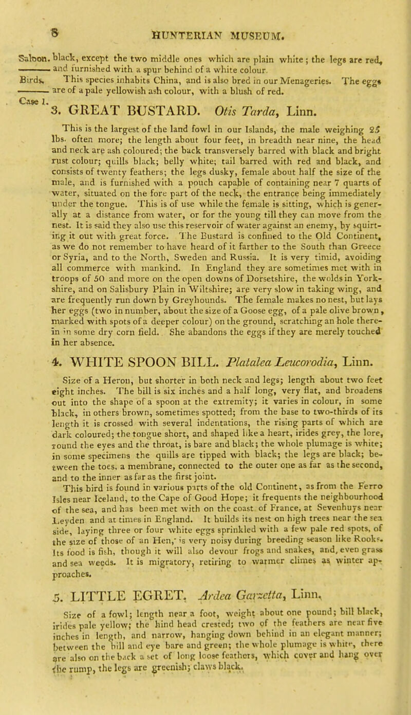 Saloon, black, except the two middle ones which are plain white ; the legs are red, —_ and iurnished with a spur behind of a white colour. Birds. This species inhabits China, and is also bred in our Menageries. The egg* ' are of a pale yellowish ash colour, with a blush of red. Case 1. 3. GREAT BUSTARD. Otis Tarda, Linn. This is the largest of the land fowl in our Islands, the male weighing 25 lbs. often more; the length about four feet, m breadth near nine, the head and neck are ash coloured; the back transversely barred with black and bright rust colour; quills black; belly wjiite; tail barred with red and black, and consists of twenty feathers; the legs dusky, female about half the size of the male, and is furnished with a pouch capable of containing near 7 quarts of ■water, situated on the fore part of the neck, the entrance being immediately under the tongue. This is of use while the female is sitting, which is gener- ally at a distance from water, or for the young till they can move from the nest. It is said they also use this reservoir of water against an enemy, by squirt- ing it out with great force. 1he Bustard is confined to the Old Continent, as we do not remember to have heard of it farther to the South than Greece or Syria, and to die North, Sweden and Russia. It is very timid, avoiding all commerce with mankind. In England they are sometimes met with in troops of 50 and more on the open downs of Doirsetshire, the w<ildsin York- shire, and on Salisbury Plain in Wiltshire; are very slow in taking wing, and are frequently run down by Greyhounds. The female makes no nest, but lays her eggs (two in number, about the size of a Goose egg, of a pale olive brown , marked with spots of a deeper colour) on the ground, scratching an hole there- in Ml some dry corn field. She abandons the eggs if they are merely touched' in her absence. 4-. WHITE SPOON BILL. Platalea Leucorodia, Linn. Size of a Heron, but shorter in both neck and legs; length about two feet eight inches. The bill is six inches and a half long, very flat, and broadens out into the shape of a spoon at the extremity; it varies in colour, in some Tihck, in others brown, sometimes spotted; from the base to two-thirds of its length it is crossed with several indentations, the rising parts of which are dark coloured; the tongue short, and shaped like a heart, irides grey, the lore, round the eyes and the throat, is bare and black; the whole plumage is white; in some specimens the quills are tipped with black; the legs are black; be- tween the toes, a membrane, connected to the outer one as far as the second, and to the inner as far as the first joint. This bird is found in various parts of the old Continent, as from the Ferro Isles near Iceland, to the Cape of Good Hope; it frequents the neighbourhood of the sea, and has been met with on the coast of France, at Sevenhuys near L,eyden and at times in England. It builds its nest on high trees near the sea side, laying three or four white eggs sprinkled witii a few pale red spots, of the size of those of an Hen,' is verynoisy during breeding season like Rook?. Its food is fish, though it will also devour frogs and snakes, and, even grass and sea weeds. It is migratory, retiring to warmer climes a^ winter ap- proaches. B. LITTLE EGRET, Ardea Garzdta, Linn, Size of a fowl; length near a foot, weight about one pound; bill black, irides pale yellow; the hind head crested; two of the feathers are near five inches in length, and narrow, hanging down behind in an elegant m.inner; between the bill and eye bare and green; the whole plumage is whitf, there ^re also on the b.ick a set of long loose feathers, which cover and hang over <|ie rump, the legs are ^ecnish; cla^YS black.