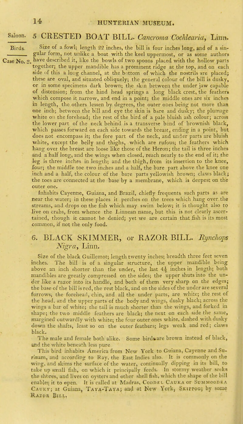 14} S'^^- 5 CRESTED BOAT BILL. Cancroma Cochlearia, Linn. Birds. '^'ze of a fowl; length 22 inches, the bill is four inches long, and of a sin- , gular form, not unlike a boat with the keel uppermost, or as some authors Case No. S. ^^^'^ described it, like the bowls of two spoons placed with the hollow parts together; the upper mandible has a prominent ridge at the top, and on each side of this a long channel, at the bottom of which the nostrils are placed; these are oval, and situated obliquely; the general colour of the bill is dusky, or in some specimens dark brown; the skui between the under jaw capable of distension; from tlie hind head springs a long black crest, the feathers ■which compose it narrow, and end in a point; the middle ones are six inches in length, the others lessen by. degrees, the outer ones being not more than one inch; between the bill and eye the skin is bare and dusky; the plumage white on the forehead; the rest of the bird of a pale bluish ash colour; across the lower part of the neck behind is a transverse band of brownish black, •which passes forward on each side towards the breast, ending in a point, but does not encompass it; the fore part of the neck, and under parts are bluish white, except the belly and thighs, which are rufous; the feathers which hang over the breast are loose like those of the Heron; the tail is three inches and a half long, and the wings when closed, reach nearly to the end of it; the leg is three inches in length; and the thigh, from its insertion to the knee, four; the middle toe two inches and a half, the bare part above the knee one inch and a half, the colour of the bare parts yellowish brown; claws black; the toes are connected at the base by a membrane, which is deepest on the outer one. Inhabits Cayenne, Guiana, and Brazil, chiefly frequents such parts as are near the water; in these places it perches on the trees which hang over, the streams, and drops on the fish which may swim below; it is thought also to live on crabs, from whence the Linnean name, but this is not clearly ascer- tained, though it cannot be denied; yet we are certain that fish is its most common, if not the only food. 6. BLACK SKIMMER, or RAZOR BILL. Bj/nc/iojis Nigra, Linn. Size of the black Guillemot; length twenty inches; breadth three feet seven inches. The bill is of a singular structure, the upper mandible being above an inch shorter than the under, the last 4^ inches in length; both mandibles are greatly compressed on the sides; the upper shuts into the un- der like a razor into its handle, and both of them very sharp on the edges; the base of tlie bill is red, the rest black, and on the sides of the under are several furrows; the forehead, chin, and all the under parts, are white; the rest ol the head, and the upper parts of the body and wi^gs, dusky black; across the wings a bar of white; the tail is much shorter than the wings, and forked in shape; the two middle feathers are black; the next on each side the same, margined outwardly with white; the four outer ones white, dashed with dusky down the shafts, least so on the outer feathers; legs weak and red; claws black. The male and female both alike. Some bird»are brown instead of black, and the white beneath less pure This bird inhabits America from New York to Guiana, Cayenne and Su- rinam, and according to Bay, the East Indies also. It is commonly on the wiiig, and skims the surface of the water, continually dipping in its bill, to take up small fish, on which it principally feeds. In stormy weatlier seeks the shljres, and lives on oysters and other shell fish, which the shape of the bill enables it to open. It is called at Madras, ConnF.i. C.\uka or Sum.moodra C/vuky; at Guiana, Tava-Tayaj and at New York, SKirroo; by some Razor BitL.