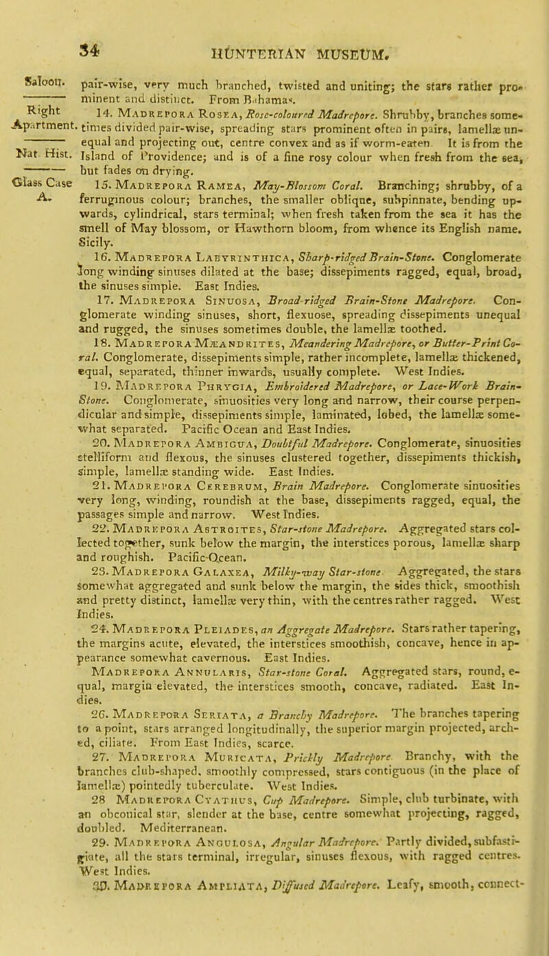 Saloon, pair-wise, vpry much branched, twisted and uniting; the stare rather pro- —\ minent and distiuct. From R.ihama. Right 14. Madrepora Rost.a, Rosc-colourrd Madrefion. ShniSby, branches some- Apartment. times divided pair-wise, spreading stars prominent often in paire, lamellae un- — equal and projecting out, centre convex and as if worm-eaten. It is from the Nat Hist. Island of I'rovidence; and is of a fine rosy colour when fresh from the sea, •' — but fades on drying. Class Case 15. Madrepora Ramea, May-Blossom Coral. Branching; shmbby, of a A. ferrugmous colour; branches, the smaller oblique, suhpinnate, bending up- wards, cylindrical, stars terminal; when fresh taken from the sea it has the smell of May blossom, or Hawthorn bloom, from whence its English name. Sicily. 16. Madrepora Labtrinthica, Sljarf-ridgedBrain-Stone. Conglomerate iong winding sinuses dilated at the base; dissepiments ragged, equal, broad, the sinuses simple. East Indies. 17. Madrepora Sinuosa, Broad-ridged Brain-Stone Madrepore. Con- glomerate winding sinuses, short, flexuose, spreading dissepiments unequal and rugged, the sinuses sometimes double, the lamellse toothed. 18. M.IDREPORA M;e A N D RIT E s, Meandering Madrepore, or Butter- Print Co- ral. Conglomerate, dissepiments simple, rather incomplete, lamellse thickened, equal, separated, thinner inwards, usually complete. West Indies. 19. Madrepora Phrygia, Embroidered Madrepore, or Lace-Worh Brain' Stone. Conglomerate, sinuosities very long and narrow, their course perpen- dicular and simple, dissepiments simple, laminated, lobed, the lamellje some- what separated. Pacific Ocean and East Indies. 20. Madrepora Ambigua, Doubtful Madrepore. Conglomerate, sinuosities EteWiforni and flexous, the sinuses clustered together, dissepiments thickish, simple, lamellx standing wide. East Indies. 21. Madrepora Cerebrum, Brain Madrepore. Conglomerate sinuosities very long, winding, roundish at the base, dissepiments ragged, equal, the passages simple and narrow. West Indies. 22. Madrepora Astroites, Star-stone Madrepore. Aggregated stars col- lected topether, sunk below the margin, the interstices porous, lamellx sharp and roughish. Pacific-Qcean. 23. Madrepora Galaxea, Milhj-ivay Star-stone Aggregated, the stars Somewhat aggregated and sunk below the margin, the sides thick, smoothisli and pretty distinct, lamcUas very thin, with the centres rather ragged. West Indies. 24. Madrepora Pleiades, a/? Aggregate Madrepore. Stars rather tapering, the margins acute, elevated, the interstices smoothisli, concave, hence in ap- pearance somewhat cavernous. East Indies. Madrepora Annularis, Star-stone Coral, Agfjregated stars, round, e- qual, margin elevated, the interstices smooth, concave, radiated. East In- dies. 2C. Madrepora Seriata, a Branchy Madrepore. The branches tapering to a point, stars arranged longitudinally, the superior margin projected, arch- ed, ciliate. From East Indies, scarce. 27. Madrepora Muricata, PricUy Madrcjiore Branchy, with the branches club-shaped, smoothly compressed, stars contiguous (in the place of lamellx) pointedly tubcrculate. West Indies. 28 Madrepora CvATiius, C«;» Mar/ri/isrj. Simple, club turbinate, with an obconical star, slender at the base, centre somewhat projecting, ragged, doubled. Mediterranean. 29. Madrepora Anculosa, Angular Madrepore. Partly divided,subfasti- jfi'ate, all the stars terminal, irregular, sinuses flexous, with ragged centres. West Indies. 30. Maorepora Ami.iA'xa, Dijfused Madrepore, Leafy, smooth, connect-