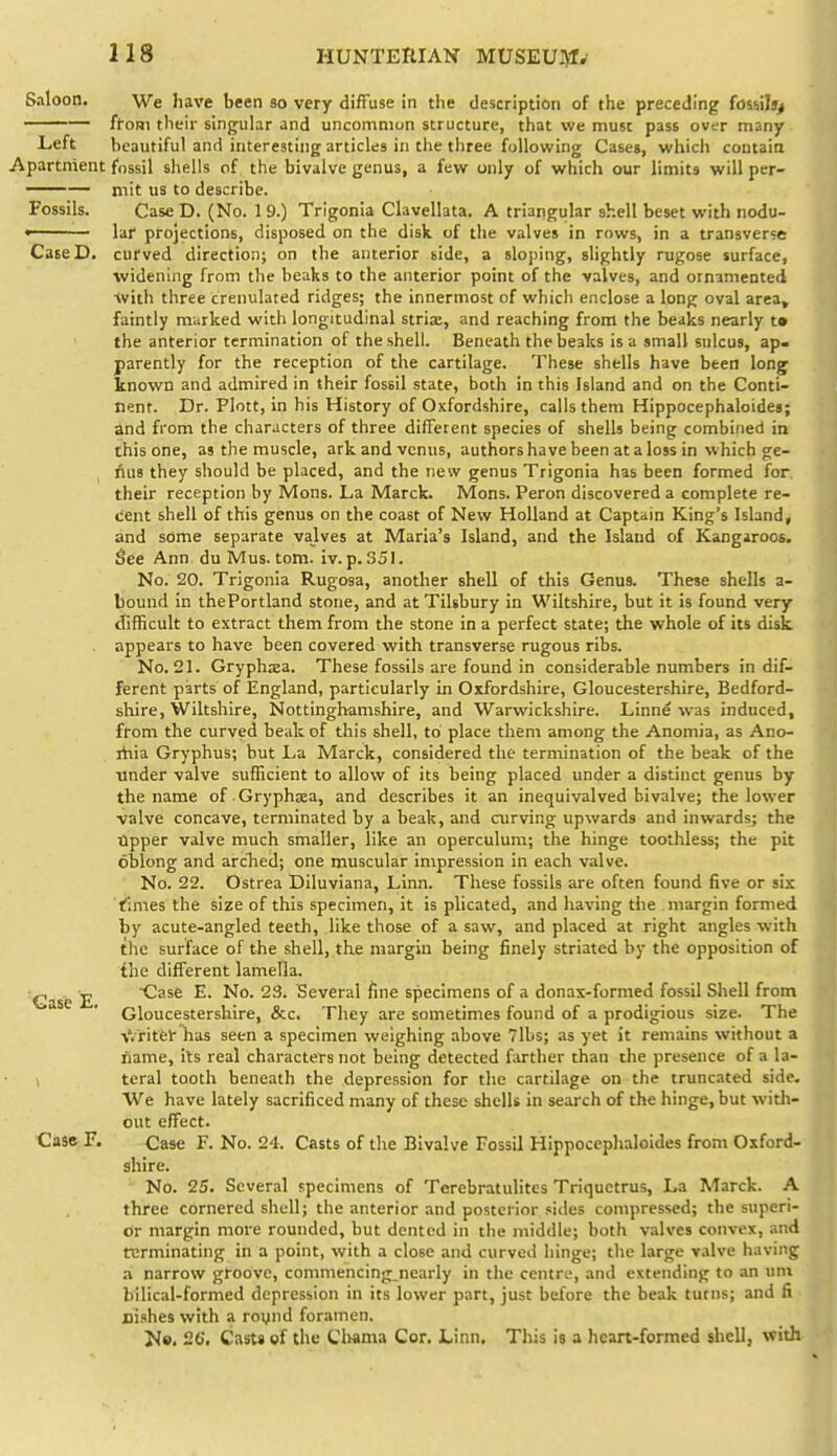Saloon. We have been so very diffuse in the description of the preceding fossijf^ ——— (torn their singular and uncommon structure, that we must pass over many Left beautiful and interesting articles in the three following Cases, which coutaia Apartment fossil shells of the bivalve genus, a few only of which our limits will per- tiiit us to describe. Fossils. Case D. (No. 1 9.) Trigonia Clavellata. A triangular shell beset with nodu- ■ lar projections, disposed on the disk of the valves in rows, in a transverse CaseD. curved direction; on the anterior tide, a sloping, slightly rugose surface, •widening from the beaks to the anterior point of the valves, and ornamented with three crenulated ridges; the innermost of which enclose a long oval area» faintly murked with longitudinal strize, and reaching from the beaks nearly t» the anterior termination of the shell. Beneath the beaks is a small sulcus, ap- parently for the reception of the cartilage. These shells have been long known and admired in their fossil state, both in this Island and on the Conti- nent. Dr. Flott, in his History of Oxfordshire, calls them Hippocephaloideg; and from the characters of three different species of shells being combined in this one, as the muscle, arkandvenus, authors have been at a loss in which ge- Aus they should be placed, and the new genus Trigonia has been formed for their reception by Mons. La Marck. Mons. Peron discovered a complete re- cent shell of this genus on the coast of Nev7 Holland at Captain King's Island, and some separate valves at Maria's Island, and the Island of Kangaroos. See Ann duMus. torn. iv. p. 351. No. 20. Trigonia Rugosa, another shell of this Genus. These shells a- bound in thePortland stone, and at Tilsbury in Wiltshire, but it is found very difficult to extract them from the stone in a perfect state; the whole of its disk, appears to have been covered with transverse rugous ribs. No. 21. Gryphaea. These fossils are found in considerable numbers indif- ferent parts of England, particularly in Oxfordshire, Gloucestershire, Bedford- shire, Wiltshire, Nottinghamshire, and Warwickshire. Linne was induced, from the curved beak of this shell, to place them among the Anomia, as Ano- rtiia Gryphus; but La Marck, considered the termination of the beak of the tinder valve sufficient to allow of its being placed under a distinct genus by the name of Gryphjea, and describes it an inequivalved bivalve; the lower valve concave, terminated by a beak, and airving upwards and inwards; the Tipper valve much smaller, like an operculum; the hinge toothless; the pit oblong and arched; one muscular impression in each valve. No. 22. Ostrea Diluviana, Linn. These fossils are often found five or six Yimes the size of this specimen, it is plicated, and having the margin formed by acute-angled teeth, like those of a saw, and placed at right angles with the surface of the shell,.the margin being finely striated by the opposition of the different lamella. Case E Case E. No. 23. Several fine specimens of a donas-formed fossil Shell from Gloucestershire, &c. They are sometimes found of a prodigious size. The V.ritfeV lias seen a specimen weighing above 7lbs; as yet it remains without a name, its real characters not being detected farther than the presence of a la- i teral tooth beneath the depression for the cartilage on the truncated side. We have lately sacrificed many of these shells in search of the hinge, but with- out effect. Case F. Case F. No. 24. Casts of the Bivalve Fossil Hippocephaloides from Oxford- shire. No. 25. Several specimens of Tcrebratulitcs Triquctrus, La Marck. A three cornered shell; the anterior and posterior sides compressed; the superi- or margin more rounded, but dented in the middle; both valves convex, .wd terminating in a point, with a close and curved hinge; tlie large v.ilve having :i narrow groove, comniencing ncarly in the centre, and extending to an uni bilical-formed depression in its lower part, just before the beak turns; and fi cishes with a roynd foramen. He, 26, Casts of the Cliama Cor. Linn. This is a heart-formed shell, with