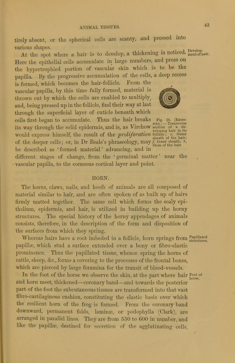 tirely absent, or the spherical cells are scanty, and pressed into various shapes. At the spot where a hair is to develop, a thickening is noticed. m®n°tofPh»ir. Here the epithelial cells accumulate in large numbers, and press on the hypertrophied portion of vascular skin which is to be the papilla. By the progressive accumulation of the cells, a deep recess is formed, which becomes the hair-follicle. From the vascular papilla, by this time fully formed, material is thrown out by which the cells are enabled to multiply; and, being pressed up in the follicle, find their way at last through the superficial layer of cuticle beneath which cells first began to accumulate. Thus the hair breaks Fig. is. (Keiss- 0 . . . her.)—Transverse its wav through the solid epidermis, and is, as Virehow section of a de- J 0 . veloping hair in its would express himself, the result of the proliferation fouicie: e, outer of the deeper cells; or, in Dr Beale’s phraseology, mayJn®fr ti^hair h’ be described as ’ formed material ’ advancing, and in different stages of change, from the ‘ germinal matter ’ near the vascular papilla, to the corneous cortical layer and point. HORN. The horns, claws, nails, and hoofs of animals are all composed of material similar to hair, and are often spoken of as built up of hairs firmly matted together. The same cell which forms the scaly epi- thelium, epidermis, and hair, is utilized in building up the horny structures. The special history of the horny appendages of animals consists, therefore, in the description of the form and disposition of the surfaces from which they spring. Whereas hairs have a root imbeded in a follicle, horn springs from Vetoes papilla?, which stud a surface extended over a bony or fibro-elastic prominence. Thus the papillated tissue, whence spring the horns of cattle, sheep, &c., forms a covering to the processes of the frontal bones, which are pierced by large foramina for the transit of blood-vessels. In the foot of the horse we observe the skin, at the part where hair foot of and liorn meet, thickened—coronary band—and towards the posterior part of the foot the subcutaneous tissues are transformed into that vast fibro-cartilaginous cushion, constituting the elastic basis over which the resilient horn of the frog is formed. From the coronary band downward, permanent folds, laminae, or podophylla (Clark), are arranged in parallel lines. They are from 660 to 600 in number, and like the papillae, destined for secretion of the agglutinating cells,