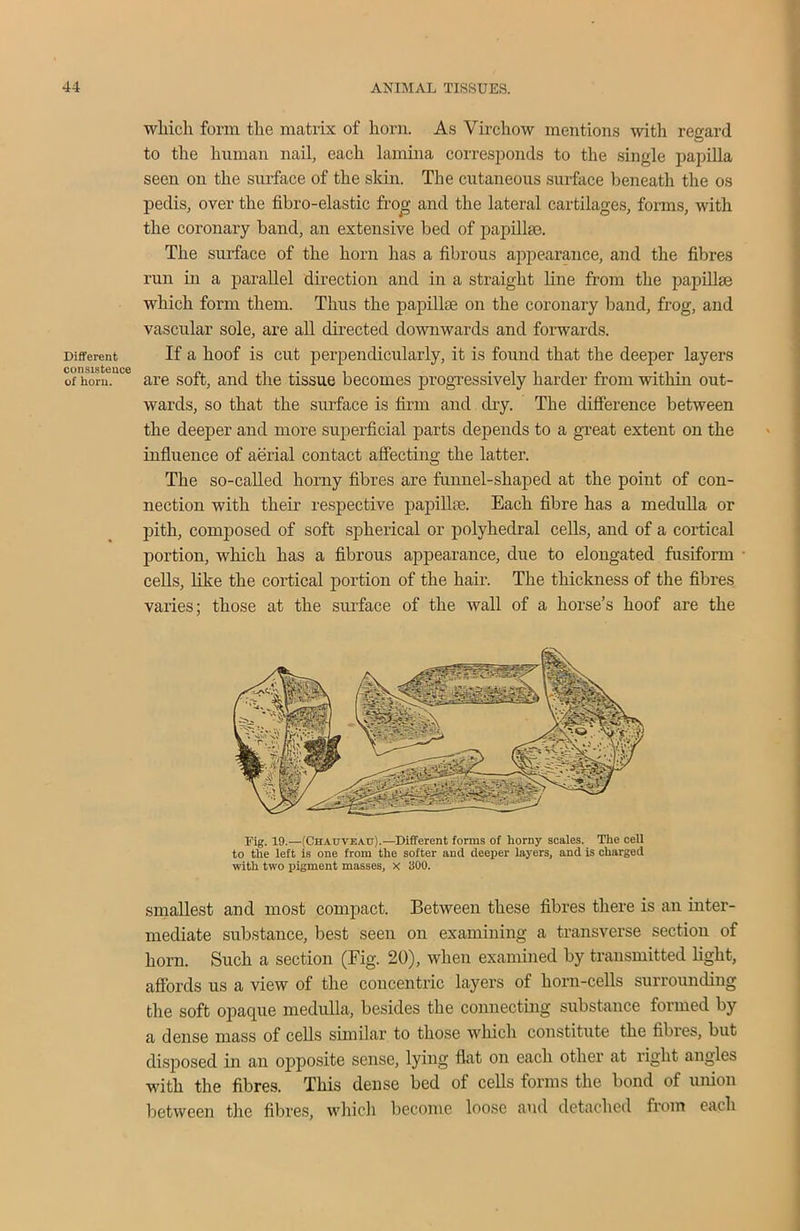 Different consistence of horn. which form tlie matrix of horn. As Virchow mentions with regard to the human nail, each lamina corresponds to the single papilla seen on the surface of the skin. The cutaneous surface beneath the os pedis, over the fibro-elastic frog and the lateral cartilages, forms, with the coronary band, an extensive bed of papillae. The surface of the horn has a fibrous appearance, and the fibres run in a parallel direction and in a straight line from the papillae which form them. Thus the papillae on the coronary band, frog, and vascular sole, are all directed downwards and forwards. If a hoof is cut perpendicularly, it is found that the deeper layers are soft, and the tissue becomes progressively harder from within out- wards, so that the surface is firm and dry. The difference between the deeper and more superficial parts depends to a great extent on the influence of aerial contact affecting the latter. The so-called horny fibres are funnel-shaped at the point of con- nection with their respective papillae. Each fibre has a medulla or pith, composed of soft spherical or polyhedral cells, and of a cortical portion, which has a fibrous appearance, due to elongated fusiform cells, like the cortical portion of the hair. The thickness of the fibres varies; those at the surface of the wall of a horse’s hoof are the Fig. 19.—(Chauveau).—Different forms of horny scales. The cell to the left is one from the softer and deeper layers, and is charged with two pigment masses, X 300. smallest and most compact. Between these fibres there is an inter- mediate substance, best seen on examining a transverse section of horn. Such a section (Fig. 20), when examined by transmitted light, affords us a view of the concentric layers of horn-cells surrounding the soft opaque medulla, besides the connecting substance formed by a dense mass of cells similar to those which constitute the fibres, but disposed in an opposite sense, lying flat on each other at right angles with the fibres. This dense bed of cells forms the bond of union between the fibres, which become loose and detached from each