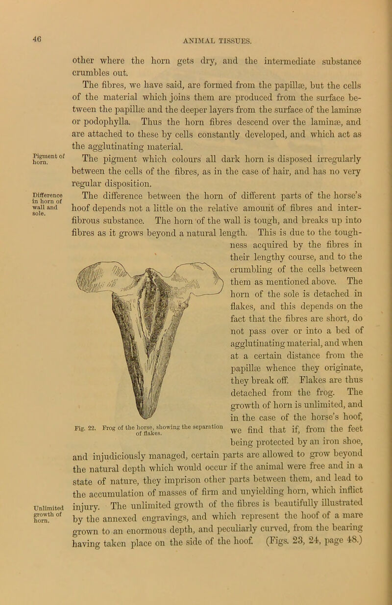 4G Pigment of horn. Difference in horn of wall and sole. Unlimited growth of horn. other where the horn gets dry, and the intermediate substance crumbles out. The fibres, we have said, are formed from the papilla}, but the cells of the material which joins them are produced from the surface be- tween the papilhe and the deeper layers from the surface of the laminm or podophylla. Thus the horn fibres descend over the laminae, and are attached to these by cells constantly developed, and which act as the agglutinating material. The pigment which colours all dark horn is disposed irregularly between the cells of the fibres, as in the case of hair, and has no very regular disposition. The difference between the horn of different parts of the horse’s hoof depends not a little on the relative amount of fibres and inter- fibrous substance. The horn of the wall is tough, and breaks up into fibres as it grows beyond a natural length. This is due to the tough- ness acquired by the fibres in then- lengthy course, and to the crumbling of the cells between them as mentioned above. The horn of the sole is detached in flakes, and this depends on the fact that the fibres are short, do not pass over or into a bed of agglutinating material, and when at a certain distance from the papilla} whence they originate, they break off. Flakes are thus detached from the frog. The growth of horn is unlimited, and in the case of the horse’s hoof, Fig. 22. Frog of the horse^sliowing the separation w(j find ^ from, the feet being protected by an iron shoe, and injudiciously managed, certain parts are allowed to grow beyond the natural depth which would occur if the animal were free and in a state of nature, they imprison other parts between them, and lead to the accumulation of masses of firm and unyielding horn, which inflict injury. The unlimited growth of the fibres is beautifully illustrated by the annexed engravings, and which represent the hoof of a mare grown to an enormous depth, and peculiarly curved, from the bearing having taken place on the side of the hoof. (Figs. 23, 24, page 48.)