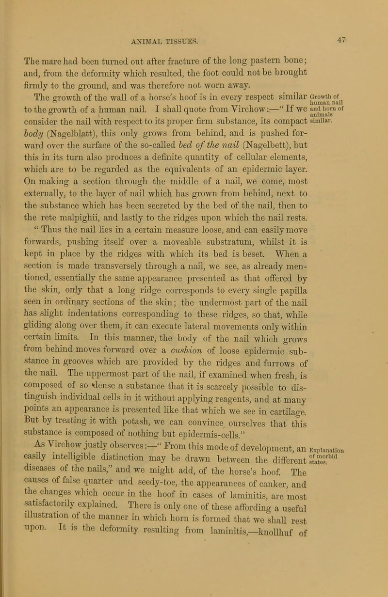 The mare had been turned out after fracture of the long pastern bone; and, from the deformity which resulted, the foot could not be brought firmly to the ground, and was therefore not worn away. The growth of the wall of a horse’s hoof is in every respect similar Growth of 0 _ human nail to the growth of a human nail. I shall quote from Virchow:—“ If we andhom of 0 A animals consider the nail with respect to its proper firm substance, its compact similar. body (Nagelblatt), this only grows from behind, and is pushed for- ward over the surface of the so-called bed of the nail (Nagelbett), but this in its turn also produces a definite quantity of cellular elements, which are to be regarded as the equivalents of an epidermic layer. On making a section through the middle of a nail, we come, most externally, to the layer of nail which has grown from behind, next to the substance which has been secreted by the bed of the nail, then to the rete malpighii, and lastly to the ridges upon which the nail rests. “ Thus the nail lies in a certain measure loose, and can easily move forwards, pushing itself over a moveable substratum, whilst it is kept in place by the ridges with which its bed is beset. When a section is made transversely through a nail, we see, as aheady men- tioned, essentially the same appearance presented as that offered by the skin, only that a long ridge corresponds to every single papilla seen in ordinary sections of the skin; the undermost part of the nail has slight indentations corresponding to these ridges, so that, while gliding along over them, it can execute lateral movements only within certain limits. In this manner, the body of tlie nail which grows from behind moves forward over a cushion of loose epidermic sub- stance in grooves which are provided by the ridges and furrows of the nail. The uppermost part of the nail, if examined when fresh, is composed of so flense a substance that it is scarcely possible to dis- tinguish individual cells in it without applying reagents, and at many points an appearance is presented like that which we see in cartilage. But by treating it with potash, we can convince ourselves that this substance is composed of nothing but epidermis-cells.” As Virchow justly observesFrom this mode of development, an Explanation easily intelligible. distinction may be drawn between the different ShE£Wd diseases of the nails,” and we might add, of the horse’s hoof. The causes of false quarter and seedy-toe, the appearances of canker, and the changes which. occur in the hoof in cases of laminitis, are most satisfactorily explained. There is only one of these affording a useful illustration of the manner in which horn is formed that we shall rest upon. It is the deformity resulting from laminitis,—knollhuf of