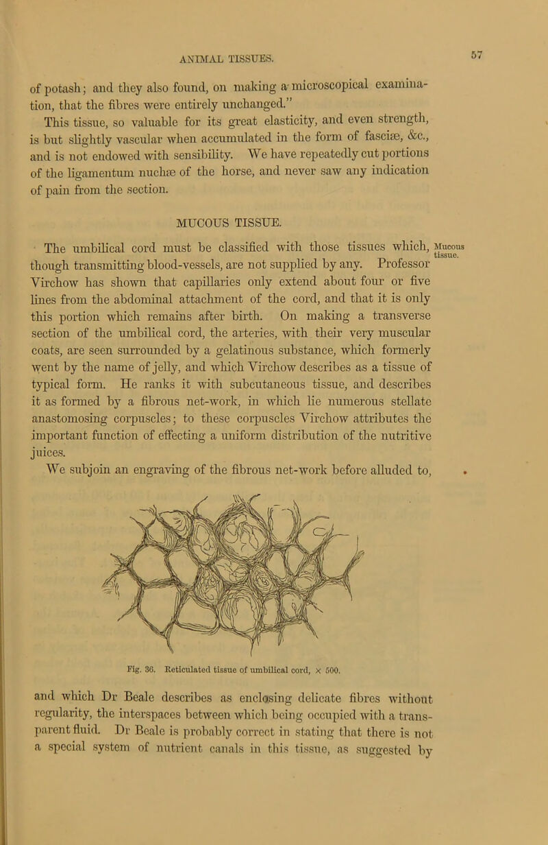 of potash; and they also found, on making a microscopical examina- tion, that the fibres were entirely unchanged.” This tissue, so valuable for its great elasticity, and even strength, is but slightly vascular when accumulated in the form of fascise, &c., and is not endowed with sensibility. We have repeatedly cut portions of the ligamentmn nuchse of the horse, and never saw any indication of pain from the section. MUCOUS TISSUE. The umbilical cord must be classified with those tissues which, Mucous tissue. though transmitting blood-vessels, are not supplied by any. Professor Virchow has shown that capillaries only extend about four or five lines from the abdominal attachment of the cord, and that it is only this portion which remains after birth. On making a transverse section of the umbilical cord, the arteries, with their very muscular coats, are seen surrounded by a gelatinous substance, which formerly went by the name of jelly, and which Virchow describes as a tissue of typical form. He ranks it with subcutaneous tissue, and describes it as formed by a fibrous net-work, in which lie numerous stellate anastomosing corpuscles; to these corpuscles Virchow attributes the important function of effecting a uniform distribution of the nutritive juices. We subjoin an engraving of the fibrous net-work before alluded to, Fig. 36. Reticulated tissue of umbilical cord, x 600. and which Dr Beale describes as enclosing delicate fibres without regularity, the interspaces between which being occupied with a trans- parent fluid. Dr Beale is probably correct in stating that there is not a special system of nutrient canals in this tissue, as suggested by
