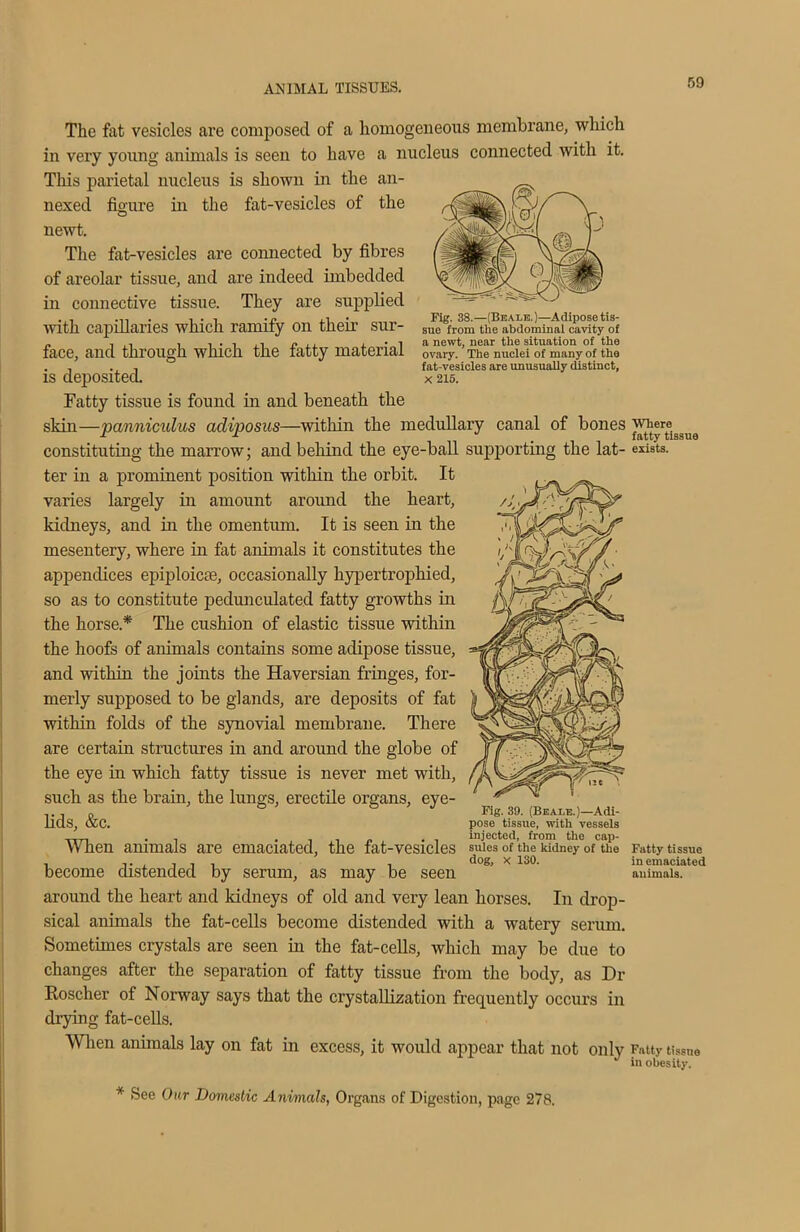 Fig. 38.—(Beale.)—Adipose tis- sue from the abdominal cavity of a newt, near the situation of the ovary. The nuclei of many of the fat-vesicles are unusually distinct, X 215. The fat vesicles are composed of a homogeneous membrane, which in very young animals is seen to have a nucleus connected with it. This parietal nucleus is shown in the an- nexed figure in the fat-vesicles of the newt. The fat-vesicles are connected by fibres of areolar tissue, and are indeed imbedded in connective tissue. They are supplied with capillaries which ramify on their sur- face, and through which the fatty material is deposited. Fatty tissue is found m and beneath the shin—panniculus adiposus—within the medullary canal of bones constituting the marrow; and behind the eye-ball supporting the lat- ter in a prominent position within the orbit. It varies largely in amount around the heart, kidneys, and in the omentum. It is seen in the mesentery, where in fat animals it constitutes the appendices epiploicae, occasionally hypertrophied, so as to constitute pedunculated fatty growths in the horse* The cushion of elastic tissue within the hoofs of animals contains some adipose tissue, and within the joints the Haversian fringes, for- merly supposed to be glands, are deposits of fat within folds of the synovial membrane. There are certain structures in and around the globe of the eye in which fatty tissue is never met with, such as the brain, the lungs, erectile organs, eye- „ * tD > j Fig. 39. (Beale.)—Adi- lldS, <xC. pose tissue, with vessels When animals are emaciated, the fat-vesicles suies of the kidney of the become distended by serum, as may be seen around the heart and kidneys of old and very lean horses. In drop- sical animals the fat-cells become distended with a watery serum. Sometimes crystals are seen in the fat-cells, which may be due to changes after the separation of fatty tissue from the body, as Dr Roscher of Norway says that the crystallization frequently occurs in drying fat-cells. When animals lay on fat in excess, it would appear that not only * See Our Domestic Animals, Organs of Digestion, page 278. Where fatty tissue exists. Fatty tissue in emaciated animals. Fatty tissue in obesity.