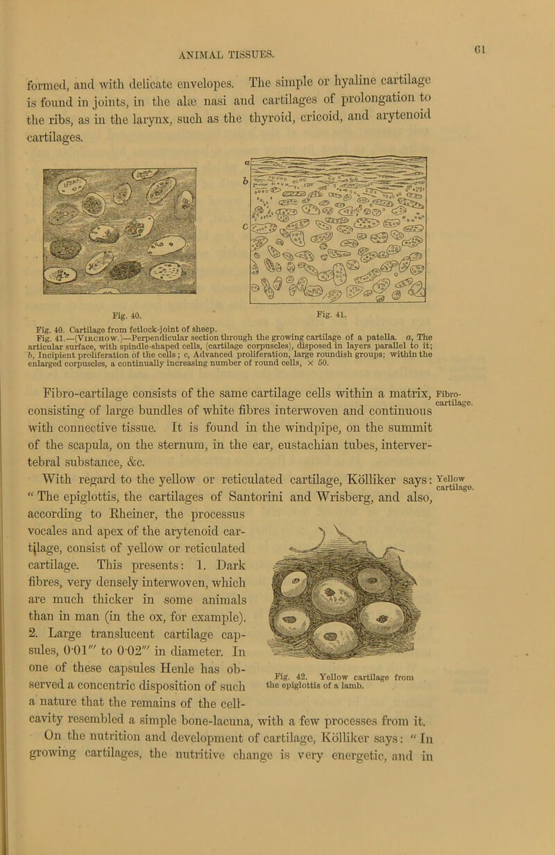 CL formed, and with delicate envelopes. The simple or hyaline cartilage is found in joints, in the alas nasi and cartilages of prolongation to the ribs, as in the larynx, such as the thyroid, cricoid, and arytenoid cartilages. Fig. 40. Fig. 40. Cartilage from fetlock-joint of sheep. Fig. 41.—(Virchow.)—Perpendicular section through the growing cartilage of a patella, a, The articular surface, with spindle-shaped cells, (cartilage corpuscles), disposed in layers parallel to it; 7), Incipient proliferation of the cells ; c, Advanced proliferation, large roundish groups; within the enlarged corpuscles, a continually increasing number of round cells, X 50. Fibro-cartilage consists of the same cartilage cells within a matrix, consisting of large bundles of white fibres interwoven and continuous with connective tissue. It is found in the windpipe, on the summit of the scapula, on the sternum, in the ear, eustachian tubes, interver- tebral substance, &c. With regard to the yellow or reticulated cartilage, Kolliker says: “ The epiglottis, the cartilages of Santorini and Wrisberg, and also, according to Rheiner, the processus vocales and apex of the arytenoid car- tilage, consist of yellow or reticulated cartilage. This presents: 1. Dark fibres, very densely interwoven, which are much thicker in some animals than in man (in the ox, for example). 2. Large translucent cartilage cap- sules, 001' to 0 02' in diameter. In one of these capsules Henle has ob- served a concentric disposition of such a nature that the remains of the cell- cavity resembled a simple bone-lacuna, with a few processes from it. On the nutrition and development of cartilage, Kolliker says: “In growing cartilages, the nutritive change is very energetic, and in Fig. 42. Yellow cartUage from the epiglottis of a lamb. Fibro- cartilage. Yellow cartilage.