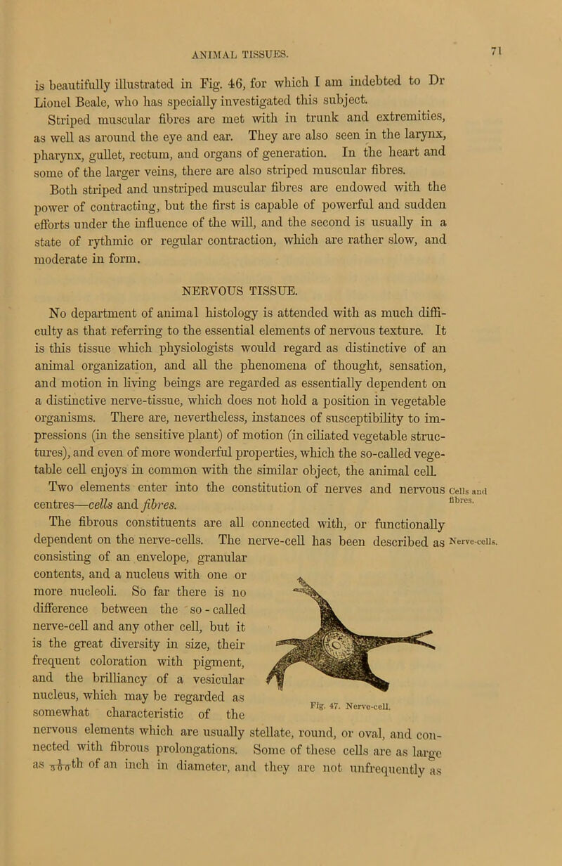 is beautifully illustrated in Fig. 46, for which I am indebted to Dr Lionel Beale, who has specially investigated this subject. Striped muscular fibres are met with in trunk and extremities, as well as around the eye and ear. They are also seen in the larynx, pharynx, gullet, rectum, and organs of generation. In the heart and some of the larger veins, there are also striped muscular fibres. Both striped and unstriped muscular fibres are endowed with the power of contracting, but the first is capable of powerful and sudden efforts under the influence of the will, and the second is usually in a state of rythmic or regular contraction, which are rather slow, and moderate in form. NERVOUS TISSUE. No department of animal histology is attended with as much diffi- culty as that referring to the essential elements of nervous texture. It is this tissue which physiologists would regard as distinctive of an animal organization, and all the phenomena of thought, sensation, and motion in living beings are regarded as essentially dependent on a distinctive nerve-tissue, which does not hold a position in vegetable organisms. There are, nevertheless, instances of susceptibility to im- pressions (in the sensitive plant) of motion (in ciliated vegetable struc- tures), and even of more wonderful properties, which the so-called vege- table cell enjoys in common with the similar object, the animal cell. Two elements enter into the constitution of nerves and nervous ceils ami centres—cells and fibres. flbres‘ The fibrous constituents are all connected with, or functionally dependent on the nerve-cells. The nerve-cell has been described as Nerve-cciis. consisting of an envelope, granular contents, and a nucleus with one or more nucleoli. So far there is no difference between the so-called nerve-cell and any other cell, but it is the great diversity in size, their frequent coloration with pigment, and the brilliancy of a vesicular nucleus, which may be regarded as somewhat characteristic of the nervous elements which are usually stellate, round, or oval, and con- nected with fibrous prolongations. Some of these cells are as large as TuWrfh of an inch in diameter, and they are not unfrequently as In Ffg. 47. Nerve-cell.