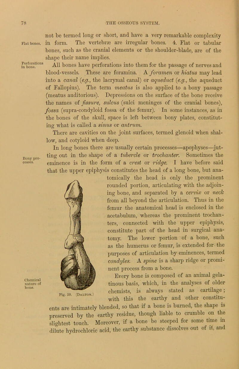 Flat bones. Perforations in bone. Bony pro- cesses. Chemical nature of bone. not be termed long or short, and have a very remarkable complexity in form. The vertebrae are irregular bones. 4. Flat or tabular bones, such as the cranial elements or the shoulder-blade, are of the shape their name implies. All bones have perforations into them for the passage of nerves and blood-vessels. These are foramina. A foramen or hiatus may lead into a canal (e.g., the lacrymal canal) or aqueduct (e.g., the aqueduct of Fallopius). The term meatus is also applied to a bony passage (meatus auditorious). Depressions on the surface of the bone receive the names of fissure, sulcus (sulci meninges of the cranial bones), fossa (supra-condyloid fossa of the femur). In some instances, as in the bones of the skull, space is left between bony plates, constitut- ing what is called a sinus or antrum. There are cavities on the joint surfaces, termed glenoid when shal- low, and cotyloid when deep. In long bones there are usually certain processes—apophyses—jut- ting out in the shape of a tubercle or trochanter. Sometimes the eminence is in the form of a crest or ridge. I have before said that the upper epiphysis constitutes the head of a long bone, but ana- tomically the head is only the prominent rounded portion, articulating with the adjoin- ing bone, and separated by a cervix or neclc from all beyond the articulation. Thus in the femur the anatomical head is enclosed in the acetabulum, whereas the prominent trochan- ters, connected 'with the upper epiphysis, constitute part of the head in surgical ana- tomy. The lower portion of a bone, such as the humerus or femur, is extended for the purposes of articulation by eminences, termed condyles. A spine is a sharp ridge or promi- nent process from a bone. Every bone is composed of an animal gela- tinous basis, which, in the analyses of older chemists, is always stated as cartilage; with this the earthy and other constitu- ents are intimately blended, so that if a bone is burned, the shape is preserved by the earthy residue, though liable to crumble on the slightest touch. Moreover, if a bone be steeped for some time in dilute hydrochloric acid, the earthy substance dissolves out of it, and Fig. 50. (Dalton.)