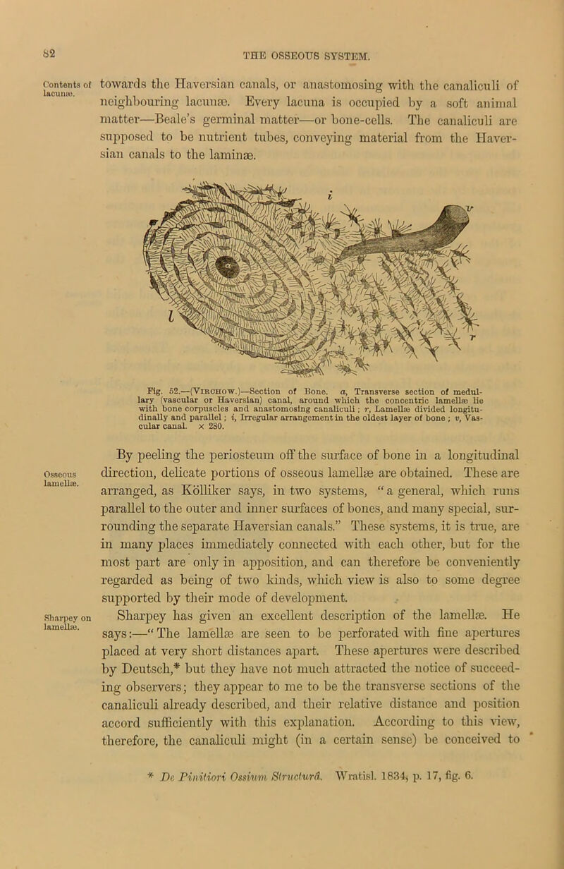 S2 Contents of lacunas. Osseous lamellte. Sharpey on lamella;. towards the Haversian canals, or anastomosing with the canaliculi of neighbouring lacunae. Every lacuna is occupied by a soft animal matter—Beale’s germinal matter—or bone-cells. The canaliculi are supposed to be nutrient tubes, conveying material from the Haver- sian canals to the laminae. Fig. 62.—(Virchow.)—Section of Bone, a, Transverse section of medul- lary (vascular or Haversian) canal, around which the concentric lamellae lie with bone corpuscles and anastomosing canaliculi; r, Lamellae divided longitu- dinally and parallel; i, Irregular arrangement in the oldest layer of bone ; v, Vas- cular canal, x 280. By peeling the periosteum off the surface of bone in a longitudinal direction, delicate portions of osseous lamellse are obtained. These are arranged, as Kolliker says, in two systems, “ a general, which runs parallel to the outer and inner surfaces of bones, and many special, sur- rounding the separate Haversian canals.” These systems, it is true, are in many places immediately connected with each other, but for the most part are only in apposition, and can therefore be conveniently regarded as being of two kinds, which view is also to some degree supported by their mode of development. Sharpey has given an excellent description of the lamellae. He says:—“ The lamellae are seen to be perforated with fine apertures placed at very short distances apart. These apertures were described by Deutsch,* but they have not much attracted the notice of succeed- ing observers; they appear to me to be the transverse sections of the canaliculi already described, and their relative distance and position accord sufficiently with this explanation. According to this view, therefore, the canaliculi might (in a certain sense) be conceived to * De Pinitiori Ossium Structurd. Wratisl. 1834, p. 17, fig. 6.