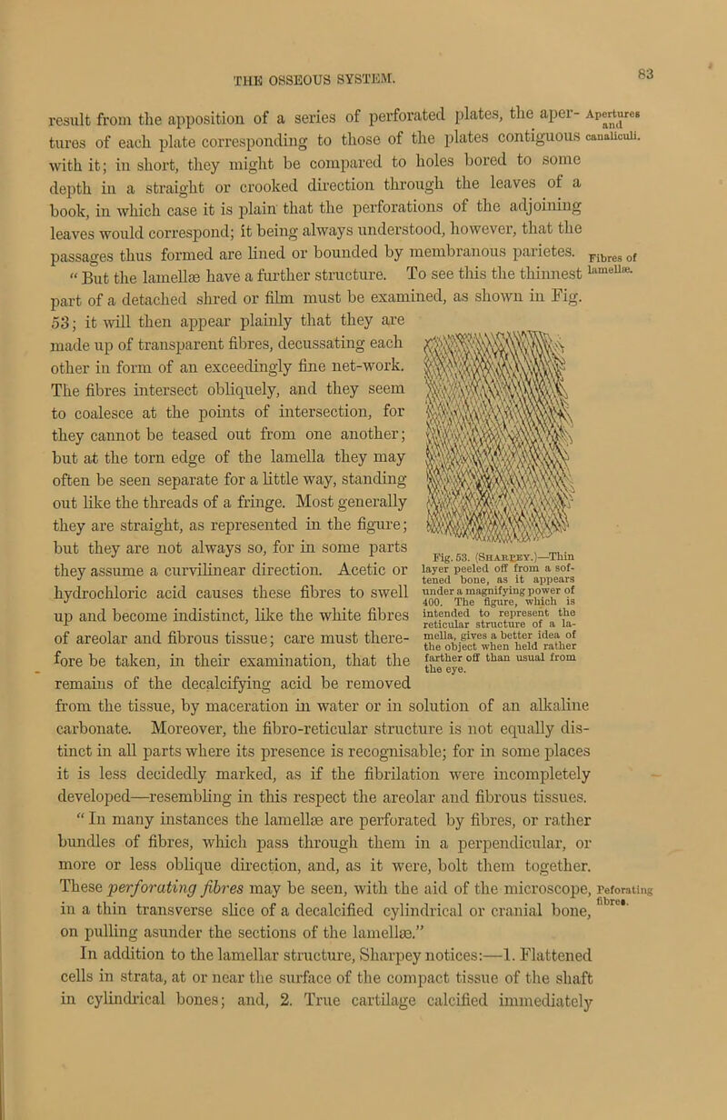 result from the apposition of a series of perforated plates, the aper- Apertures tures of each plate corresponding to those of the plates contiguous canaiicuii. with it; in short, they might be compared to holes bored to some depth in a straight or crooked direction through the leaves of a book, in which case it is plain that the perforations of the adjoining leaves would correspond; it being always understood, however, that the passages thus formed are lined or bounded by membranous parietes. Fibres of « But the lamellae have a further structure. To see this the thinnestlameUas- part of a detached shred or film must be examined, as shown in Fig. 53; it will then appear plainly that they are made up of transparent fibres, decussating each other in form of an exceedingly fine net-work. The fibres intersect obliquely, and they seem to coalesce at the points of intersection, for they cannot be teased out from one another; but at the torn edge of the lamella they may often be seen separate for a little way, standing out like the threads of a fringe. Most generally they are straight, as represented in the figure; but they are not always so, for in some parts they assume a curvilinear direction. Acetic or hydrochloric acid causes these fibres to swell up and become indistinct, like the white fibres of areolar and fibrous tissue; care must there- fore be taken, in their examination, that the remains of the decalcifying acid be removed from the tissue, by maceration in water or in solution of an alkaline carbonate. Moreover, the fibro-reticular structure is not equally dis- tinct in all parts where its presence is recognisable; for in some places it is less decidedly marked, as if the fibrilation were incompletely developed—resembling in this respect the areolar and fibrous tissues. “ In many instances the lamellae are perforated by fibres, or rather bundles of fibres, which pass through them in a perpendicular, or more or less oblique direction, and, as it were, bolt them together. These perforating fibres may be seen, with the aid of the microscope, reforming in a thin transverse slice of a decalcified cylindrical or cranial bone, ’ re*' on pulling asunder the sections of the lamellm.” In addition to the lamellar structure, Sharpey notices:—1. Flattened cells in strata, at or near the surface of the compact tissue of the shaft in cylindrical bones; and, 2. True cartilage calcified immediately Fig. 53. (Sharkey.)—Thin layer peeled off from a sof- tened hone, as it appears under a magnifying power of 400. The figure, which is intended to represent the reticular structure of a la- meUa, gives a better idea of the object when held rather farther off than usual from the eye.