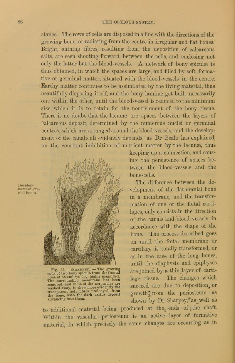 Develop- ment of era nial bones. stance. The rows of cells are disposed in a line with the directions of the growing hone, or radiating from the centre in irregular and flat bones. Bright, shining fibres, resulting from the deposition of calcareous salts, are seen shooting forward between the cells, and enclosing not only the latter but the blood-vessels. A network of bony spiculse is thus obtained, in which the spaces are large, and filled by soft forma- tive or germinal matter, situated with the blood-vessels in the centre. Earthy matter continues to be assimilated by the living material, thus beautifully disposing itself, and the bony laminrn get built necessarily one within the other, until the blood-vessel is reduced to the minimum size which it is to retain for the nourishment of the bony tissue. There is no doubt that the lacunae are spaces between the layers of Calcareous deposit, determined by the numerous nuclei or germinal centres, which are arranged around the blood-vessels, and the develop- ment of the canaliculi evidently depends, as Dr Beale has explained, on the constant imbibition of nutrient matter by the lacunae, thus keeping up a connection, and caus- ing the persistence of spaces be- tween the blood-vessels and the bone-cells. The difference between the de- velopment of the flat cranial bone in a membrane, and the transfor- mation of one of the foetal carti- lages, only consists in the direction of the canals and blood-vessels, in accordance with the shape of the bone. The process described goes on until the foetal membrane or cartilage is totally transformed, or as in the case of the long bones, until the diaphysis and epiphyses are joined by a thin layer of carti- lage tissue. The changes which succeed are due to deposition^ or growthj from the periosteum as shown by Dr Sharpey'as^well as to. additional material being produced at the, ends of j. the shaft. Within the vascular periosteum is an active layer of formative material, in which precisely the same changes are occurring as in Fig. 55. — (Shabpey.) — The growing ends of two bony spicula from the frontal bone of an embryo dog, highly magnified. The surrounding membrane has been removed, and most of the corpuscles are washed away, to shew more evidently the transparent soft fibres prolonged from the bone, with the dark earthy deposit advancing into them.