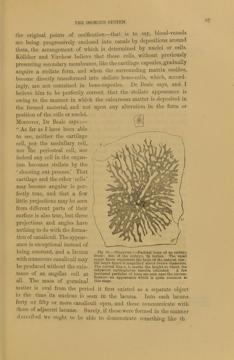 the original points of ossification—that is to say, blood-vessels are being progressively enclosed into canals by depositions aiound them, the arrangement of which is determined by nuclei or cells. Kolliker and Virchow believe that these cells, without previously presenting secondary membranes, like the cartilage capsules, gradually acquire a stellate form, and when the surrounding matrix ossifies, become directly transformed into stellate bone-cells, which, accord- ingly, are not contained in bone-capsules. Dr Beale says, and I believe him to be perfectly correct, that the stellate appearance is owing to the manner in which the calcareous matter is deposited in the formed material, and not upon any alteration in the form or position of the cells or nuclei. Moreover, Dr Beale says:— “ As far as I have been able to see, neither the cartilage cell, nor the medullary cell, nor the periosteal cell, nor indeed any cell in the organ- ism becomes stellate by the ‘ shooting out process.’ That cartilage and the other ‘cells’ may become angular is per- fectly true, and that a few little projections may be seen from different parts of their surface is also true, but these projections and angles have nothing to do with the forma- tion of canaliculi. The appear- ance is exceptional instead of being constant, and a lacuna with numerous canaliculi may be produced without the exis- tence of an angular cell at all. The mass of germinal matter is oval from the period it first existed as a separate object to the time its nucleus is seen in the lacuna. Into each lacuna forty or fifty or more canaliculi open, and these communicate with those of adjacent lacunae. Surely, if these were formed in the manner described we ought to be able to demonstrate something like tli Fig. 50.—(Sharpey.)—Parietal bone of an embryo sheep ; size of the embryo, inches. The small upper figure represents tho bone of the natural size ; the larger figure is magnified about twelve diameters. The curved Une a, b, marks the height to which the subjacent cartilaginous lamella extended. A fow insulated particles of bone are seen near the circum- ference—an appearance which is quite common at this stage.