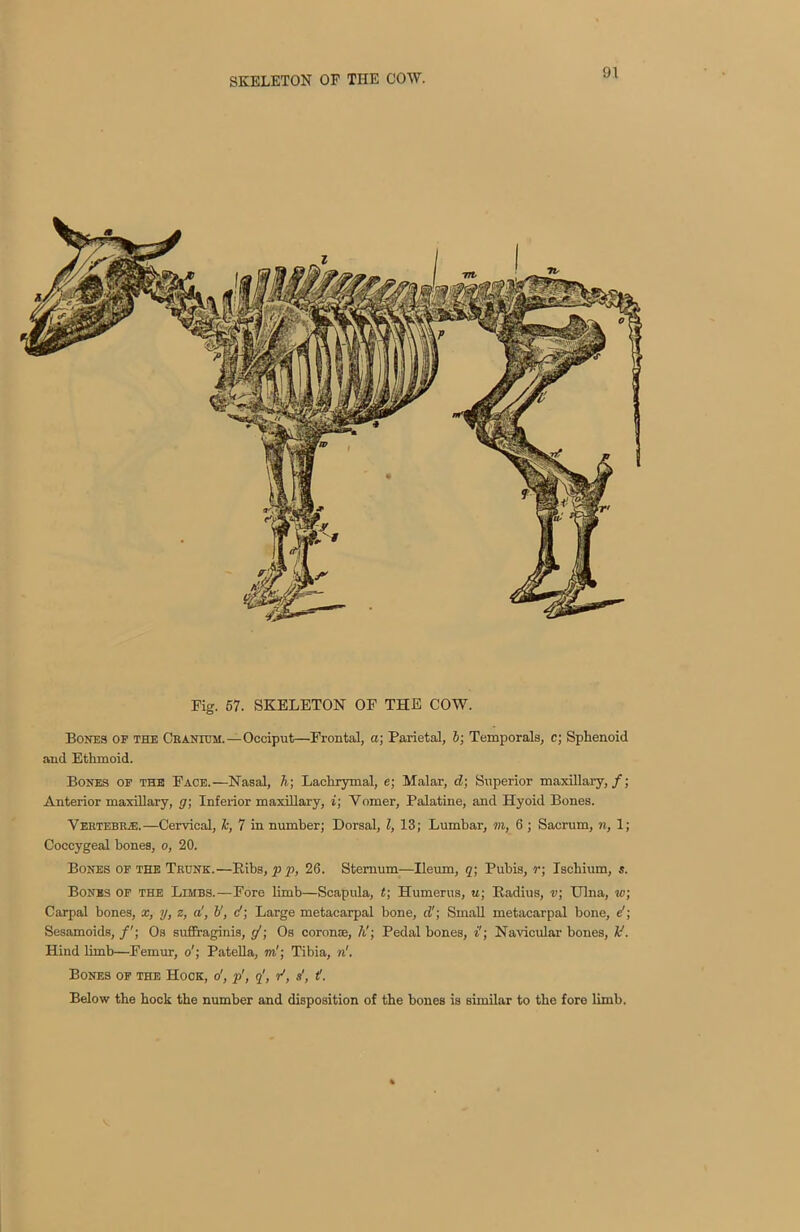 Fig. 57. SKELETON OF THE COW. Bones of the Cranium.—Occiput—Frontal, a; Parietal, 5; Temporals, c; Sphenoid and Ethmoid. Bones of the Face.—Nasal, h; Lachrymal, e; Malar, cl; Superior maxillary,/; Anterior maxillary, g; Inferior maxillary, i; Vomer, Palatine, and Hyoid Bones. VEUTEBTUE.—Cervical, h, 7 in number; Dorsal, Z, 13; Lumbar, m, 6 ; Sacrum, n, 1; Coccygeal bones, o, 20. Bones of the Trunk.—Ribs, p p, 26. Sternum—Ileum, q; Pubis, r; Ischium, s. Bones of the Limbs.—Fore limb—Scapula, t; Humerus, u; Radius, v; Ulna, w; Carpal bones, x, y, z, a!, 6', d; Large metacarpal bone, d'; Small metacarpal bone, d; Sesamoids, /'; Os suffraginis, <j; Os coronse, h'; Pedal bones, i; Navicular bones, U. Hind limb—Femur, o'; Patella, m'; Tibia, n!. Bones of the Hock, o', p', q', r1, s', t. Below the bock the number and disposition of the bones is shnilar to the fore limb.