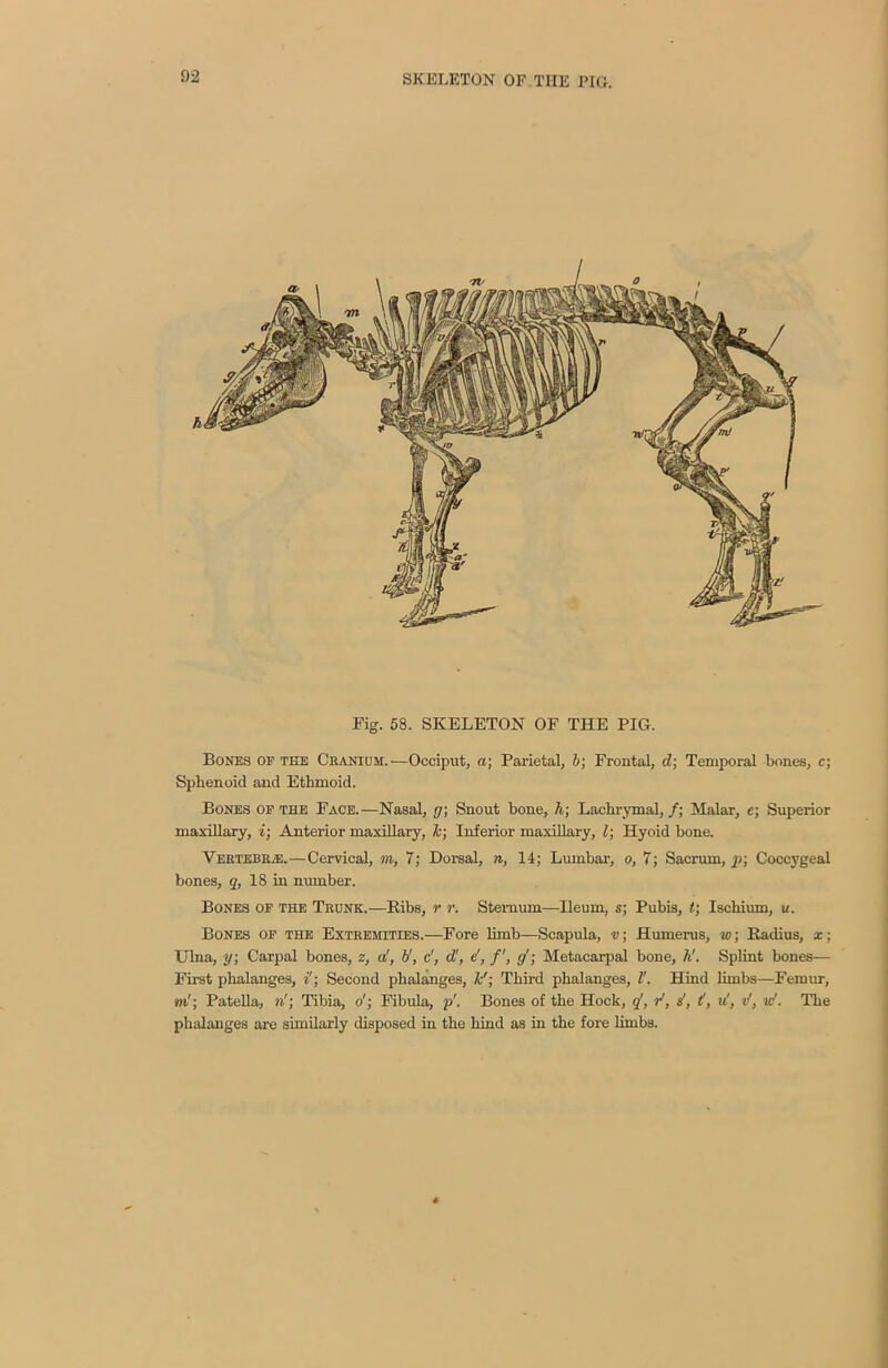 Fig. 58. SKELETON OF THE PIG. Bones of the Cranium.-—Occiput, a; Parietal, b; Frontal, d; Temporal bones, c; Sphenoid and Ethmoid. Bones of the Face.—Nasal, g; Snout bone, h; Lachrymal,/; Malar, e; Superior maxillary, i; Anterior maxillary, Jc; Inferior maxillary, l; Hyoid bone. Vertebra:.—Cervical, m, 7; Dorsal, n, 14; Lumbar, o, 7; Sacrum, p; Coccygeal bones, q, 18 in number. Bones of the Trunk.—Bibs, r r. Sternum—Ileum, s; Pubis, t; Ischium, u. Bones of the Extremities.—Fore limb—Scapula, v; Humei-us, w; Kadius, x; Ulna, y; Carpal bones, z, a', b’, c', d', d, /', g \ Metacarpal bone, h!. Splint bones— First phalanges, i'; Second phalanges, Jc'; Third phalanges, V. Hind limbs—Femur, ml; Patella, n'; Tibia, o'; Fibula, p’. Bones of the Hock, q, r’, s', <', u’, d, w‘. The phalanges are similarly disposed in the hind as in the fore limbs.