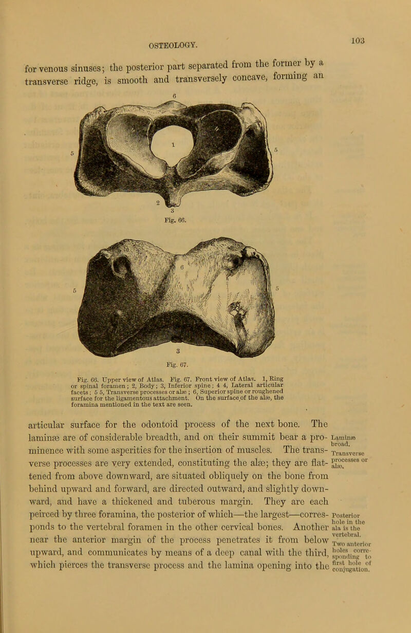 for venous sinuses; the posterior part separated from the former by a transverse ridge, is smooth and transversely concave, forming o Kg. 67. Fig. 66. Upper view of Atlas. Fig. 67. Front view of Atlas. 1, Ring or spinal foramen; 2, Body; 3, Inferior spine ; 4 4, Lateral articular facets; 6 5, Transverse processes or alee ; 6, Superior spine or roughened surface for the ligamentous attachment. On the surface of the alas, the foramina mentioned in the text are seen. articular surface for the odontoid process of the next bone. The laminae are of considerable breadth, and on their summit bear a pro- Lamimo minence with some asperities for the insertion of muscles. The trails- Transverse verse processes are very extended, constituting the aim; they are flat- w°°essesor tened from above downward, are situated obliquely on the bone from behind upward and forward, are directed outward, and slightly down- ward, and have a thickened and tuberous margin. They are each peirced by three foramina, the posterior of which—the largest—corres- posterior ponds to the vertebral foramen in the other cervical bones. Another aials the'0 near the anterior margin of the process penetrates it from below Two .mtorior upward, and communicates by means of a deep canal with the third, ^“di®n'te0 which pierces the transverse process and the lamina opening into the ccmju£ntionf