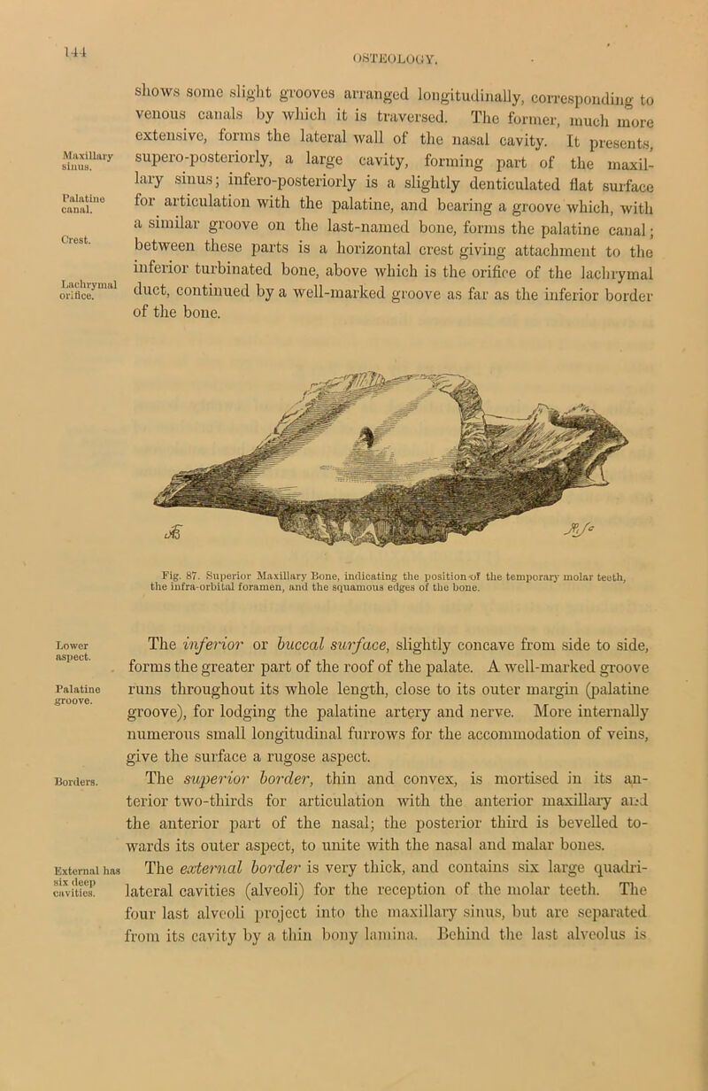 OSTEOLOGY. Maxillary sinus. Palatine canal. Crest. Lachrymal orifice. Lower aspect. Palatine groove. Borders. External has six deep cavities. shows some slight grooves arranged longitudinally, corresponding to venous canals by which it is traversed. The former, much more extensive, forms the lateral wall of the nasal cavity. It presents, supero-posteriorly, a large cavity, forming part of the maxil- lary sinus; infero-posteriorly is a slightly denticulated flat surface for articulation with the palatine, and bearing a groove which, with a similar groove on the last-named bone, forms the palatine canal; between these parts is a horizontal crest giving attachment to the inferior turbinated bone, above which is the orifice of the lachrymal duct, continued by a well-marked groove as far as the inferior border of the bone. Fig. 87. Superior Maxillary Bone, indicating the position-of the temporary molar teeth, the infra-orbital foramen, and the squamous edges of the hone. The inferior or buccal surface, slightly concave from side to side, forms the greater part of the roof of the palate. A well-marked groove runs throughout its whole length, close to its outer margin (palatine groove), for lodging the palatine artery and nerve. More internally numerous small longitudinal furrows for the accommodation of veins, give the surface a rugose aspect. The superior border, thin and convex, is mortised in its an- terior two-thirds for articulation with the anterior maxillary and the anterior part of the nasal; the posterior third is bevelled to- wards its outer aspect, to unite with the nasal and malar bones. The external border is very thick, and contains six large quadri- lateral cavities (alveoli) for the reception of the molar teeth. The four last alveoli project into the maxillary sinus, but are separated from its cavity by a thin bony lamina. Behind the hast alveolus is