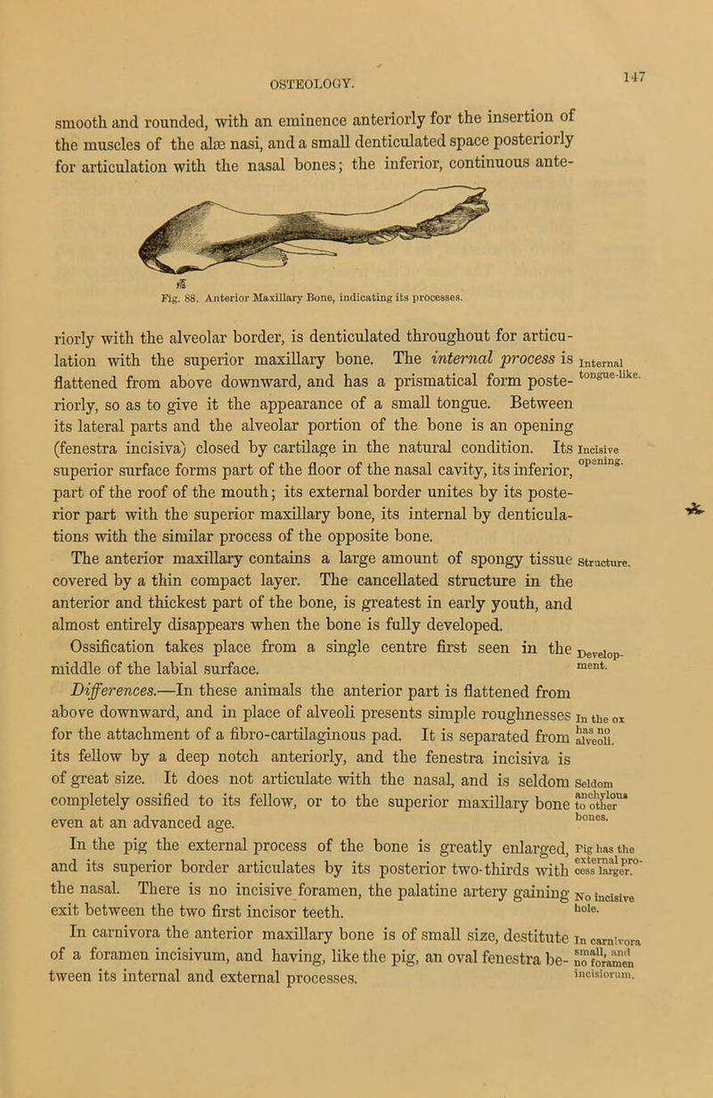 H7 smooth and rounded, with an eminence anteriorly for the insertion of the muscles of the alee nasi, and a small denticulated space posteriorly for articulation with the nasal bones; the inferior, continuous ante- >£ Fig. 88. Anterior Maxillary Bone, indicating its processes. riorly with the alveolar border, is denticulated throughout for articu- lation with the superior maxillary bone. The internal process is internai flattened from above downward, and has a prismatical form poste- tongue‘like' riorly, so as to give it the appearance of a small tongue. Between its lateral parts and the alveolar portion of the bone is an opening (fenestra incisiva) closed by cartilage in the natural condition. Its incisive superior surface forms part of the floor of the nasal cavity, its inferior, °1>'mn8' part of the roof of the mouth; its external border unites by its poste- rior part with the superior maxillary bone, its internal by denticula- tions with the similar process of the opposite bone. The anterior maxillary contains a large amount of spongy tissue structure, covered by a thin compact layer. The cancellated structure in the anterior and thickest part of the bone, is greatest in early youth, and almost entirely disappears when the bone is fully developed. Ossification takes place from a single centre first seen in the Develop. middle of the labial surface. ment- Differences.—In these animals the anterior part is flattened from above downward, and in place of alveoli presents simple roughnesses in the ox for the attachment of a fibro-cartilaginous pad. It is separated from !aveou. its fellow by a deep notch anteriorly, and the fenestra incisiva is of great size. It does not articulate with the nasal, and is seldom seldom completely ossified to its fellow, or to the superior maxillary bone “other™ even at an advanced age. boues- In the pig the external process of the bone is greatly enlarged, Pig has the and its superior border articulates by its posterior two-thirds with cess the nasal. There is no incisive foramen, the palatine artery gaining No incisive exit between the two first incisor teeth.  bol°- In carnivora the anterior maxillary bone is of small size, destitute in carnivora of a foramen incisivum, and having, like the pig, an oval fenestra be- no foramen tween its internal and external processes. inouiorum.