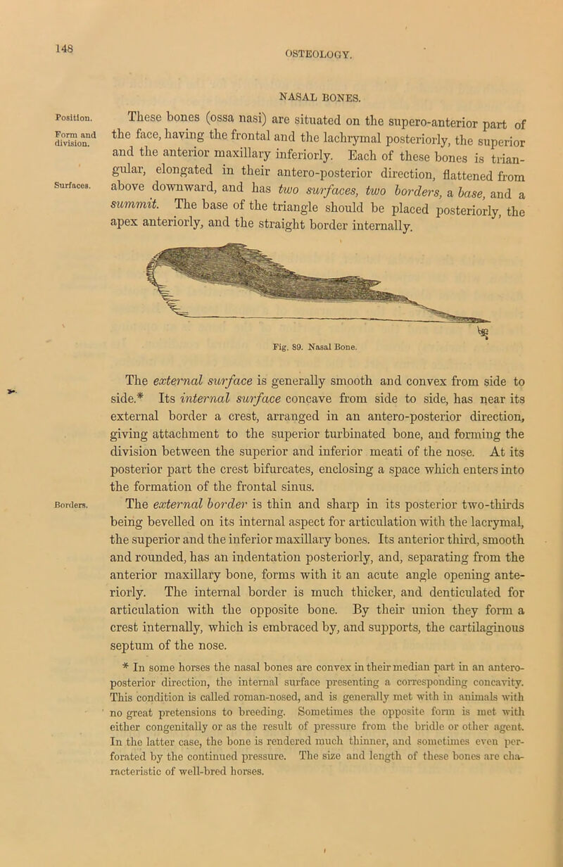 OSTEOLOGY. Position. Form and division. Surfaces. Borders. NASAL BONES. These bones (ossa nasi) are situated on the supero-anterior part of the face, having the frontal and the lachrymal posteriorly, the superior and the anterior maxillary inferiorly. Each of these bones is trian- gular, elongated in their antero-posterior direction, flattened from above downward, and has two surfaces, two borders, a base, and a summit. The base of the triangle should be placed posteriorly, the apex anteriorly, and the straight border internally. Fig. 89. Nasal Bone. The external surface is generally smooth and convex from side to side.* Its internal surface concave from side to side, has near its external border a crest, arranged in an antero-posterior direction, giving attachment to the superior turbinated bone, and forming the division between the superior and inferior meati of the nose. At its posterior part the crest bifurcates, enclosing a space which enters into the formation of the frontal sinus. The external border is thin and sharp in its posterior two-thirds being bevelled on its internal aspect for articulation with the lacrymal, the superior and the inferior maxillary bones. Its anterior third, smooth and rounded, has an indentation posteriorly, and, separating from the anterior maxillary bone, forms with it an acute angle opening ante- riorly. The internal border is much thicker, and denticulated for articulation with the opposite bone. By their union they form a crest internally, which is embraced by, and supports, the cartilaginous septum of the nose. * In some horses the nasal hones are convex in their median part in an antero- posterior direction, the internal surface presenting a corresponding concavity. This condition is called roman-nosed, and is generally met with in animals with no great pretensions to breeding. Sometimes the opposite form is met with either congenitally or as the result of pressure from the bridle or other agent. In the latter case, the bone is rendered much thinner, and sometimes even per- forated by the continued pressure. The size and length of these bones are cha- racteristic of well-bred horses.