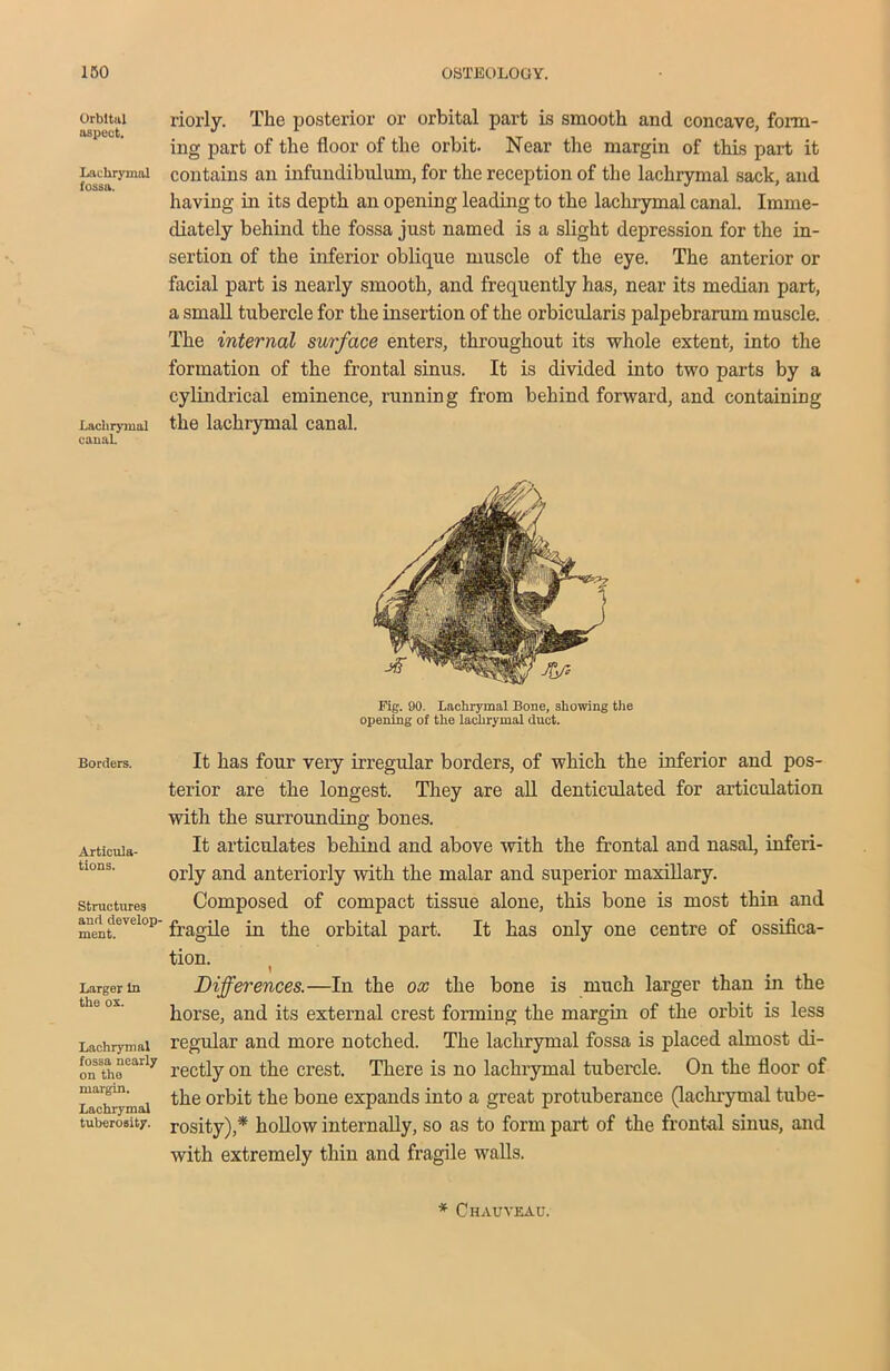 Orbital aspect. Lachrymal fossa. Lachrymal cauaL Borders. Articula- tions. Structures and develop- ment. Larger In the ox. Lachrymal fossa nearly on the margin. Lachrymal tuberosity. riorly. The posterior or orbital part is smooth and concave, form- ing part of the floor of the orbit. Near the margin of this part it contains an infundibulum, for the reception of the lachrymal sack, and having in its depth an opening leading to the lachrymal canal. Imme- diately behind the fossa just named is a slight depression for the in- sertion of the inferior oblique muscle of the eye. The anterior or facial part is nearly smooth, and frequently has, near its median part, a small tubercle for the insertion of the orbicularis palpebrarum muscle. The internal surface enters, throughout its whole extent, into the formation of the frontal sinus. It is divided into two parts by a cylindrical eminence, running from behind forward, and containing the lachrymal canal. Fig. 90. Lachrymal Bone, showing the opening of the lachrymal duct. It has four very irregular borders, of which the inferior and pos- terior are the longest. They are all denticulated for articulation with the surrounding bones. It articulates behind and above with the frontal and nasal, inferi- orly and anteriorly with the malar and superior maxillary. Composed of compact tissue alone, this bone is most thin and fragile in the orbital part. It has only one centre of ossifica- tion. Differences.—In the ox the bone is much larger than in the horse, and its external crest forming the margin of the orbit is less regular and more notched. The lachrymal fossa is placed almost di- rectly on the crest. There is no lachrymal tubercle. On the floor of the orbit the bone expands into a great protuberance (lachrymal tube- rosity),* hollow internally, so as to form part of the frontal sinus, and with extremely thin and fragile walls. * Chauvkau.