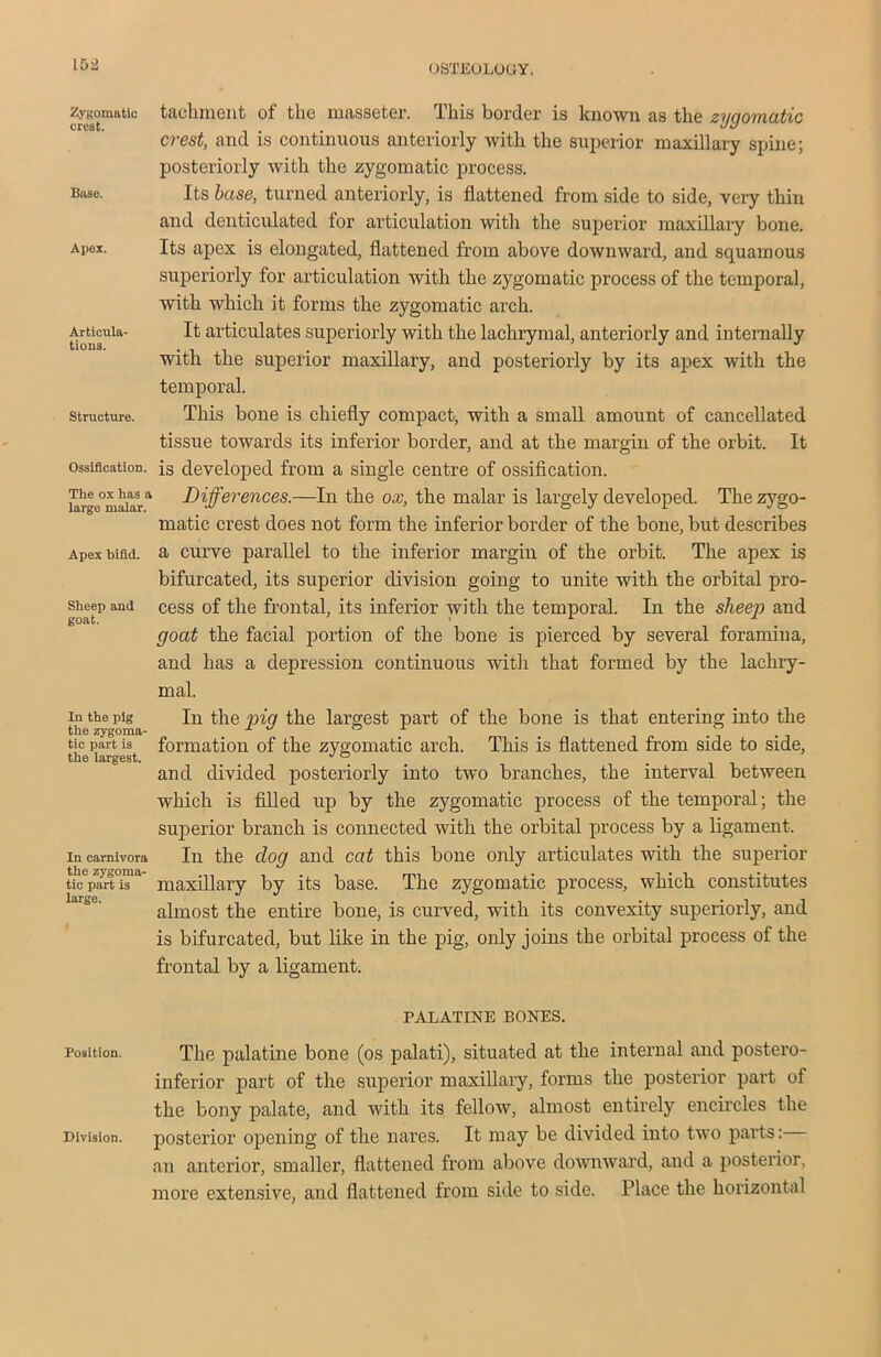 Zygomatic crest. Base. Apex. Articula tions. Structure. Ossification. The ox has a large malar. Apex bifid. Sheep and goat. In the pig the zygoma- tic part is the largest. In carnivora the zygoma- tic part is large. Position. Division. tachment of the masseter. This border is known as the zygomatic crest, and is continuous anteriorly with the superior maxillary spine; posteriorly with the zygomatic process. Its base, turned anteriorly, is flattened from side to side, very thin and denticulated for articulation with the superior maxillary bone. Its apex is elongated, flattened from above downward, and squamous superiorly for articulation with the zygomatic process of the temporal, with which it forms the zygomatic arch. It articulates superiorly with the lachrymal, anteriorly and internally with the superior maxillary, and posteriorly by its apex with the temporal. This bone is chiefly compact, with a small amount of cancellated tissue towards its inferior border, and at the margin of the orbit. It is developed from a single centre of ossification. Differences.—In the ox, the malar is largely developed. The zygo- matic crest does not form the inferior border of the bone, but describes a curve parallel to the inferior margin of the orbit. The apex is bifurcated, its superior division going to unite with the orbital pro- cess of the frontal, its inferior with the temporal. In the sheep and goat the facial portion of the bone is pierced by several foramina, and has a depression continuous with that formed by the lachry- mal. In the pig the largest part of the bone is that entering into the formation of the zygomatic arch. This is flattened from side to side, and divided posteriorly into two branches, the interval between which is filled up by the zygomatic process of the temporal; the superior branch is connected with the orbital process by a ligament. In the dog and cat this bone only articulates with the superior maxillary by its base. The zygomatic process, which constitutes almost the entire bone, is curved, with its convexity superiorly, and is bifurcated, but like in the pig, only joins the orbital process of the frontal by a ligament. PALATINE BONES. The palatine bone (os palati), situated at the internal and postero- inferior part of the superior maxillary, forms the posterior part of the bony palate, and with its fellow, almost entirely encircles the posterior opening of the nares. It may be divided into two parts: an anterior, smaller, flattened from above downward, and a posterior, more extensive, and flattened from side to side. Place the horizontal