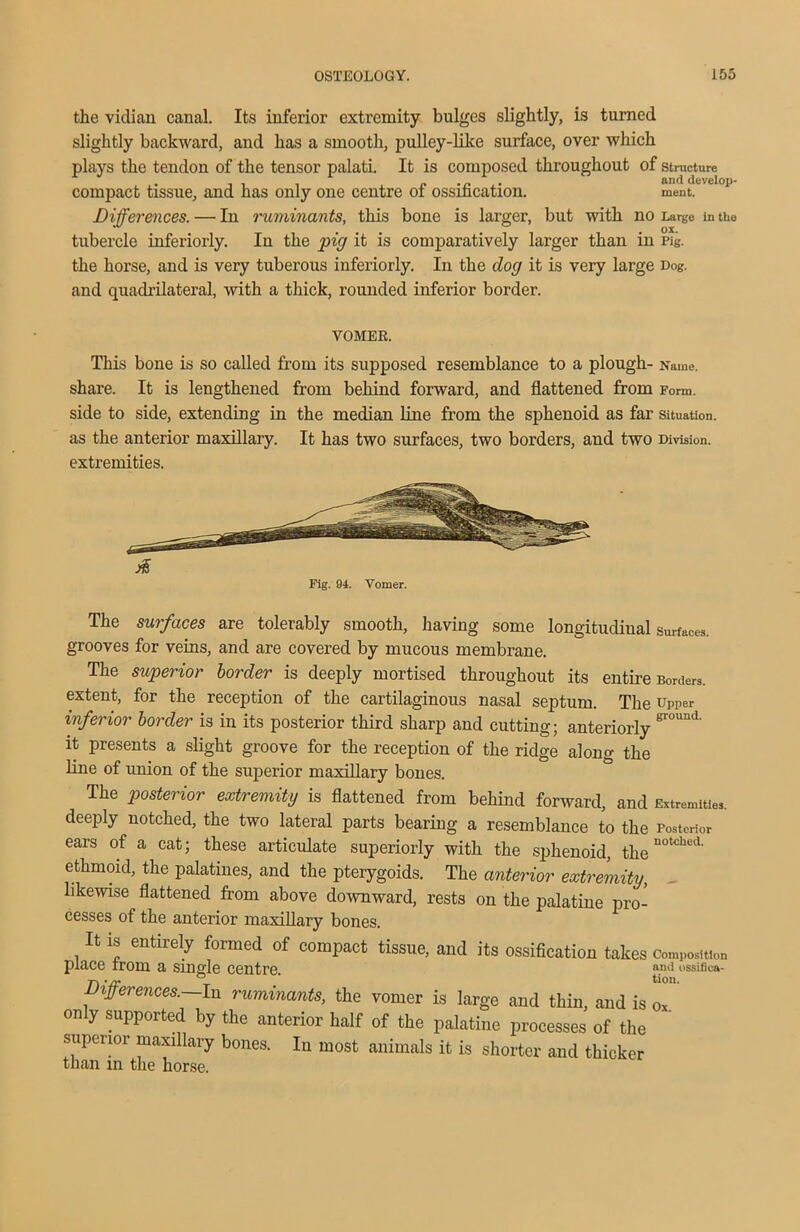 the vidian canal. Its inferior extremity bulges slightly, is turned slightly backward, and has a smooth, pulley-like surface, over which plays the tendon of the tensor palati. It is composed throughout of structure compact tissue, and has only one centre of ossification. ment. Differences. — In ruminants, this bone is larger, but with no Large in the tubercle inferiorly. In the pig it is comparatively larger than in Pig. the horse, and is very tuberous inferiorly. In the dog it is very large Dog. and quadrilateral, with a thick, rounded inferior border. VOMER. This bone is so called from its supposed resemblance to a plough- Name, share. It is lengthened from behind forward, and flattened from Form, side to side, extending in the median line from the sphenoid as far situation, as the anterior maxillary. It has two surfaces, two borders, and two Division, extremities. jS Fig. 94. Vomer. The surfaces are tolerably smooth, having some longitudiual surfaces, grooves for veins, and are covered by mucous membrane. The superior border is deeply mortised throughout its entire Borders, extent, for the reception of the cartilaginous nasal septum. The upper inferior border is in its posterior third sharp and cutting; anteriorly Sr°Und' it presents a slight groove for the reception of the ridge along the line of union of the superior maxillary bones. The posterior extremity is flattened from behind forward, and Extremities, deeply notched, the two lateral parts bearing a resemblance to the Posterior ears of a cat; these articulate superiorly with the sphenoid, thenotdied' ethmoid, the palatines, and the pterygoids. The anterior extremity, likewise flattened from above downward, rests on the palatine pro- cesses of the anterior maxillary bones. It is entirely formed of compact tissue, and its ossification takes composition place from a single centre. £n,i ssiiica- Differences.—In ruminants, the vomer is large and thin, and is J' only supported by the anterior half of the palatine processes of the superior maxillary bones. In most animals it is shorter and thicker than m the horse.