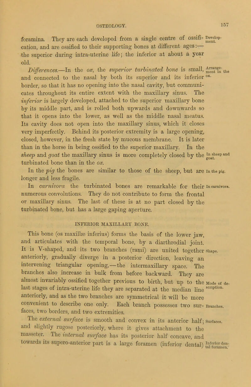 foramina. They are each developed from a single centre of ossifi- Deveiop- cation, and are ossified to their supporting bones at different ages:— the superior during intra-uterine life; the inferior at about a year old. Differences.—In the ox, the superior turbinated bone is small, th0 and connected to the nasal by both its superior and its inferiorox- border, so that it has no opening into the nasal cavity, but communi- cates throughout its entire extent with the maxillary sinus. The inferior is largely developed, attached to the superior maxillary bone by its middle part, and is rolled both upwards and downwards so that it opens into the lower, as well as the middle nasal meatus. Its cavity does not open into the maxillary sinus, which it closes very imperfectly. Behind its posterior extremity is a large opening, closed, however, in the fresh state by mucous membrane. It is later than in the horse in being ossified to the superior maxillary. In the sheep and goat the maxillary sinus is more completely closed by the gastheep and turbinated bone than in the ox. In the pig the bones are similar to those of the sheep, but are in the pig. longer and less fragile. In carnivora the turbinated bones are remarkable for their in carnivora, numerous convolutions. They do not contribute to form the frontal or maxillary sinus. The last of these is at no part closed by the turbinated bone, but has a large gaping aperture. INFERIOR MAXILLARY BONE. This bone (os maxillie inferius) forms the basis of the lower jaw, and articulates with the temporal bone, by a diarthrodial joint. It is Y-shaped, and its two branches (rami) are united together shape, anteriorly, gradually diverge in a posterior direction, leaving an intervening triangular opening, —the intermaxillary space. The branches also increase in bulk from before backward. They are almost invariably ossified together previous to birth, but up to the Mode of de- last stages of intra-uterine life they are separated at the median line scnption' anteriorly, and as the two branches are symmetrical it will be more convenient to describe one only. Each branch possesses two sur- Branches, faces, two borders, and two extremities. The external surface is smooth and convex in its anterior half; Surfaces, and slightly rugose posteriorly, where it gives attachment to the masseter. The internal surface has its posterior half concave, and towards its supero-anterior part is a large foramen (inferior dental) ta/foranf0'