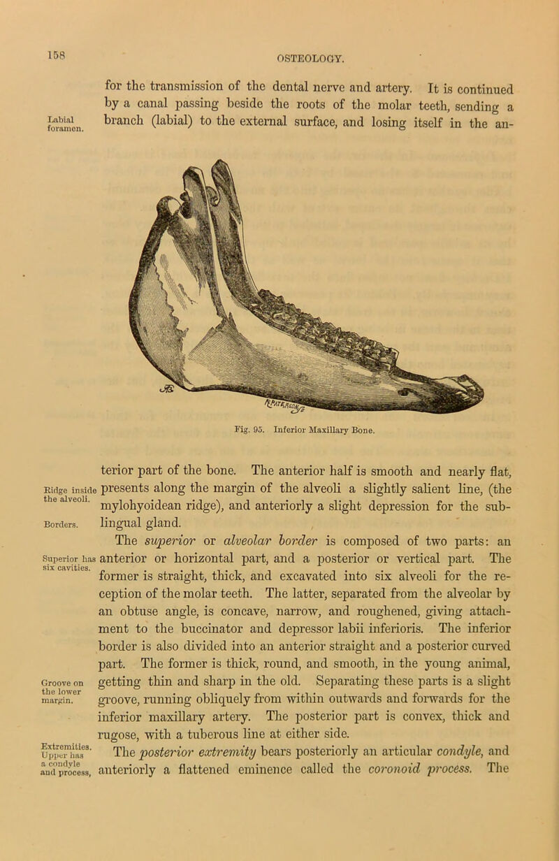 for the transmission of the dental nerve and artery, It is continued by a canal passing beside the roots of the molar teeth, sending a branch (labial) to the external surface, and losing itself in the an- Eig. 95. Inferior Maxillary Bone. Ridge inside the alveoli. Borders. Superior has six cavities. Groove on the lower margin. Extremities. Upper has a condyle and process, terior part of the bone. The anterior half is smooth and nearly flat, presents along the margin of the alveoli a slightly salient line, (the mylohyoidean ridge), and anteriorly a slight depression for the sub- lingual gland. The superior or alveolar border is composed of two parts: an anterior or horizontal part, and a posterior or vertical part. The former is straight, thick, and excavated into six alveoli for the re- ception of the molar teeth. The latter, separated from the alveolar by an obtuse angle, is concave, narrow, and roughened, giving attach- ment to the buccinator and depressor labii inferioris. The inferior border is also divided into an anterior straight and a posterior curved part. The former is thick, round, and smooth, in the young animal, getting thin and sharp in the old. Separating these parts is a slight groove, running obliquely from within outwards and forwards for the inferior maxillary artery. The posterior part is convex, thick and rugose, with a tuberous line at either side. The posterior extremity bears posteriorly an articular condyle, and anteriorly a flattened eminence called the coronoid process. The