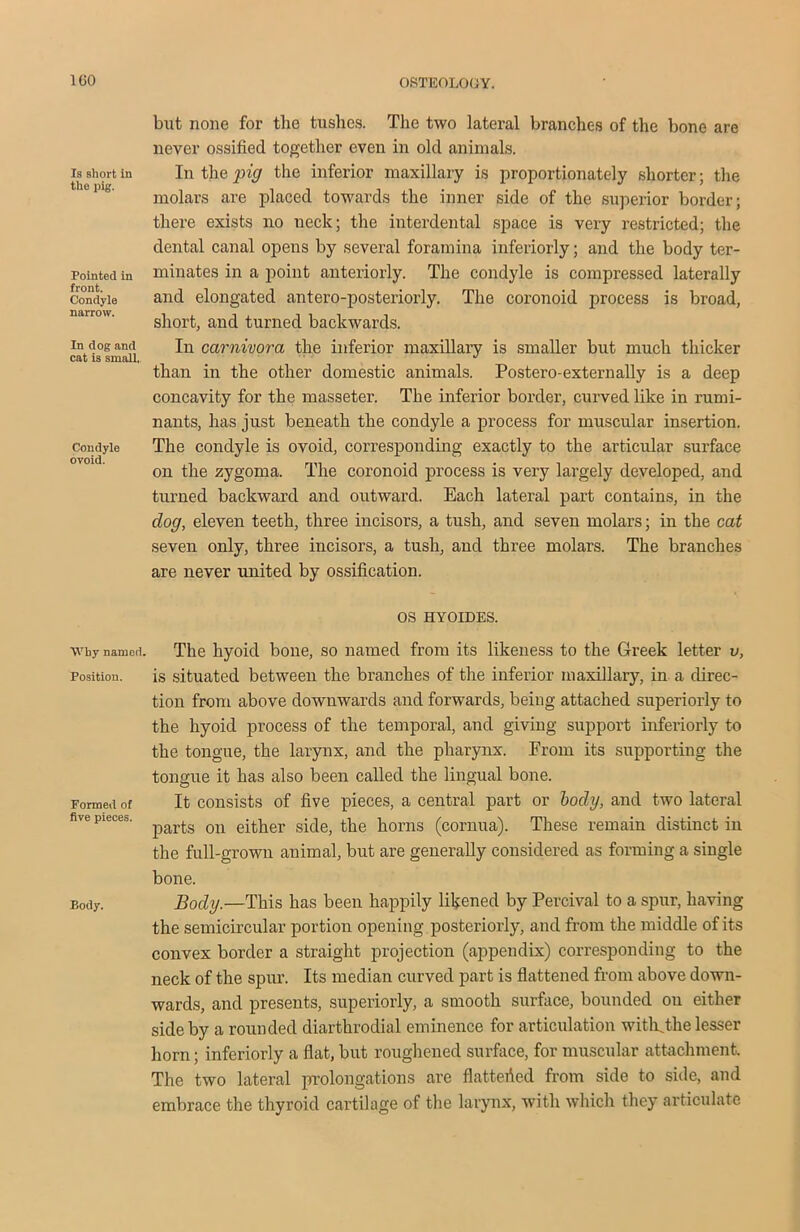 Is short in the pig. Pointed in front. Condyle narrow. In dog and cat is small,. Condyle ovoid. Why named. Position. Formed of five pieces. Body. but none for tlie tushes. The two lateral branches of the bone are never ossified together even in olcl animals. In the pig the inferior maxillary is proportionately shorter; the molars are placed towards the inner side of the superior border; there exists no neck; the interdental space is very restricted; the dental canal opens by several foramina interiorly; and the body ter- minates in a point anteriorly. The condyle is compressed laterally and elongated antero-posteriorly. The coronoid process is broad, short, and turned backwards. In carnivora the inferior maxillary is smaller but much thicker than in the other domestic animals. Postero-externally is a deep concavity for the masseter. The inferior border, curved like in rumi- nants, has just beneath the condyle a process for muscular insertion. The condyle is ovoid, corresponding exactly to the articular surface on the zygoma. The coronoid process is very largely developed, and turned backward and outward. Each lateral part contains, in the clog, eleven teeth, three incisors, a tush, and seven molars; in the cat seven only, three incisors, a tush, and three molars. The branches are never united by ossification. OS HYOIDES. The hyoid bone, so named from its likeness to the Greek letter v, is situated between the branches of the inferior maxillary, in a direc- tion from above downwards and forwards, being attached superiorly to the hyoid process of the temporal, and giving support interiorly to the tongue, the larynx, and the pharynx. From its supporting the tongue it has also been called the lingual bone. It consists of five pieces, a central part or body, and two lateral parts on either side, the horns (cornua). These remain distinct in the full-grown animal, but are generally considered as forming a single bone. Body.—This has been happily likened by Percival to a spur, having the semicircular portion opening posteriorly, and from the middle of its convex border a straight projection (appendix) corresponding to the neck of the spur. Its median curved part is flattened from above down- wards, and presents, superiorly, a smooth surface, bounded oil either side by a rounded diarthrodial eminence for articulation withjhe lesser horn; interiorly a flat, but roughened surface, for muscular attachment. The two lateral prolongations are flattened from side to side, and embrace the thyroid cartilage of the larynx, with which they articulate