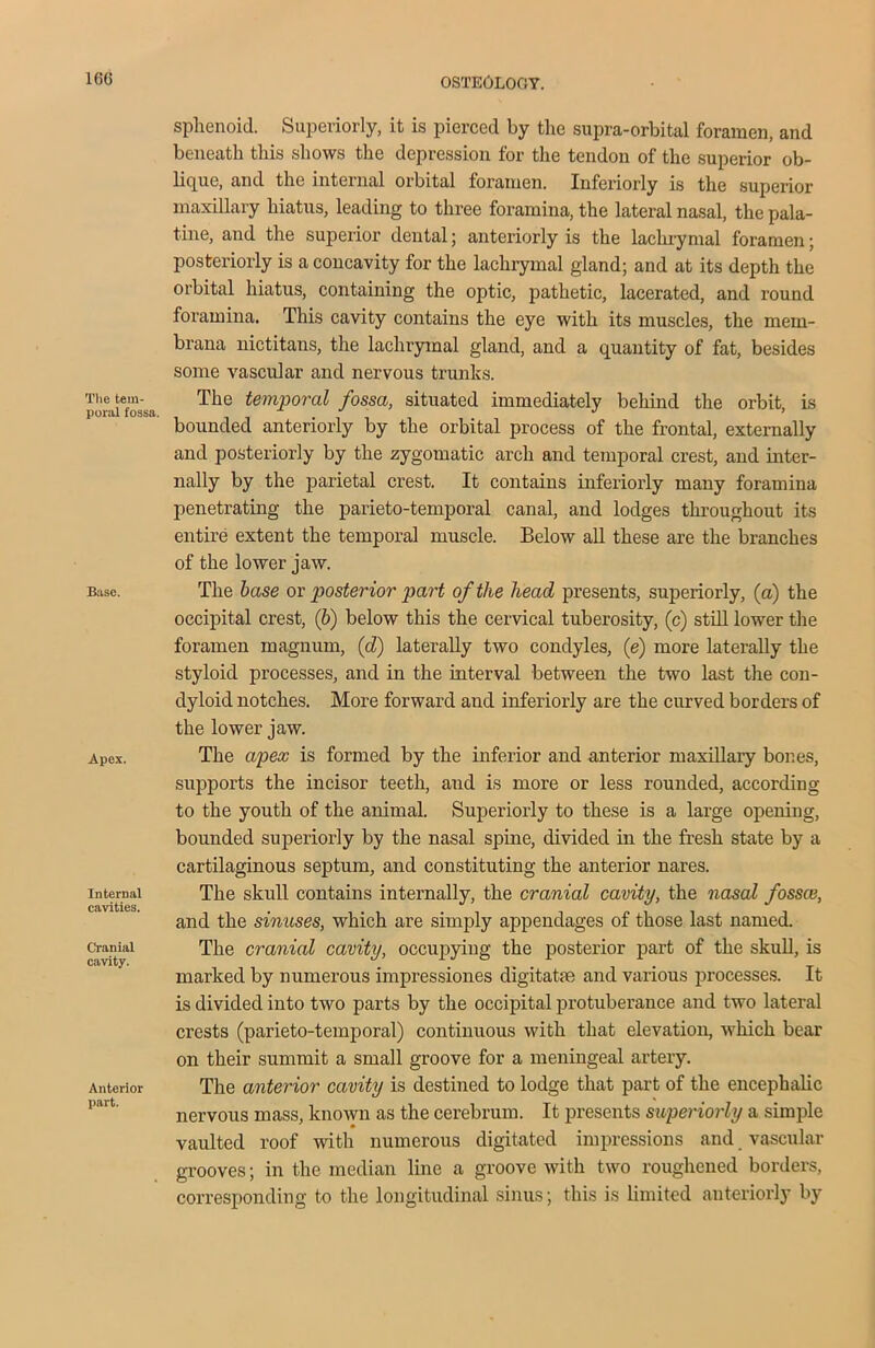1GG The tem- poral fossa. Base. Apex. Internal cavities. Cranial cavity. Anterior part. sphenoid. Superiorly, it is pierced by the supra-orbital foramen, and beneath this shows the depression for the tendon of the superior ob- lique, and the internal orbital foramen. Inferiorly is the superior maxillary hiatus, leading to three foramina, the lateral nasal, the pala- tine, and the superior dental; anteriorly is the lachrymal foramen; posteriorly is a concavity for the lachrymal gland; and at its depth the orbital hiatus, containing the optic, pathetic, lacerated, and round foramina. This cavity contains the eye with its muscles, the mein- brana nictitans, the lachrymal gland, and a quantity of fat, besides some vascular and nervous trunks. The temporal fossa, situated immediately behind the orbit, is bounded anteriorly by the orbital process of the frontal, externally and posteriorly by the zygomatic arch and temporal crest, and inter- nally by the parietal crest. It contains inferiorly many foramina penetrating the parieto-temporal canal, and lodges throughout its entire extent the temporal muscle. Below all these are the branches of the lower jaw. The base or posterior part of the head presents, superiorly, (a) the occipital crest, (b) below this the cervical tuberosity, (c) still lower the foramen magnum, (d) laterally two condyles, (e) more laterally the styloid processes, and in the interval between the two last the con- dyloid notches. More forward and inferiorly are the curved borders of the lower jaw. The apex is formed by the inferior and anterior maxillary bones, supports the incisor teeth, and is more or less rounded, according to the youth of the animal. Superiorly to these is a large opening, bounded superiorly by the nasal spine, divided in the fresh state by a cartilaginous septum, and constituting the anterior nares. The skull contains internally, the cranial cavity, the nasal fossa}, and the sinuses, which are simply appendages of those last named. The cranial cavity, occupying the posterior part of the skull, is marked by numerous impressiones digitatm and various processes. It is divided into two parts by the occipital protuberance and two lateral crests (parieto-temporal) continuous with that elevation, which bear on their summit a small groove for a meningeal artery. The anterior cavity is destined to lodge that part of the encephalic nervous mass, known as the cerebrum. It presents superiorly a simple vaulted roof with numerous digitated impressions and vascular grooves; in the median line a groove with two roughened borders, corresponding to the longitudinal sinus; this is limited anteriorly by
