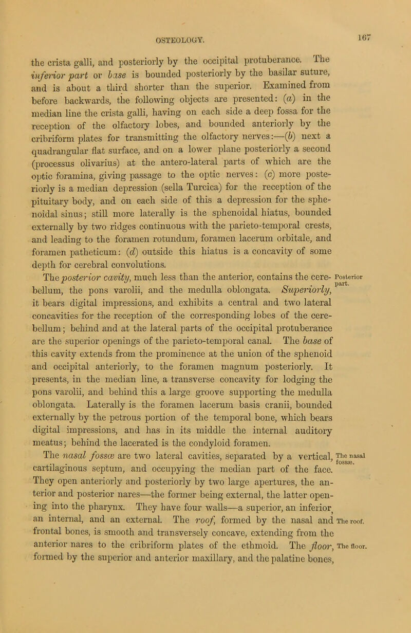 1G the crista galli, and posteriorly by the occipital protuberance. I he inferior part or base is bounded posteriorly by the basilar suture, and is about a third shorter than the superior. Examined from before backwards, the following objects are presented: (a) in the median line the crista galli, having on each side a deep fossa for the reception of the olfactory lobes, and bounded anteriorly by the cribriform plates for transmitting the olfactory nerves:—(b) next a quadrangular flat surface, and on a lower plane posteriorly a second (processus olivarius) at the antero-lateral parts of which are the optic foramina, giving passage to the optic nerves: (c) more poste- riorly is a median depression (sella Turcica) for the reception of the pituitary body, and on each side of this a depression for the sphe- noidal sinus; still more laterally is the sphenoidal hiatus, bounded externally by two ridges continuous with the parieto-temporal crests, and leading to the foramen rotundum, foramen lacerum orbitale, and foramen patheticum: (d) outside this hiatus is a concavity of some depth for cerebral convolutions. The poster ior cavity, much less than the anterior, contains the cere- Posterior bellum, the pons varolii, and the medulla oblongata. Superiorly, it bears digital impressions, and exhibits a central and two lateral concavities for the reception of the corresponding lobes of the cere- bellum ; behind and at the lateral parts of the occipital protuberance are the superior openings of the parieto-temporal canal. The base of this cavity extends from the prominence at the union of the sphenoid and occipital anteriorly, to the foramen magnum posteriorly. It presents, in the median line, a transverse concavity for lodging the pons varolii, and behind this a large groove supporting the medulla oblongata. Laterally is the foramen lacerum basis cranii, bounded externally by the petrous portion of the temporal bone, which bears digital impressions, and has in its middle the internal auditory meatus; behind the lacerated is the condyloid foramen. The nasal fossce are two lateral cavities, separated by a vertical, The nasal cartilaginous septum, and occupying the median part of the face. They open anteriorly and posteriorly by two large apertures, the an- terior and posterior nares—the former being external, the latter open- ing into the pharynx. They have four walls—a superior, an inferior an internal, and an external. The roof, formed by the nasal and The roof, frontal bones, is smooth and transversely concave, extending from the anterior nares to the cribriform plates of the ethmoid. The floor, The door, formed by the superior and anterior maxillary, and the palatine bones,