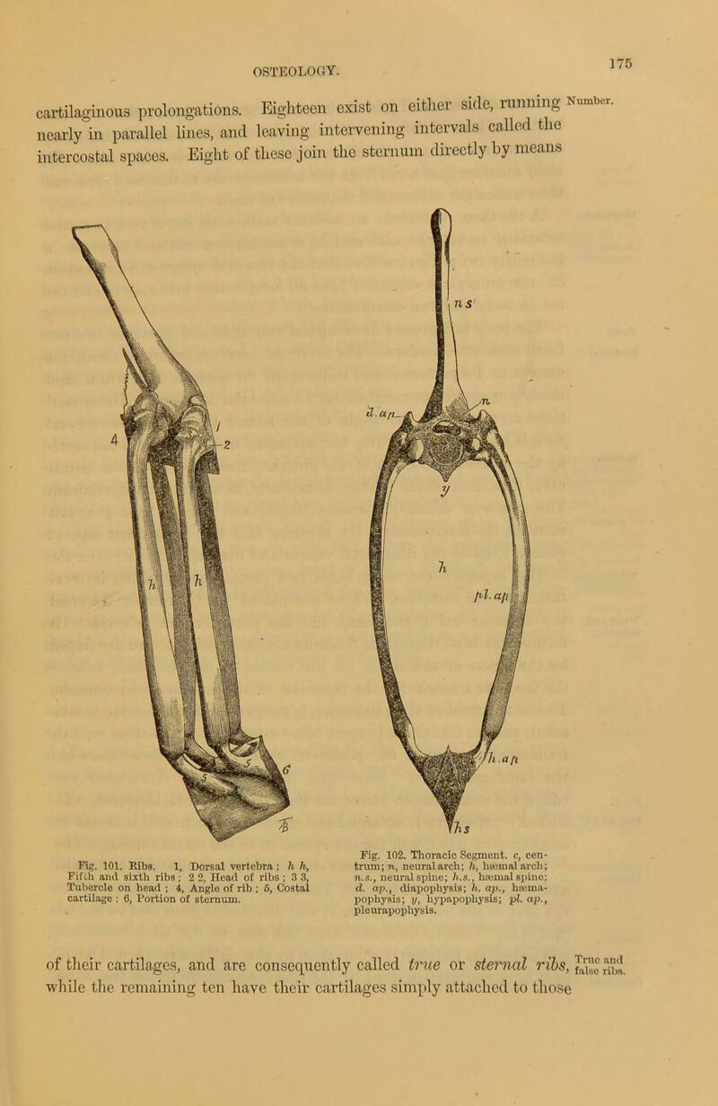 cartilaginous prolongations. Eighteen exist on either side, running Number, nearly in parallel lines, and leaving intervening intervals called the intercostal spaces. Eight of these join the sternum directly by means Fig. 101. Ribs. 1, Dorsal vertebra; h h, Fifth and sixtli ribs; 2 2, Head of ribs : 3 3, Tubercle on head ; 4, Angle of rib ; 6, Costai cartilage ; 6, Portion of sternum. Fig. 102. Thoracic Segment, c, cen- trum; n, neural arch; h, hasmal arch; n.s., neural spine; h.s., lifemal spine; d. ap., diapophysis; h. ap., linunu- pophysis; y, hypapophysis; pi. ap., plourapophysis. of their cartilages, and are consequently called true or sternal ribs, ru>s. wliile the remaining ten have their cartilages simply attached to those