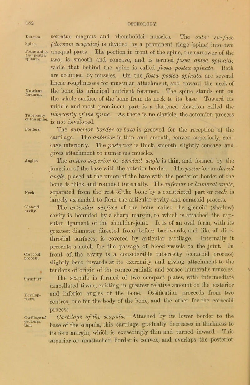 IS2 Dorsum. Spine. Fossie nntoa and postoa spinata. Nutrient foramen. Tuberosity of the spine. Borders. Angles. Neck. Glenoid cavity. Coracoid process. a Structure. Develop- ment. Cartilage of prolonga- tion. serratus magnus and rhomboidei muscles. The outer surface (dorsum scapula}) is divided by a prominent ridge (spine) into two unequal parts. The portion in front of the spine, the narrower of the two, is smooth and concave, and is termed fossa antea spina'a; while that behind the spine is called fossa postea spinata. Both are occupied by muscles. On the fossa postea spinata are several linear roughnesses for muscular attachment, and toward the neck of the bone, its principal nutrient foramen. The spine stands out on the whole surface of the bone from its neck to its base. Toward its middle and most prominent part is a flattened elevation called the tuberosity of the spine. As there is no clavicle, the acromion process is not developed. The superior border or base is grooved for the reception of the cartilage. The anterior is thin and smooth, convex superiorly, con- cave inferiorly. The posterior is thick, smooth, slightly concave, and gives attachment to numerous muscles. The antero-superior or cervical angle is thin, and formed by the junction of the base with the anterior border. The. posterior or dorsal angle, placed at the union of the base with the posterior border of the bone, is thick and rounded iuternally. The inferior or humeral angle, separated from the rest of the bone by a constricted part or neck, is largely expanded to form the articular cavity and coracoid process. The articular surface of the bone, called the glenoid (shallow) cavity is bounded by a sharp margin, to which is attached the cap- sular ligament of the shoulder-joint. It is of an oval form, with its greatest diameter directed from before backwards, and like all diar- throdial surfaces, is- covered by articular cartilage. Internally it presents a notch for the passage of blood-vessels to the joint. In front of. the cavity is a considerable tuberosity (coracoid process) slightly bent inwards at its extremity, and giving attachment to the tendons of origin of the coraco radialis and coraco humeralis muscles. The scapula is formed of two compact plates, with intermediate cancellated tissue, existing in greatest relative amount on the posterior and inferior angles of the bone. Ossification proceeds from two centres, one for the body of the bone, and the other for the coracoid process. Cartilage of the sea,pula.—Attached by its lower border to the base of the scapula, this cartilage gradually decreases in thickness to its fore margin, which is exceedingly thin and turned inward. This superior or unattached border is convex, and overlaps the posterior