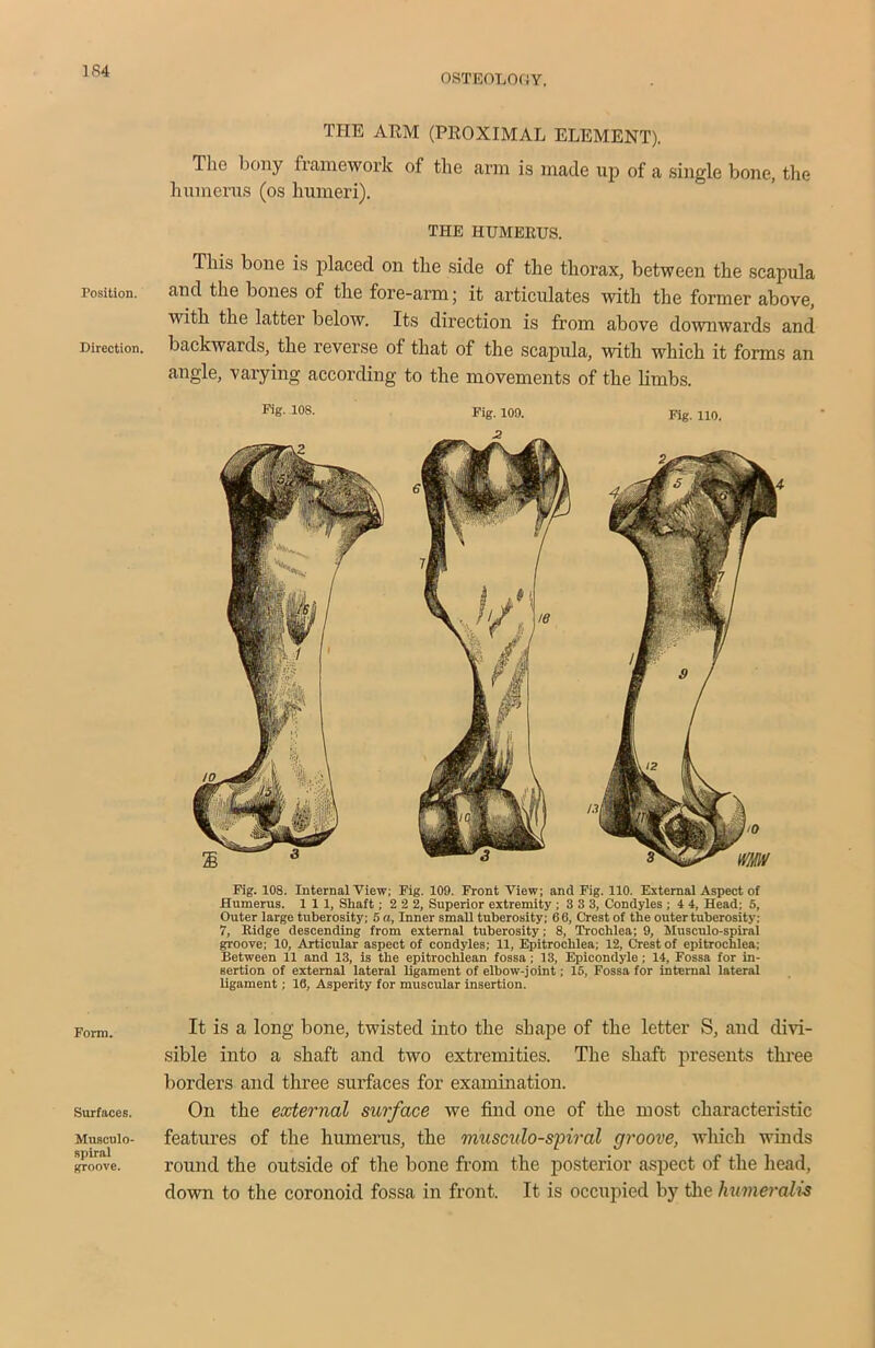 OSTEOLOGY, Position. Direction. Form. Surfaces. Musculo- spiral groove. THE ARM (PROXIMAL ELEMENT). The bony framework of the arm is made up of a single bone, the humerus (os humeri). THE HUMERUS. This bone is placed on the side of the thorax, between the scapula and the bones of the fore-arm; it articulates with the former above, with the latter below. Its direction is from above downwards and backwards, the reverse of that of the scapula, with which it forms an angle, varying according to the movements of the limbs. Fig. 108. Fig. 100. Fig. 110. Fig. 108. Internal View; Fig. 109. Front View; and Fig. 110. External Aspect of Humerus. Ill, Shaft; 2 2 2, Superior extremity ; 3 3 3, Condyles ; 4 4, Head; 5, Outer large tuberosity; 5 a, Inner small tuberosity; 66, Crest of the outer tuberosity: 7, Ridge descending from external tuberosity; 8, Trochlea; 9, Musculo-spiral groove; 10, Articular aspect of condyles; 11, Epitroclilea; 12, Crest of epitroclilea; Between 11 and 13, is the epitrochlean fossa: 13, Epicondyle; 14, Fossa for in- sertion of external lateral ligament of elbow-joint; 15, Fossa for internal lateral ligament; 16, Asperity for muscular insertion. It is a long bone, twisted into the shape of the letter S, and divi- sible into a shaft and two extremities. The shaft presents three borders and three surfaces for examination. On the external surface we find one of the most characteristic features of the humerus, the musculo-spiral groove, which winds round the outside of the bone from the posterior aspect of the head, down to the coronoid fossa in front. It is occupied by the humerali-s